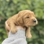 TEACUP GOLDENDOODLE PUPPIES, Precious Doodle Dogs, Teacup Doodle Dogs, Goldendoodle, Doodle Dog, Golden Doodles, Goldendoodle for sale, Goldendoodle puppies for sale, Miniature goldendoodle, goldendoodle puppies, mini goldendoodle, mini puppies, mini goldendoodle size, Mini Doodle Dogs, f1 goldendoodle, golden retriever poodle, chocolate goldendoodle, small doodles, goldendoodle temperament, goldendoodle colors, goldendoodle price, white goldendoodle, f2 goldendoodle, mini goldendoodle price, mini goldendoodle full grown, f1 mini goldendoodle, f1b goldendoodle, parti goldendoodle, goldendoodles near me, english goldendoodle, australian goldendoodle, red goldendoodle, doodle breeds, brown goldendoodle, goldendoodle cost, adult mini goldendoodle, golden noodle dog, doodle dog breeds, miniature golden doodle, miniature puppies, golden retriever poodle mix, A Star is Born, A star is born goldendoodle, a star is born dog, Bradley Cooper's Dog, Bradley Cooper Dog, Bradley Cooper's Goldendoodle, arizona goldendoodles, goldendoodle training, goldendoodle size, how big do mini goldendoodles get, goldendoodle full grown, baby goldendoodle, goldendoodle houston, golden doodles for sale, adult goldendoodle, apricot goldendoodle, goldendoodle grooming, mini golden doodles, goldendoodle shedding, f2b goldendoodle, goldendoodle hypoallergenic, goldendoodle names, english cream goldendoodle, golden retriever and poodle mix, mini goldendoodle puppies, micro goldendoodle, mini goldendoodle puppies for sale, miniature goldendoodle for sale, goldendoodle puppies for adoption, teddy bear goldendoodle, mini goldendoodle rescue, medium goldendoodle, black goldendoodle, mini goldendoodle for sale near me, goldendoodle puppies for sale near me, mini doodle, doodle puppies, mini goldendoodle for sale, goldendoodle breeders near me, miniature goldendoodle for sale near me, toy goldendoodle, petite goldendoodle, golden doodle dog, miniature goldendoodle puppies, mini goldendoodle puppies for sale near me, goldendoodles for sale near me, mini goldedoodle breeders, goldendoodle adoption, f1b mini goldendoodle, small goldendoodle, teacup goldendoodle, goldendoodle puppies near me, goldendoodle breeders, how to groom a goldendoodle, great doodle puppies, golden doodle mix, goldendoodle tampa, goldendoodle facts, white doodle dog, white goldendoodle puppy, mini goldendoodle maryland, country mini doodles, goldendoodle los angeles, toy labradoodle puppies for sale, types of goldendoodles, mini golden retriever puppies, golden goldendoodle, mini golden retriever puppies for sale, miniature australian goldendoodle, goldendoodle sacramento, goldendoodle omaha, labradoodle goldendoodle, f1 medium goldendoodle, BEST goldendoodles, pictures of mini goldendoodles, teacup goldendoodle full grown, micro mini goldendoodle full grown, toy goldendoodle price, goldendoodle chicago, retriever doodle, teacup goldendoodle puppies for sale, cute goldendoodle, mini teddy bear puppies, miniature goldendoodle full grown, f2 mini goldendoodle, goldendoodle spokane, mini goldendoodle chicago, micro mini goldendoodle, how nbig do miniature goldendoodles get, brown mini goldendoodle, mini doodle breeds, poodle doodle dog, what is a mini goldendoodle, black mini goldendoodle, mini irish doodle puppies for sale, f1b goldendoodle size, toy golden doodles, chocolate brown goldendoodle puppies for sale, petite goldendoodle full grown, goldendoodle behavior, american goldendoodle, f1b medium goldendoodle, goldendoodle puppy cost, cute goldendoodle puppies, goldendoodle indianapolis, teddy goldendoodle, mini goldendoodle weight, teddy bear golden doodles, f1b goldendoodle puppies for sale, miniature goldendoodle size, chocolate goldendoodle puppy, english cream mini goldendoodle, doodle puppies near me, red miniature goldendoodle, cream goldendoodle, goldendoodle puppy cut, mini goldendoodle hypoallergenic, dog breed goldendoodle, goldendoodle poodle mixes, goldendoodle allergies, goldendoodle info, sandy ridge goldendoodles, lakeshore goldendoodles, toy goldendoodle puppies for sale, labradoodle and goldendoodle, goldendoodle las vegas, goldendoodle phoenix, doodle breeders near me, miniature goldendoodle weight, black and white goldendoodle, sarasota goldendoodles, mini goldendoodle dallas, a goldendoodle, what is a goldendoodle, goldendoodle dallas, mini golden doodles for sale, ginger doodle puppy, how much does a mini goldendoodle cost, goldendoodle san antonio, goldendoodle photos, goldendoodle cuts, chocolate mini goldendoodle, all about goldendoodles, goldendoodle cincinnati, black doodle dog, goldendoodle weight, miniature goldendoodle breeders, goldendoodle information, miniature goldendoodle puppies for sale, doodle puppies for sale near me, black labradoodle puppies for sale, goldendoodle seattle, golden doodles near me, teacup goldendoodle for sale, golden retriever poodle puppy, goldendoodle rochester ny, goldendoodle and poodle mix, akc goldendoodle, goldendoodle kansas city, mini goldendoodle facts, goldendoodle austin, goldendoodle doodle, goldendoodle tulsa, curly goldendoodle, brown goldendoodle puppies, f1b labradoodle puppies for sale, red mini goldendoodle, goldendoodle poodle, chocolate goldendoodle for sale, tiny goldendoodle, goldendoodle puppies breeders, english goldendoodle puppies for sale, mini golden labradoodle, f1b mini teddy bear goldendoodles, red goldendoodle puppies for sale, miniature golden retriever breeders, f1 goldendoodles for sale, teacup goldendoodle puppies, toy mini goldendoodle, xs petite goldendoodle, f2 goldendoodle puppies for sale, mini goldendoodle cost, black goldendoodle for sale, english teddy bear goldendoodle, small doodle dogs, goldendoodle nashville, english goldendoodle puppies, golden retriever poodle mix for sale, red goldendoodle puppy, parti goldendoodles for sale, english cream goldendoodles for sale, doodle puppies for sale, golden retriever poodle mix puppies, goldendoodle tucson, f1b mini goldendoodle puppies for sale, mini goldendoodle breeders northeast, teddy bear goldendoodle, toy goldendoodle rescue, petite mini goldendoodle, goldendoodle stuff, mini goldendoodles near me, teddy bear goldendoodle puppies, f1 goldendoodle puppies, teddy bear goldendoodles for sale, silver goldendoodle, buy goldendoodle, mini golden doodle dog, teddy bear goldendoodles mini, micro mini goldendoodle puppies for sale, goldendoodle dogs for sale, best goldendoodle breeders, chocolate goldendoodle puppies for sale, doodle dogs for sale, toy goldendoodle puppies, mini doodle dog, toy goldendoodle breeders, doodles for sale, goldendoodle hypoallergenic dog, mini goldendoodle breeders near me, english goldendoodle breeders, f1b mini goldendoodle for sale, teacup goldendoodle price, petite goldendoodle for sale, mini english goldendoodle, mini goldendoodle info, miniature goldendoodle puppies for sale near me, black goldendoodle puppies for sale, f1 goldendoodle puppies for sale, Teacup Goldendoodles AL, Teacup Goldendoodles AK, Teacup Goldendoodles AZ, Teacup Goldendoodles AR, Teacup Goldendoodles CA, Teacup Goldendoodles CO, Teacup Goldendoodles CT, Teacup Goldendoodles DE, Teacup Goldendoodles FL, Teacup Goldendoodles GA, Teacup Goldendoodles HI, Teacup Goldendoodles ID, Teacup Goldendoodles IL, Teacup Goldendoodles IN, Teacup Goldendoodles IA, Teacup Goldendoodles KS, Teacup Goldendoodles KY, Teacup Goldendoodles LA, Teacup Goldendoodles ME, Teacup Goldendoodles MD, Teacup Goldendoodles MA, Teacup Goldendoodles MI, Teacup Goldendoodles MN, Teacup Goldendoodles MS, Teacup Goldendoodles MO, Teacup Goldendoodles MT, Teacup Goldendoodles NE, Teacup Goldendoodles NV, Teacup Goldendoodles NH, Teacup Goldendoodles NJ, Teacup Goldendoodles NM, Teacup Goldendoodles NY, Teacup Goldendoodles NC, Teacup Goldendoodles ND, Teacup Goldendoodles OH, Teacup Goldendoodles OK, Teacup Goldendoodles OR, Teacup Goldendoodles PA, Teacup Goldendoodles RI, Teacup Goldendoodles SC, Teacup Goldendoodles SD, Teacup Goldendoodles TN, Teacup Goldendoodles TX, Teacup Goldendoodles UT, Teacup Goldendoodles VT, Teacup Goldendoodles VA, Teacup Goldendoodles WA, Teacup Goldendoodles WV, Teacup Goldendoodles WI, Teacup Goldendoodles WY, Teacup Golden Doodles AL, Teacup Golden Doodles AK, Teacup Golden Doodles AZ, Teacup Golden Doodles AR, Teacup Golden Doodles CA, Teacup Golden Doodles CO, Teacup Golden Doodles CT, Teacup Golden Doodles DE, Teacup Golden Doodles FL, Teacup Golden Doodles GA, Teacup Golden Doodles HI, Teacup Golden Doodles ID, Teacup Golden Doodles IL, Teacup Golden Doodles IN, Teacup Golden Doodles IA, Teacup Golden Doodles KS, Teacup Golden Doodles KY, Teacup Golden Doodles LA, Teacup Golden Doodles ME, Teacup Golden Doodles MD, Teacup Golden Doodles MA, Teacup Golden Doodles MI, Teacup Golden Doodles MN, Teacup Golden Doodles MS, Teacup Golden Doodles MO, Teacup Golden Doodles MT, Teacup Golden Doodles NE, Teacup Golden Doodles NV, Teacup Golden Doodles NH, Teacup Golden Doodles NJ, Teacup Golden Doodles NM, Teacup Golden Doodles NY, Teacup Golden Doodles NC, Teacup Golden Doodles ND, Teacup Golden Doodles OH, Teacup Golden Doodles OK, Teacup Golden Doodles OR, Teacup Golden Doodles PA, Teacup Golden Doodles RI, Teacup Golden Doodles SC, Teacup Golden Doodles SD, Teacup Golden Doodles TN, Teacup Golden Doodles TX, Teacup Golden Doodles UT, Teacup Golden Doodles VT, Teacup Golden Doodles VA, Teacup Golden Doodles WA, Teacup Golden Doodles WV, Teacup Golden Doodles WI, Teacup Golden Doodles WY, Toy Goldendoodle Alabama, Toy Goldendoodle Alaska, Toy Goldendoodle Arizona, Toy Goldendoodle Arkansas, Toy Goldendoodle California, Toy Goldendoodle Colorado, Toy Goldendoodle Connecticut, Toy Goldendoodle Delaware, Toy Goldendoodle Florida, Toy Goldendoodle Georgia, Toy Goldendoodle Hawaii, Toy Goldendoodle Idaho, Toy Goldendoodle Illinois, Toy Goldendoodle Indiana, Toy Goldendoodle Iowa, Toy Goldendoodle Kansas, Toy Goldendoodle Kentucky, Toy Goldendoodle Louisiana, Toy Goldendoodle Maine, Toy Goldendoodle Maryland, Toy Goldendoodle Massachusetts, Toy Goldendoodle Michigan, Toy Goldendoodle Minnesota, Toy Goldendoodle Mississippi, Toy Goldendoodle Missouri, Toy Goldendoodle Montana, Toy Goldendoodle Nebraska, Toy Goldendoodle Nevada, Toy Goldendoodle New Hampshire, Toy Goldendoodle New Jersey, Toy Goldendoodle New Mexico, Toy Goldendoodle New York, Toy Goldendoodle North Carolina, Toy Goldendoodle North Dakota, Toy Goldendoodle Ohio, Toy Goldendoodle Oklahoma, Toy Goldendoodle Oregon, Toy Goldendoodle Pennsylvania, Toy Goldendoodle Rhode Island, Toy Goldendoodle South Carolina, Toy Goldendoodle South Dakota, Toy Goldendoodle Tennessee, Toy Goldendoodle Texas, Toy Goldendoodle Utah, Toy Goldendoodle Vermont, Toy Goldendoodle Virginia, Toy Goldendoodle Washington, Toy Goldendoodle West Virginia, Toy Goldendoodle Wisconsin, Toy Goldendoodle Wyoming, Mini Goldendoodle puppies for sale in AL, Mini Goldendoodle puppies for sale in AK, Mini Goldendoodle puppies for sale in AZ, Mini Goldendoodle puppies for sale in AR, Mini Goldendoodle puppies for sale in CA, Mini Goldendoodle puppies for sale in CO, Mini Goldendoodle puppies for sale in CT, Mini Goldendoodle puppies for sale in DE, Mini Goldendoodle puppies for sale in FL, Mini Goldendoodle puppies for sale in GA, Mini Goldendoodle puppies for sale in HI, Mini Goldendoodle puppies for sale in ID, Mini Goldendoodle puppies for sale in IL, Mini Goldendoodle puppies for sale in IN, Mini Goldendoodle puppies for sale in IA, Mini Goldendoodle puppies for sale in KS, Mini Goldendoodle puppies for sale in KY, Mini Goldendoodle puppies for sale in LA, Mini Goldendoodle puppies for sale in ME, Mini Goldendoodle puppies for sale in MD, Mini Goldendoodle puppies for sale in MA, Mini Goldendoodle puppies for sale in MI, Mini Goldendoodle puppies for sale in MN, Mini Goldendoodle puppies for sale in MS, Mini Goldendoodle puppies for sale in MO, Mini Goldendoodle puppies for sale in MT, Mini Goldendoodle puppies for sale in NE, Mini Goldendoodle puppies for sale in NV, Mini Goldendoodle puppies for sale in NH, Mini Goldendoodle puppies for sale in NJ, Mini Goldendoodle puppies for sale in NM, Mini Goldendoodle puppies for sale in NY, Mini Goldendoodle puppies for sale in NC, Mini Goldendoodle puppies for sale in ND, Mini Goldendoodle puppies for sale in OH, Mini Goldendoodle puppies for sale in OK, Mini Goldendoodle puppies for sale in OR, Mini Goldendoodle puppies for sale in PA, Mini Goldendoodle puppies for sale in RI, Mini Goldendoodle puppies for sale in SC, Mini Goldendoodle puppies for sale in SD, Mini Goldendoodle puppies for sale in TN, Mini Goldendoodle puppies for sale in TX, Mini Goldendoodle puppies for sale in UT, Mini Goldendoodle puppies for sale in VT, Mini Goldendoodle puppies for sale in VA, Mini Goldendoodle puppies for sale in WA, Mini Goldendoodle puppies for sale in WV, Mini Goldendoodle puppies for sale in WI, Mini Goldendoodle puppies for sale in WY, Miniature Goldendoodles for sale in AL, Miniature Goldendoodles for sale in AK, Miniature Goldendoodles for sale in AZ, Miniature Goldendoodles for sale in AR, Miniature Goldendoodles for sale in CA, Miniature Goldendoodles for sale in CO, Miniature Goldendoodles for sale in CT, Miniature Goldendoodles for sale in DE, Miniature Goldendoodles for sale in FL, Miniature Goldendoodles for sale in GA, Miniature Goldendoodles for sale in HI, Miniature Goldendoodles for sale in ID, Miniature Goldendoodles for sale in IL, Miniature Goldendoodles for sale in IN, Miniature Goldendoodles for sale in IA, Miniature Goldendoodles for sale in KS, Miniature Goldendoodles for sale in KY, Miniature Goldendoodles for sale in LA, Miniature Goldendoodles for sale in ME, Miniature Goldendoodles for sale in MD, Miniature Goldendoodles for sale in MA, Miniature Goldendoodles for sale in MI, Miniature Goldendoodles for sale in MN, Miniature Goldendoodles for sale in MS, Miniature Goldendoodles for sale in MO, Miniature Goldendoodles for sale in MT, Miniature Goldendoodles for sale in NE, Miniature Goldendoodles for sale in NV, Miniature Goldendoodles for sale in NH, Miniature Goldendoodles for sale in NJ, Miniature Goldendoodles for sale in NM, Miniature Goldendoodles for sale in NY, Miniature Goldendoodles for sale in NC, Miniature Goldendoodles for sale in ND, Miniature Goldendoodles for sale in OH, Miniature Goldendoodles for sale in OK, Miniature Goldendoodles for sale in OR, Miniature Goldendoodles for sale in PA, Miniature Goldendoodles for sale in RI, Miniature Goldendoodles for sale in SC, Miniature Goldendoodles for sale in SD, Miniature Goldendoodles for sale in TN, Miniature Goldendoodles for sale in TX, Miniature Goldendoodles for sale in UT, Miniature Goldendoodles for sale in VT, Miniature Goldendoodles for sale in VA, Miniature Goldendoodles for sale in WA, Miniature Goldendoodles for sale in WV, Miniature Goldendoodles for sale in WI, Miniature Goldendoodles for sale in WY, Miniature Goldendoodle Alabama, Miniature Goldendoodle Alaska, Miniature Goldendoodle Arizona, Miniature Goldendoodle Arkansas, Miniature Goldendoodle California, Miniature Goldendoodle Colorado, Miniature Goldendoodle Connecticut, Miniature Goldendoodle Delaware, Miniature Goldendoodle Florida, Miniature Goldendoodle Georgia, Miniature Goldendoodle Hawaii, Miniature Goldendoodle Idaho, Miniature Goldendoodle Illinois, Miniature Goldendoodle Indiana, Miniature Goldendoodle Iowa, Miniature Goldendoodle Kansas, Miniature Goldendoodle Kentucky, Miniature Goldendoodle Louisiana, Miniature Goldendoodle Maine, Miniature Goldendoodle Maryland, Miniature Goldendoodle Massachusetts, Miniature Goldendoodle Michigan, Miniature Goldendoodle Minnesota, Miniature Goldendoodle Mississippi, Miniature Goldendoodle Missouri, Miniature Goldendoodle Montana, Miniature Goldendoodle Nebraska, Miniature Goldendoodle Nevada, Miniature Goldendoodle New Hampshire, Miniature Goldendoodle New Jersey, Miniature Goldendoodle New Mexico, Miniature Goldendoodle New York, Miniature Goldendoodle North Carolina, Miniature Goldendoodle North Dakota, Miniature Goldendoodle Ohio, Miniature Goldendoodle Oklahoma, Miniature Goldendoodle Oregon, Miniature Goldendoodle Pennsylvania, Miniature Goldendoodle Rhode Island, Miniature Goldendoodle South Carolina, Miniature Goldendoodle South Dakota, Miniature Goldendoodle Tennessee, Miniature Goldendoodle Texas, Miniature Goldendoodle Utah, Miniature Goldendoodle Vermont, Miniature Goldendoodle Virginia, Miniature Goldendoodle Washington, Miniature Goldendoodle West Virginia, Miniature Goldendoodle Wisconsin, Miniature Goldendoodle Wyoming,