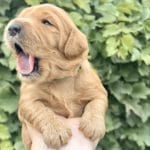 TEACUP GOLDENDOODLE PUPPIES, Precious Doodle Dogs, Teacup Doodle Dogs, Goldendoodle, Doodle Dog, Golden Doodles, Goldendoodle for sale, Goldendoodle puppies for sale, Miniature goldendoodle, goldendoodle puppies, mini goldendoodle, mini puppies, mini goldendoodle size, Mini Doodle Dogs, f1 goldendoodle, golden retriever poodle, chocolate goldendoodle, small doodles, goldendoodle temperament, goldendoodle colors, goldendoodle price, white goldendoodle, f2 goldendoodle, mini goldendoodle price, mini goldendoodle full grown, f1 mini goldendoodle, f1b goldendoodle, parti goldendoodle, goldendoodles near me, english goldendoodle, australian goldendoodle, red goldendoodle, doodle breeds, brown goldendoodle, goldendoodle cost, adult mini goldendoodle, golden noodle dog, doodle dog breeds, miniature golden doodle, miniature puppies, golden retriever poodle mix, A Star is Born, A star is born goldendoodle, a star is born dog, Bradley Cooper's Dog, Bradley Cooper Dog, Bradley Cooper's Goldendoodle, arizona goldendoodles, goldendoodle training, goldendoodle size, how big do mini goldendoodles get, goldendoodle full grown, baby goldendoodle, goldendoodle houston, golden doodles for sale, adult goldendoodle, apricot goldendoodle, goldendoodle grooming, mini golden doodles, goldendoodle shedding, f2b goldendoodle, goldendoodle hypoallergenic, goldendoodle names, english cream goldendoodle, golden retriever and poodle mix, mini goldendoodle puppies, micro goldendoodle, mini goldendoodle puppies for sale, miniature goldendoodle for sale, goldendoodle puppies for adoption, teddy bear goldendoodle, mini goldendoodle rescue, medium goldendoodle, black goldendoodle, mini goldendoodle for sale near me, goldendoodle puppies for sale near me, mini doodle, doodle puppies, mini goldendoodle for sale, goldendoodle breeders near me, miniature goldendoodle for sale near me, toy goldendoodle, petite goldendoodle, golden doodle dog, miniature goldendoodle puppies, mini goldendoodle puppies for sale near me, goldendoodles for sale near me, mini goldedoodle breeders, goldendoodle adoption, f1b mini goldendoodle, small goldendoodle, teacup goldendoodle, goldendoodle puppies near me, goldendoodle breeders, how to groom a goldendoodle, great doodle puppies, golden doodle mix, goldendoodle tampa, goldendoodle facts, white doodle dog, white goldendoodle puppy, mini goldendoodle maryland, country mini doodles, goldendoodle los angeles, toy labradoodle puppies for sale, types of goldendoodles, mini golden retriever puppies, golden goldendoodle, mini golden retriever puppies for sale, miniature australian goldendoodle, goldendoodle sacramento, goldendoodle omaha, labradoodle goldendoodle, f1 medium goldendoodle, BEST goldendoodles, pictures of mini goldendoodles, teacup goldendoodle full grown, micro mini goldendoodle full grown, toy goldendoodle price, goldendoodle chicago, retriever doodle, teacup goldendoodle puppies for sale, cute goldendoodle, mini teddy bear puppies, miniature goldendoodle full grown, f2 mini goldendoodle, goldendoodle spokane, mini goldendoodle chicago, micro mini goldendoodle, how nbig do miniature goldendoodles get, brown mini goldendoodle, mini doodle breeds, poodle doodle dog, what is a mini goldendoodle, black mini goldendoodle, mini irish doodle puppies for sale, f1b goldendoodle size, toy golden doodles, chocolate brown goldendoodle puppies for sale, petite goldendoodle full grown, goldendoodle behavior, american goldendoodle, f1b medium goldendoodle, goldendoodle puppy cost, cute goldendoodle puppies, goldendoodle indianapolis, teddy goldendoodle, mini goldendoodle weight, teddy bear golden doodles, f1b goldendoodle puppies for sale, miniature goldendoodle size, chocolate goldendoodle puppy, english cream mini goldendoodle, doodle puppies near me, red miniature goldendoodle, cream goldendoodle, goldendoodle puppy cut, mini goldendoodle hypoallergenic, dog breed goldendoodle, goldendoodle poodle mixes, goldendoodle allergies, goldendoodle info, sandy ridge goldendoodles, lakeshore goldendoodles, toy goldendoodle puppies for sale, labradoodle and goldendoodle, goldendoodle las vegas, goldendoodle phoenix, doodle breeders near me, miniature goldendoodle weight, black and white goldendoodle, sarasota goldendoodles, mini goldendoodle dallas, a goldendoodle, what is a goldendoodle, goldendoodle dallas, mini golden doodles for sale, ginger doodle puppy, how much does a mini goldendoodle cost, goldendoodle san antonio, goldendoodle photos, goldendoodle cuts, chocolate mini goldendoodle, all about goldendoodles, goldendoodle cincinnati, black doodle dog, goldendoodle weight, miniature goldendoodle breeders, goldendoodle information, miniature goldendoodle puppies for sale, doodle puppies for sale near me, black labradoodle puppies for sale, goldendoodle seattle, golden doodles near me, teacup goldendoodle for sale, golden retriever poodle puppy, goldendoodle rochester ny, goldendoodle and poodle mix, akc goldendoodle, goldendoodle kansas city, mini goldendoodle facts, goldendoodle austin, goldendoodle doodle, goldendoodle tulsa, curly goldendoodle, brown goldendoodle puppies, f1b labradoodle puppies for sale, red mini goldendoodle, goldendoodle poodle, chocolate goldendoodle for sale, tiny goldendoodle, goldendoodle puppies breeders, english goldendoodle puppies for sale, mini golden labradoodle, f1b mini teddy bear goldendoodles, red goldendoodle puppies for sale, miniature golden retriever breeders, f1 goldendoodles for sale, teacup goldendoodle puppies, toy mini goldendoodle, xs petite goldendoodle, f2 goldendoodle puppies for sale, mini goldendoodle cost, black goldendoodle for sale, english teddy bear goldendoodle, small doodle dogs, goldendoodle nashville, english goldendoodle puppies, golden retriever poodle mix for sale, red goldendoodle puppy, parti goldendoodles for sale, english cream goldendoodles for sale, doodle puppies for sale, golden retriever poodle mix puppies, goldendoodle tucson, f1b mini goldendoodle puppies for sale, mini goldendoodle breeders northeast, teddy bear goldendoodle, toy goldendoodle rescue, petite mini goldendoodle, goldendoodle stuff, mini goldendoodles near me, teddy bear goldendoodle puppies, f1 goldendoodle puppies, teddy bear goldendoodles for sale, silver goldendoodle, buy goldendoodle, mini golden doodle dog, teddy bear goldendoodles mini, micro mini goldendoodle puppies for sale, goldendoodle dogs for sale, best goldendoodle breeders, chocolate goldendoodle puppies for sale, doodle dogs for sale, toy goldendoodle puppies, mini doodle dog, toy goldendoodle breeders, doodles for sale, goldendoodle hypoallergenic dog, mini goldendoodle breeders near me, english goldendoodle breeders, f1b mini goldendoodle for sale, teacup goldendoodle price, petite goldendoodle for sale, mini english goldendoodle, mini goldendoodle info, miniature goldendoodle puppies for sale near me, black goldendoodle puppies for sale, f1 goldendoodle puppies for sale, Teacup Goldendoodles AL, Teacup Goldendoodles AK, Teacup Goldendoodles AZ, Teacup Goldendoodles AR, Teacup Goldendoodles CA, Teacup Goldendoodles CO, Teacup Goldendoodles CT, Teacup Goldendoodles DE, Teacup Goldendoodles FL, Teacup Goldendoodles GA, Teacup Goldendoodles HI, Teacup Goldendoodles ID, Teacup Goldendoodles IL, Teacup Goldendoodles IN, Teacup Goldendoodles IA, Teacup Goldendoodles KS, Teacup Goldendoodles KY, Teacup Goldendoodles LA, Teacup Goldendoodles ME, Teacup Goldendoodles MD, Teacup Goldendoodles MA, Teacup Goldendoodles MI, Teacup Goldendoodles MN, Teacup Goldendoodles MS, Teacup Goldendoodles MO, Teacup Goldendoodles MT, Teacup Goldendoodles NE, Teacup Goldendoodles NV, Teacup Goldendoodles NH, Teacup Goldendoodles NJ, Teacup Goldendoodles NM, Teacup Goldendoodles NY, Teacup Goldendoodles NC, Teacup Goldendoodles ND, Teacup Goldendoodles OH, Teacup Goldendoodles OK, Teacup Goldendoodles OR, Teacup Goldendoodles PA, Teacup Goldendoodles RI, Teacup Goldendoodles SC, Teacup Goldendoodles SD, Teacup Goldendoodles TN, Teacup Goldendoodles TX, Teacup Goldendoodles UT, Teacup Goldendoodles VT, Teacup Goldendoodles VA, Teacup Goldendoodles WA, Teacup Goldendoodles WV, Teacup Goldendoodles WI, Teacup Goldendoodles WY, Teacup Golden Doodles AL, Teacup Golden Doodles AK, Teacup Golden Doodles AZ, Teacup Golden Doodles AR, Teacup Golden Doodles CA, Teacup Golden Doodles CO, Teacup Golden Doodles CT, Teacup Golden Doodles DE, Teacup Golden Doodles FL, Teacup Golden Doodles GA, Teacup Golden Doodles HI, Teacup Golden Doodles ID, Teacup Golden Doodles IL, Teacup Golden Doodles IN, Teacup Golden Doodles IA, Teacup Golden Doodles KS, Teacup Golden Doodles KY, Teacup Golden Doodles LA, Teacup Golden Doodles ME, Teacup Golden Doodles MD, Teacup Golden Doodles MA, Teacup Golden Doodles MI, Teacup Golden Doodles MN, Teacup Golden Doodles MS, Teacup Golden Doodles MO, Teacup Golden Doodles MT, Teacup Golden Doodles NE, Teacup Golden Doodles NV, Teacup Golden Doodles NH, Teacup Golden Doodles NJ, Teacup Golden Doodles NM, Teacup Golden Doodles NY, Teacup Golden Doodles NC, Teacup Golden Doodles ND, Teacup Golden Doodles OH, Teacup Golden Doodles OK, Teacup Golden Doodles OR, Teacup Golden Doodles PA, Teacup Golden Doodles RI, Teacup Golden Doodles SC, Teacup Golden Doodles SD, Teacup Golden Doodles TN, Teacup Golden Doodles TX, Teacup Golden Doodles UT, Teacup Golden Doodles VT, Teacup Golden Doodles VA, Teacup Golden Doodles WA, Teacup Golden Doodles WV, Teacup Golden Doodles WI, Teacup Golden Doodles WY, Toy Goldendoodle Alabama, Toy Goldendoodle Alaska, Toy Goldendoodle Arizona, Toy Goldendoodle Arkansas, Toy Goldendoodle California, Toy Goldendoodle Colorado, Toy Goldendoodle Connecticut, Toy Goldendoodle Delaware, Toy Goldendoodle Florida, Toy Goldendoodle Georgia, Toy Goldendoodle Hawaii, Toy Goldendoodle Idaho, Toy Goldendoodle Illinois, Toy Goldendoodle Indiana, Toy Goldendoodle Iowa, Toy Goldendoodle Kansas, Toy Goldendoodle Kentucky, Toy Goldendoodle Louisiana, Toy Goldendoodle Maine, Toy Goldendoodle Maryland, Toy Goldendoodle Massachusetts, Toy Goldendoodle Michigan, Toy Goldendoodle Minnesota, Toy Goldendoodle Mississippi, Toy Goldendoodle Missouri, Toy Goldendoodle Montana, Toy Goldendoodle Nebraska, Toy Goldendoodle Nevada, Toy Goldendoodle New Hampshire, Toy Goldendoodle New Jersey, Toy Goldendoodle New Mexico, Toy Goldendoodle New York, Toy Goldendoodle North Carolina, Toy Goldendoodle North Dakota, Toy Goldendoodle Ohio, Toy Goldendoodle Oklahoma, Toy Goldendoodle Oregon, Toy Goldendoodle Pennsylvania, Toy Goldendoodle Rhode Island, Toy Goldendoodle South Carolina, Toy Goldendoodle South Dakota, Toy Goldendoodle Tennessee, Toy Goldendoodle Texas, Toy Goldendoodle Utah, Toy Goldendoodle Vermont, Toy Goldendoodle Virginia, Toy Goldendoodle Washington, Toy Goldendoodle West Virginia, Toy Goldendoodle Wisconsin, Toy Goldendoodle Wyoming, Mini Goldendoodle puppies for sale in AL, Mini Goldendoodle puppies for sale in AK, Mini Goldendoodle puppies for sale in AZ, Mini Goldendoodle puppies for sale in AR, Mini Goldendoodle puppies for sale in CA, Mini Goldendoodle puppies for sale in CO, Mini Goldendoodle puppies for sale in CT, Mini Goldendoodle puppies for sale in DE, Mini Goldendoodle puppies for sale in FL, Mini Goldendoodle puppies for sale in GA, Mini Goldendoodle puppies for sale in HI, Mini Goldendoodle puppies for sale in ID, Mini Goldendoodle puppies for sale in IL, Mini Goldendoodle puppies for sale in IN, Mini Goldendoodle puppies for sale in IA, Mini Goldendoodle puppies for sale in KS, Mini Goldendoodle puppies for sale in KY, Mini Goldendoodle puppies for sale in LA, Mini Goldendoodle puppies for sale in ME, Mini Goldendoodle puppies for sale in MD, Mini Goldendoodle puppies for sale in MA, Mini Goldendoodle puppies for sale in MI, Mini Goldendoodle puppies for sale in MN, Mini Goldendoodle puppies for sale in MS, Mini Goldendoodle puppies for sale in MO, Mini Goldendoodle puppies for sale in MT, Mini Goldendoodle puppies for sale in NE, Mini Goldendoodle puppies for sale in NV, Mini Goldendoodle puppies for sale in NH, Mini Goldendoodle puppies for sale in NJ, Mini Goldendoodle puppies for sale in NM, Mini Goldendoodle puppies for sale in NY, Mini Goldendoodle puppies for sale in NC, Mini Goldendoodle puppies for sale in ND, Mini Goldendoodle puppies for sale in OH, Mini Goldendoodle puppies for sale in OK, Mini Goldendoodle puppies for sale in OR, Mini Goldendoodle puppies for sale in PA, Mini Goldendoodle puppies for sale in RI, Mini Goldendoodle puppies for sale in SC, Mini Goldendoodle puppies for sale in SD, Mini Goldendoodle puppies for sale in TN, Mini Goldendoodle puppies for sale in TX, Mini Goldendoodle puppies for sale in UT, Mini Goldendoodle puppies for sale in VT, Mini Goldendoodle puppies for sale in VA, Mini Goldendoodle puppies for sale in WA, Mini Goldendoodle puppies for sale in WV, Mini Goldendoodle puppies for sale in WI, Mini Goldendoodle puppies for sale in WY, Miniature Goldendoodles for sale in AL, Miniature Goldendoodles for sale in AK, Miniature Goldendoodles for sale in AZ, Miniature Goldendoodles for sale in AR, Miniature Goldendoodles for sale in CA, Miniature Goldendoodles for sale in CO, Miniature Goldendoodles for sale in CT, Miniature Goldendoodles for sale in DE, Miniature Goldendoodles for sale in FL, Miniature Goldendoodles for sale in GA, Miniature Goldendoodles for sale in HI, Miniature Goldendoodles for sale in ID, Miniature Goldendoodles for sale in IL, Miniature Goldendoodles for sale in IN, Miniature Goldendoodles for sale in IA, Miniature Goldendoodles for sale in KS, Miniature Goldendoodles for sale in KY, Miniature Goldendoodles for sale in LA, Miniature Goldendoodles for sale in ME, Miniature Goldendoodles for sale in MD, Miniature Goldendoodles for sale in MA, Miniature Goldendoodles for sale in MI, Miniature Goldendoodles for sale in MN, Miniature Goldendoodles for sale in MS, Miniature Goldendoodles for sale in MO, Miniature Goldendoodles for sale in MT, Miniature Goldendoodles for sale in NE, Miniature Goldendoodles for sale in NV, Miniature Goldendoodles for sale in NH, Miniature Goldendoodles for sale in NJ, Miniature Goldendoodles for sale in NM, Miniature Goldendoodles for sale in NY, Miniature Goldendoodles for sale in NC, Miniature Goldendoodles for sale in ND, Miniature Goldendoodles for sale in OH, Miniature Goldendoodles for sale in OK, Miniature Goldendoodles for sale in OR, Miniature Goldendoodles for sale in PA, Miniature Goldendoodles for sale in RI, Miniature Goldendoodles for sale in SC, Miniature Goldendoodles for sale in SD, Miniature Goldendoodles for sale in TN, Miniature Goldendoodles for sale in TX, Miniature Goldendoodles for sale in UT, Miniature Goldendoodles for sale in VT, Miniature Goldendoodles for sale in VA, Miniature Goldendoodles for sale in WA, Miniature Goldendoodles for sale in WV, Miniature Goldendoodles for sale in WI, Miniature Goldendoodles for sale in WY, Miniature Goldendoodle Alabama, Miniature Goldendoodle Alaska, Miniature Goldendoodle Arizona, Miniature Goldendoodle Arkansas, Miniature Goldendoodle California, Miniature Goldendoodle Colorado, Miniature Goldendoodle Connecticut, Miniature Goldendoodle Delaware, Miniature Goldendoodle Florida, Miniature Goldendoodle Georgia, Miniature Goldendoodle Hawaii, Miniature Goldendoodle Idaho, Miniature Goldendoodle Illinois, Miniature Goldendoodle Indiana, Miniature Goldendoodle Iowa, Miniature Goldendoodle Kansas, Miniature Goldendoodle Kentucky, Miniature Goldendoodle Louisiana, Miniature Goldendoodle Maine, Miniature Goldendoodle Maryland, Miniature Goldendoodle Massachusetts, Miniature Goldendoodle Michigan, Miniature Goldendoodle Minnesota, Miniature Goldendoodle Mississippi, Miniature Goldendoodle Missouri, Miniature Goldendoodle Montana, Miniature Goldendoodle Nebraska, Miniature Goldendoodle Nevada, Miniature Goldendoodle New Hampshire, Miniature Goldendoodle New Jersey, Miniature Goldendoodle New Mexico, Miniature Goldendoodle New York, Miniature Goldendoodle North Carolina, Miniature Goldendoodle North Dakota, Miniature Goldendoodle Ohio, Miniature Goldendoodle Oklahoma, Miniature Goldendoodle Oregon, Miniature Goldendoodle Pennsylvania, Miniature Goldendoodle Rhode Island, Miniature Goldendoodle South Carolina, Miniature Goldendoodle South Dakota, Miniature Goldendoodle Tennessee, Miniature Goldendoodle Texas, Miniature Goldendoodle Utah, Miniature Goldendoodle Vermont, Miniature Goldendoodle Virginia, Miniature Goldendoodle Washington, Miniature Goldendoodle West Virginia, Miniature Goldendoodle Wisconsin, Miniature Goldendoodle Wyoming,