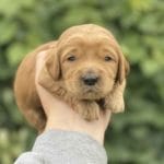TEACUP GOLDENDOODLE PUPPIES, Precious Doodle Dogs, Teacup Doodle Dogs, Goldendoodle, Doodle Dog, Golden Doodles, Goldendoodle for sale, Goldendoodle puppies for sale, Miniature goldendoodle, goldendoodle puppies, mini goldendoodle, mini puppies, mini goldendoodle size, Mini Doodle Dogs, f1 goldendoodle, golden retriever poodle, chocolate goldendoodle, small doodles, goldendoodle temperament, goldendoodle colors, goldendoodle price, white goldendoodle, f2 goldendoodle, mini goldendoodle price, mini goldendoodle full grown, f1 mini goldendoodle, f1b goldendoodle, parti goldendoodle, goldendoodles near me, english goldendoodle, australian goldendoodle, red goldendoodle, doodle breeds, brown goldendoodle, goldendoodle cost, adult mini goldendoodle, golden noodle dog, doodle dog breeds, miniature golden doodle, miniature puppies, golden retriever poodle mix, A Star is Born, A star is born goldendoodle, a star is born dog, Bradley Cooper's Dog, Bradley Cooper Dog, Bradley Cooper's Goldendoodle, arizona goldendoodles, goldendoodle training, goldendoodle size, how big do mini goldendoodles get, goldendoodle full grown, baby goldendoodle, goldendoodle houston, golden doodles for sale, adult goldendoodle, apricot goldendoodle, goldendoodle grooming, mini golden doodles, goldendoodle shedding, f2b goldendoodle, goldendoodle hypoallergenic, goldendoodle names, english cream goldendoodle, golden retriever and poodle mix, mini goldendoodle puppies, micro goldendoodle, mini goldendoodle puppies for sale, miniature goldendoodle for sale, goldendoodle puppies for adoption, teddy bear goldendoodle, mini goldendoodle rescue, medium goldendoodle, black goldendoodle, mini goldendoodle for sale near me, goldendoodle puppies for sale near me, mini doodle, doodle puppies, mini goldendoodle for sale, goldendoodle breeders near me, miniature goldendoodle for sale near me, toy goldendoodle, petite goldendoodle, golden doodle dog, miniature goldendoodle puppies, mini goldendoodle puppies for sale near me, goldendoodles for sale near me, mini goldedoodle breeders, goldendoodle adoption, f1b mini goldendoodle, small goldendoodle, teacup goldendoodle, goldendoodle puppies near me, goldendoodle breeders, how to groom a goldendoodle, great doodle puppies, golden doodle mix, goldendoodle tampa, goldendoodle facts, white doodle dog, white goldendoodle puppy, mini goldendoodle maryland, country mini doodles, goldendoodle los angeles, toy labradoodle puppies for sale, types of goldendoodles, mini golden retriever puppies, golden goldendoodle, mini golden retriever puppies for sale, miniature australian goldendoodle, goldendoodle sacramento, goldendoodle omaha, labradoodle goldendoodle, f1 medium goldendoodle, BEST goldendoodles, pictures of mini goldendoodles, teacup goldendoodle full grown, micro mini goldendoodle full grown, toy goldendoodle price, goldendoodle chicago, retriever doodle, teacup goldendoodle puppies for sale, cute goldendoodle, mini teddy bear puppies, miniature goldendoodle full grown, f2 mini goldendoodle, goldendoodle spokane, mini goldendoodle chicago, micro mini goldendoodle, how nbig do miniature goldendoodles get, brown mini goldendoodle, mini doodle breeds, poodle doodle dog, what is a mini goldendoodle, black mini goldendoodle, mini irish doodle puppies for sale, f1b goldendoodle size, toy golden doodles, chocolate brown goldendoodle puppies for sale, petite goldendoodle full grown, goldendoodle behavior, american goldendoodle, f1b medium goldendoodle, goldendoodle puppy cost, cute goldendoodle puppies, goldendoodle indianapolis, teddy goldendoodle, mini goldendoodle weight, teddy bear golden doodles, f1b goldendoodle puppies for sale, miniature goldendoodle size, chocolate goldendoodle puppy, english cream mini goldendoodle, doodle puppies near me, red miniature goldendoodle, cream goldendoodle, goldendoodle puppy cut, mini goldendoodle hypoallergenic, dog breed goldendoodle, goldendoodle poodle mixes, goldendoodle allergies, goldendoodle info, sandy ridge goldendoodles, lakeshore goldendoodles, toy goldendoodle puppies for sale, labradoodle and goldendoodle, goldendoodle las vegas, goldendoodle phoenix, doodle breeders near me, miniature goldendoodle weight, black and white goldendoodle, sarasota goldendoodles, mini goldendoodle dallas, a goldendoodle, what is a goldendoodle, goldendoodle dallas, mini golden doodles for sale, ginger doodle puppy, how much does a mini goldendoodle cost, goldendoodle san antonio, goldendoodle photos, goldendoodle cuts, chocolate mini goldendoodle, all about goldendoodles, goldendoodle cincinnati, black doodle dog, goldendoodle weight, miniature goldendoodle breeders, goldendoodle information, miniature goldendoodle puppies for sale, doodle puppies for sale near me, black labradoodle puppies for sale, goldendoodle seattle, golden doodles near me, teacup goldendoodle for sale, golden retriever poodle puppy, goldendoodle rochester ny, goldendoodle and poodle mix, akc goldendoodle, goldendoodle kansas city, mini goldendoodle facts, goldendoodle austin, goldendoodle doodle, goldendoodle tulsa, curly goldendoodle, brown goldendoodle puppies, f1b labradoodle puppies for sale, red mini goldendoodle, goldendoodle poodle, chocolate goldendoodle for sale, tiny goldendoodle, goldendoodle puppies breeders, english goldendoodle puppies for sale, mini golden labradoodle, f1b mini teddy bear goldendoodles, red goldendoodle puppies for sale, miniature golden retriever breeders, f1 goldendoodles for sale, teacup goldendoodle puppies, toy mini goldendoodle, xs petite goldendoodle, f2 goldendoodle puppies for sale, mini goldendoodle cost, black goldendoodle for sale, english teddy bear goldendoodle, small doodle dogs, goldendoodle nashville, english goldendoodle puppies, golden retriever poodle mix for sale, red goldendoodle puppy, parti goldendoodles for sale, english cream goldendoodles for sale, doodle puppies for sale, golden retriever poodle mix puppies, goldendoodle tucson, f1b mini goldendoodle puppies for sale, mini goldendoodle breeders northeast, teddy bear goldendoodle, toy goldendoodle rescue, petite mini goldendoodle, goldendoodle stuff, mini goldendoodles near me, teddy bear goldendoodle puppies, f1 goldendoodle puppies, teddy bear goldendoodles for sale, silver goldendoodle, buy goldendoodle, mini golden doodle dog, teddy bear goldendoodles mini, micro mini goldendoodle puppies for sale, goldendoodle dogs for sale, best goldendoodle breeders, chocolate goldendoodle puppies for sale, doodle dogs for sale, toy goldendoodle puppies, mini doodle dog, toy goldendoodle breeders, doodles for sale, goldendoodle hypoallergenic dog, mini goldendoodle breeders near me, english goldendoodle breeders, f1b mini goldendoodle for sale, teacup goldendoodle price, petite goldendoodle for sale, mini english goldendoodle, mini goldendoodle info, miniature goldendoodle puppies for sale near me, black goldendoodle puppies for sale, f1 goldendoodle puppies for sale, Teacup Goldendoodles AL, Teacup Goldendoodles AK, Teacup Goldendoodles AZ, Teacup Goldendoodles AR, Teacup Goldendoodles CA, Teacup Goldendoodles CO, Teacup Goldendoodles CT, Teacup Goldendoodles DE, Teacup Goldendoodles FL, Teacup Goldendoodles GA, Teacup Goldendoodles HI, Teacup Goldendoodles ID, Teacup Goldendoodles IL, Teacup Goldendoodles IN, Teacup Goldendoodles IA, Teacup Goldendoodles KS, Teacup Goldendoodles KY, Teacup Goldendoodles LA, Teacup Goldendoodles ME, Teacup Goldendoodles MD, Teacup Goldendoodles MA, Teacup Goldendoodles MI, Teacup Goldendoodles MN, Teacup Goldendoodles MS, Teacup Goldendoodles MO, Teacup Goldendoodles MT, Teacup Goldendoodles NE, Teacup Goldendoodles NV, Teacup Goldendoodles NH, Teacup Goldendoodles NJ, Teacup Goldendoodles NM, Teacup Goldendoodles NY, Teacup Goldendoodles NC, Teacup Goldendoodles ND, Teacup Goldendoodles OH, Teacup Goldendoodles OK, Teacup Goldendoodles OR, Teacup Goldendoodles PA, Teacup Goldendoodles RI, Teacup Goldendoodles SC, Teacup Goldendoodles SD, Teacup Goldendoodles TN, Teacup Goldendoodles TX, Teacup Goldendoodles UT, Teacup Goldendoodles VT, Teacup Goldendoodles VA, Teacup Goldendoodles WA, Teacup Goldendoodles WV, Teacup Goldendoodles WI, Teacup Goldendoodles WY, Teacup Golden Doodles AL, Teacup Golden Doodles AK, Teacup Golden Doodles AZ, Teacup Golden Doodles AR, Teacup Golden Doodles CA, Teacup Golden Doodles CO, Teacup Golden Doodles CT, Teacup Golden Doodles DE, Teacup Golden Doodles FL, Teacup Golden Doodles GA, Teacup Golden Doodles HI, Teacup Golden Doodles ID, Teacup Golden Doodles IL, Teacup Golden Doodles IN, Teacup Golden Doodles IA, Teacup Golden Doodles KS, Teacup Golden Doodles KY, Teacup Golden Doodles LA, Teacup Golden Doodles ME, Teacup Golden Doodles MD, Teacup Golden Doodles MA, Teacup Golden Doodles MI, Teacup Golden Doodles MN, Teacup Golden Doodles MS, Teacup Golden Doodles MO, Teacup Golden Doodles MT, Teacup Golden Doodles NE, Teacup Golden Doodles NV, Teacup Golden Doodles NH, Teacup Golden Doodles NJ, Teacup Golden Doodles NM, Teacup Golden Doodles NY, Teacup Golden Doodles NC, Teacup Golden Doodles ND, Teacup Golden Doodles OH, Teacup Golden Doodles OK, Teacup Golden Doodles OR, Teacup Golden Doodles PA, Teacup Golden Doodles RI, Teacup Golden Doodles SC, Teacup Golden Doodles SD, Teacup Golden Doodles TN, Teacup Golden Doodles TX, Teacup Golden Doodles UT, Teacup Golden Doodles VT, Teacup Golden Doodles VA, Teacup Golden Doodles WA, Teacup Golden Doodles WV, Teacup Golden Doodles WI, Teacup Golden Doodles WY, Toy Goldendoodle Alabama, Toy Goldendoodle Alaska, Toy Goldendoodle Arizona, Toy Goldendoodle Arkansas, Toy Goldendoodle California, Toy Goldendoodle Colorado, Toy Goldendoodle Connecticut, Toy Goldendoodle Delaware, Toy Goldendoodle Florida, Toy Goldendoodle Georgia, Toy Goldendoodle Hawaii, Toy Goldendoodle Idaho, Toy Goldendoodle Illinois, Toy Goldendoodle Indiana, Toy Goldendoodle Iowa, Toy Goldendoodle Kansas, Toy Goldendoodle Kentucky, Toy Goldendoodle Louisiana, Toy Goldendoodle Maine, Toy Goldendoodle Maryland, Toy Goldendoodle Massachusetts, Toy Goldendoodle Michigan, Toy Goldendoodle Minnesota, Toy Goldendoodle Mississippi, Toy Goldendoodle Missouri, Toy Goldendoodle Montana, Toy Goldendoodle Nebraska, Toy Goldendoodle Nevada, Toy Goldendoodle New Hampshire, Toy Goldendoodle New Jersey, Toy Goldendoodle New Mexico, Toy Goldendoodle New York, Toy Goldendoodle North Carolina, Toy Goldendoodle North Dakota, Toy Goldendoodle Ohio, Toy Goldendoodle Oklahoma, Toy Goldendoodle Oregon, Toy Goldendoodle Pennsylvania, Toy Goldendoodle Rhode Island, Toy Goldendoodle South Carolina, Toy Goldendoodle South Dakota, Toy Goldendoodle Tennessee, Toy Goldendoodle Texas, Toy Goldendoodle Utah, Toy Goldendoodle Vermont, Toy Goldendoodle Virginia, Toy Goldendoodle Washington, Toy Goldendoodle West Virginia, Toy Goldendoodle Wisconsin, Toy Goldendoodle Wyoming, Mini Goldendoodle puppies for sale in AL, Mini Goldendoodle puppies for sale in AK, Mini Goldendoodle puppies for sale in AZ, Mini Goldendoodle puppies for sale in AR, Mini Goldendoodle puppies for sale in CA, Mini Goldendoodle puppies for sale in CO, Mini Goldendoodle puppies for sale in CT, Mini Goldendoodle puppies for sale in DE, Mini Goldendoodle puppies for sale in FL, Mini Goldendoodle puppies for sale in GA, Mini Goldendoodle puppies for sale in HI, Mini Goldendoodle puppies for sale in ID, Mini Goldendoodle puppies for sale in IL, Mini Goldendoodle puppies for sale in IN, Mini Goldendoodle puppies for sale in IA, Mini Goldendoodle puppies for sale in KS, Mini Goldendoodle puppies for sale in KY, Mini Goldendoodle puppies for sale in LA, Mini Goldendoodle puppies for sale in ME, Mini Goldendoodle puppies for sale in MD, Mini Goldendoodle puppies for sale in MA, Mini Goldendoodle puppies for sale in MI, Mini Goldendoodle puppies for sale in MN, Mini Goldendoodle puppies for sale in MS, Mini Goldendoodle puppies for sale in MO, Mini Goldendoodle puppies for sale in MT, Mini Goldendoodle puppies for sale in NE, Mini Goldendoodle puppies for sale in NV, Mini Goldendoodle puppies for sale in NH, Mini Goldendoodle puppies for sale in NJ, Mini Goldendoodle puppies for sale in NM, Mini Goldendoodle puppies for sale in NY, Mini Goldendoodle puppies for sale in NC, Mini Goldendoodle puppies for sale in ND, Mini Goldendoodle puppies for sale in OH, Mini Goldendoodle puppies for sale in OK, Mini Goldendoodle puppies for sale in OR, Mini Goldendoodle puppies for sale in PA, Mini Goldendoodle puppies for sale in RI, Mini Goldendoodle puppies for sale in SC, Mini Goldendoodle puppies for sale in SD, Mini Goldendoodle puppies for sale in TN, Mini Goldendoodle puppies for sale in TX, Mini Goldendoodle puppies for sale in UT, Mini Goldendoodle puppies for sale in VT, Mini Goldendoodle puppies for sale in VA, Mini Goldendoodle puppies for sale in WA, Mini Goldendoodle puppies for sale in WV, Mini Goldendoodle puppies for sale in WI, Mini Goldendoodle puppies for sale in WY, Miniature Goldendoodles for sale in AL, Miniature Goldendoodles for sale in AK, Miniature Goldendoodles for sale in AZ, Miniature Goldendoodles for sale in AR, Miniature Goldendoodles for sale in CA, Miniature Goldendoodles for sale in CO, Miniature Goldendoodles for sale in CT, Miniature Goldendoodles for sale in DE, Miniature Goldendoodles for sale in FL, Miniature Goldendoodles for sale in GA, Miniature Goldendoodles for sale in HI, Miniature Goldendoodles for sale in ID, Miniature Goldendoodles for sale in IL, Miniature Goldendoodles for sale in IN, Miniature Goldendoodles for sale in IA, Miniature Goldendoodles for sale in KS, Miniature Goldendoodles for sale in KY, Miniature Goldendoodles for sale in LA, Miniature Goldendoodles for sale in ME, Miniature Goldendoodles for sale in MD, Miniature Goldendoodles for sale in MA, Miniature Goldendoodles for sale in MI, Miniature Goldendoodles for sale in MN, Miniature Goldendoodles for sale in MS, Miniature Goldendoodles for sale in MO, Miniature Goldendoodles for sale in MT, Miniature Goldendoodles for sale in NE, Miniature Goldendoodles for sale in NV, Miniature Goldendoodles for sale in NH, Miniature Goldendoodles for sale in NJ, Miniature Goldendoodles for sale in NM, Miniature Goldendoodles for sale in NY, Miniature Goldendoodles for sale in NC, Miniature Goldendoodles for sale in ND, Miniature Goldendoodles for sale in OH, Miniature Goldendoodles for sale in OK, Miniature Goldendoodles for sale in OR, Miniature Goldendoodles for sale in PA, Miniature Goldendoodles for sale in RI, Miniature Goldendoodles for sale in SC, Miniature Goldendoodles for sale in SD, Miniature Goldendoodles for sale in TN, Miniature Goldendoodles for sale in TX, Miniature Goldendoodles for sale in UT, Miniature Goldendoodles for sale in VT, Miniature Goldendoodles for sale in VA, Miniature Goldendoodles for sale in WA, Miniature Goldendoodles for sale in WV, Miniature Goldendoodles for sale in WI, Miniature Goldendoodles for sale in WY, Miniature Goldendoodle Alabama, Miniature Goldendoodle Alaska, Miniature Goldendoodle Arizona, Miniature Goldendoodle Arkansas, Miniature Goldendoodle California, Miniature Goldendoodle Colorado, Miniature Goldendoodle Connecticut, Miniature Goldendoodle Delaware, Miniature Goldendoodle Florida, Miniature Goldendoodle Georgia, Miniature Goldendoodle Hawaii, Miniature Goldendoodle Idaho, Miniature Goldendoodle Illinois, Miniature Goldendoodle Indiana, Miniature Goldendoodle Iowa, Miniature Goldendoodle Kansas, Miniature Goldendoodle Kentucky, Miniature Goldendoodle Louisiana, Miniature Goldendoodle Maine, Miniature Goldendoodle Maryland, Miniature Goldendoodle Massachusetts, Miniature Goldendoodle Michigan, Miniature Goldendoodle Minnesota, Miniature Goldendoodle Mississippi, Miniature Goldendoodle Missouri, Miniature Goldendoodle Montana, Miniature Goldendoodle Nebraska, Miniature Goldendoodle Nevada, Miniature Goldendoodle New Hampshire, Miniature Goldendoodle New Jersey, Miniature Goldendoodle New Mexico, Miniature Goldendoodle New York, Miniature Goldendoodle North Carolina, Miniature Goldendoodle North Dakota, Miniature Goldendoodle Ohio, Miniature Goldendoodle Oklahoma, Miniature Goldendoodle Oregon, Miniature Goldendoodle Pennsylvania, Miniature Goldendoodle Rhode Island, Miniature Goldendoodle South Carolina, Miniature Goldendoodle South Dakota, Miniature Goldendoodle Tennessee, Miniature Goldendoodle Texas, Miniature Goldendoodle Utah, Miniature Goldendoodle Vermont, Miniature Goldendoodle Virginia, Miniature Goldendoodle Washington, Miniature Goldendoodle West Virginia, Miniature Goldendoodle Wisconsin, Miniature Goldendoodle Wyoming,