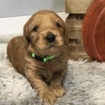 TEACUP GOLDENDOODLE PUPPIES, Precious Doodle Dogs, Teacup Doodle Dogs, Goldendoodle, Doodle Dog, Golden Doodles, Goldendoodle for sale, Goldendoodle puppies for sale, Miniature goldendoodle, goldendoodle puppies, mini goldendoodle, mini puppies, mini goldendoodle size, Mini Doodle Dogs, f1 goldendoodle, golden retriever poodle, chocolate goldendoodle, small doodles, goldendoodle temperament, goldendoodle colors, goldendoodle price, white goldendoodle, f2 goldendoodle, mini goldendoodle price, mini goldendoodle full grown, f1 mini goldendoodle, f1b goldendoodle, parti goldendoodle, goldendoodles near me, english goldendoodle, australian goldendoodle, red goldendoodle, doodle breeds, brown goldendoodle, goldendoodle cost, adult mini goldendoodle, golden noodle dog, doodle dog breeds, miniature golden doodle, miniature puppies, golden retriever poodle mix, A Star is Born, A star is born goldendoodle, a star is born dog, Bradley Cooper's Dog, Bradley Cooper Dog, Bradley Cooper's Goldendoodle, arizona goldendoodles, goldendoodle training, goldendoodle size, how big do mini goldendoodles get, goldendoodle full grown, baby goldendoodle, goldendoodle houston, golden doodles for sale, adult goldendoodle, apricot goldendoodle, goldendoodle grooming, mini golden doodles, goldendoodle shedding, f2b goldendoodle, goldendoodle hypoallergenic, goldendoodle names, english cream goldendoodle, golden retriever and poodle mix, mini goldendoodle puppies, micro goldendoodle, mini goldendoodle puppies for sale, miniature goldendoodle for sale, goldendoodle puppies for adoption, teddy bear goldendoodle, mini goldendoodle rescue, medium goldendoodle, black goldendoodle, mini goldendoodle for sale near me, goldendoodle puppies for sale near me, mini doodle, doodle puppies, mini goldendoodle for sale, goldendoodle breeders near me, miniature goldendoodle for sale near me, toy goldendoodle, petite goldendoodle, golden doodle dog, miniature goldendoodle puppies, mini goldendoodle puppies for sale near me, goldendoodles for sale near me, mini goldedoodle breeders, goldendoodle adoption, f1b mini goldendoodle, small goldendoodle, teacup goldendoodle, goldendoodle puppies near me, goldendoodle breeders, how to groom a goldendoodle, great doodle puppies, golden doodle mix, goldendoodle tampa, goldendoodle facts, white doodle dog, white goldendoodle puppy, mini goldendoodle maryland, country mini doodles, goldendoodle los angeles, toy labradoodle puppies for sale, types of goldendoodles, mini golden retriever puppies, golden goldendoodle, mini golden retriever puppies for sale, miniature australian goldendoodle, goldendoodle sacramento, goldendoodle omaha, labradoodle goldendoodle, f1 medium goldendoodle, BEST goldendoodles, pictures of mini goldendoodles, teacup goldendoodle full grown, micro mini goldendoodle full grown, toy goldendoodle price, goldendoodle chicago, retriever doodle, teacup goldendoodle puppies for sale, cute goldendoodle, mini teddy bear puppies, miniature goldendoodle full grown, f2 mini goldendoodle, goldendoodle spokane, mini goldendoodle chicago, micro mini goldendoodle, how nbig do miniature goldendoodles get, brown mini goldendoodle, mini doodle breeds, poodle doodle dog, what is a mini goldendoodle, black mini goldendoodle, mini irish doodle puppies for sale, f1b goldendoodle size, toy golden doodles, chocolate brown goldendoodle puppies for sale, petite goldendoodle full grown, goldendoodle behavior, american goldendoodle, f1b medium goldendoodle, goldendoodle puppy cost, cute goldendoodle puppies, goldendoodle indianapolis, teddy goldendoodle, mini goldendoodle weight, teddy bear golden doodles, f1b goldendoodle puppies for sale, miniature goldendoodle size, chocolate goldendoodle puppy, english cream mini goldendoodle, doodle puppies near me, red miniature goldendoodle, cream goldendoodle, goldendoodle puppy cut, mini goldendoodle hypoallergenic, dog breed goldendoodle, goldendoodle poodle mixes, goldendoodle allergies, goldendoodle info, sandy ridge goldendoodles, lakeshore goldendoodles, toy goldendoodle puppies for sale, labradoodle and goldendoodle, goldendoodle las vegas, goldendoodle phoenix, doodle breeders near me, miniature goldendoodle weight, black and white goldendoodle, sarasota goldendoodles, mini goldendoodle dallas, a goldendoodle, what is a goldendoodle, goldendoodle dallas, mini golden doodles for sale, ginger doodle puppy, how much does a mini goldendoodle cost, goldendoodle san antonio, goldendoodle photos, goldendoodle cuts, chocolate mini goldendoodle, all about goldendoodles, goldendoodle cincinnati, black doodle dog, goldendoodle weight, miniature goldendoodle breeders, goldendoodle information, miniature goldendoodle puppies for sale, doodle puppies for sale near me, black labradoodle puppies for sale, goldendoodle seattle, golden doodles near me, teacup goldendoodle for sale, golden retriever poodle puppy, goldendoodle rochester ny, goldendoodle and poodle mix, akc goldendoodle, goldendoodle kansas city, mini goldendoodle facts, goldendoodle austin, goldendoodle doodle, goldendoodle tulsa, curly goldendoodle, brown goldendoodle puppies, f1b labradoodle puppies for sale, red mini goldendoodle, goldendoodle poodle, chocolate goldendoodle for sale, tiny goldendoodle, goldendoodle puppies breeders, english goldendoodle puppies for sale, mini golden labradoodle, f1b mini teddy bear goldendoodles, red goldendoodle puppies for sale, miniature golden retriever breeders, f1 goldendoodles for sale, teacup goldendoodle puppies, toy mini goldendoodle, xs petite goldendoodle, f2 goldendoodle puppies for sale, mini goldendoodle cost, black goldendoodle for sale, english teddy bear goldendoodle, small doodle dogs, goldendoodle nashville, english goldendoodle puppies, golden retriever poodle mix for sale, red goldendoodle puppy, parti goldendoodles for sale, english cream goldendoodles for sale, doodle puppies for sale, golden retriever poodle mix puppies, goldendoodle tucson, f1b mini goldendoodle puppies for sale, mini goldendoodle breeders northeast, teddy bear goldendoodle, toy goldendoodle rescue, petite mini goldendoodle, goldendoodle stuff, mini goldendoodles near me, teddy bear goldendoodle puppies, f1 goldendoodle puppies, teddy bear goldendoodles for sale, silver goldendoodle, buy goldendoodle, mini golden doodle dog, teddy bear goldendoodles mini, micro mini goldendoodle puppies for sale, goldendoodle dogs for sale, best goldendoodle breeders, chocolate goldendoodle puppies for sale, doodle dogs for sale, toy goldendoodle puppies, mini doodle dog, toy goldendoodle breeders, doodles for sale, goldendoodle hypoallergenic dog, mini goldendoodle breeders near me, english goldendoodle breeders, f1b mini goldendoodle for sale, teacup goldendoodle price, petite goldendoodle for sale, mini english goldendoodle, mini goldendoodle info, miniature goldendoodle puppies for sale near me, black goldendoodle puppies for sale, f1 goldendoodle puppies for sale, Teacup Goldendoodles AL, Teacup Goldendoodles AK, Teacup Goldendoodles AZ, Teacup Goldendoodles AR, Teacup Goldendoodles CA, Teacup Goldendoodles CO, Teacup Goldendoodles CT, Teacup Goldendoodles DE, Teacup Goldendoodles FL, Teacup Goldendoodles GA, Teacup Goldendoodles HI, Teacup Goldendoodles ID, Teacup Goldendoodles IL, Teacup Goldendoodles IN, Teacup Goldendoodles IA, Teacup Goldendoodles KS, Teacup Goldendoodles KY, Teacup Goldendoodles LA, Teacup Goldendoodles ME, Teacup Goldendoodles MD, Teacup Goldendoodles MA, Teacup Goldendoodles MI, Teacup Goldendoodles MN, Teacup Goldendoodles MS, Teacup Goldendoodles MO, Teacup Goldendoodles MT, Teacup Goldendoodles NE, Teacup Goldendoodles NV, Teacup Goldendoodles NH, Teacup Goldendoodles NJ, Teacup Goldendoodles NM, Teacup Goldendoodles NY, Teacup Goldendoodles NC, Teacup Goldendoodles ND, Teacup Goldendoodles OH, Teacup Goldendoodles OK, Teacup Goldendoodles OR, Teacup Goldendoodles PA, Teacup Goldendoodles RI, Teacup Goldendoodles SC, Teacup Goldendoodles SD, Teacup Goldendoodles TN, Teacup Goldendoodles TX, Teacup Goldendoodles UT, Teacup Goldendoodles VT, Teacup Goldendoodles VA, Teacup Goldendoodles WA, Teacup Goldendoodles WV, Teacup Goldendoodles WI, Teacup Goldendoodles WY, Teacup Golden Doodles AL, Teacup Golden Doodles AK, Teacup Golden Doodles AZ, Teacup Golden Doodles AR, Teacup Golden Doodles CA, Teacup Golden Doodles CO, Teacup Golden Doodles CT, Teacup Golden Doodles DE, Teacup Golden Doodles FL, Teacup Golden Doodles GA, Teacup Golden Doodles HI, Teacup Golden Doodles ID, Teacup Golden Doodles IL, Teacup Golden Doodles IN, Teacup Golden Doodles IA, Teacup Golden Doodles KS, Teacup Golden Doodles KY, Teacup Golden Doodles LA, Teacup Golden Doodles ME, Teacup Golden Doodles MD, Teacup Golden Doodles MA, Teacup Golden Doodles MI, Teacup Golden Doodles MN, Teacup Golden Doodles MS, Teacup Golden Doodles MO, Teacup Golden Doodles MT, Teacup Golden Doodles NE, Teacup Golden Doodles NV, Teacup Golden Doodles NH, Teacup Golden Doodles NJ, Teacup Golden Doodles NM, Teacup Golden Doodles NY, Teacup Golden Doodles NC, Teacup Golden Doodles ND, Teacup Golden Doodles OH, Teacup Golden Doodles OK, Teacup Golden Doodles OR, Teacup Golden Doodles PA, Teacup Golden Doodles RI, Teacup Golden Doodles SC, Teacup Golden Doodles SD, Teacup Golden Doodles TN, Teacup Golden Doodles TX, Teacup Golden Doodles UT, Teacup Golden Doodles VT, Teacup Golden Doodles VA, Teacup Golden Doodles WA, Teacup Golden Doodles WV, Teacup Golden Doodles WI, Teacup Golden Doodles WY, Toy Goldendoodle Alabama, Toy Goldendoodle Alaska, Toy Goldendoodle Arizona, Toy Goldendoodle Arkansas, Toy Goldendoodle California, Toy Goldendoodle Colorado, Toy Goldendoodle Connecticut, Toy Goldendoodle Delaware, Toy Goldendoodle Florida, Toy Goldendoodle Georgia, Toy Goldendoodle Hawaii, Toy Goldendoodle Idaho, Toy Goldendoodle Illinois, Toy Goldendoodle Indiana, Toy Goldendoodle Iowa, Toy Goldendoodle Kansas, Toy Goldendoodle Kentucky, Toy Goldendoodle Louisiana, Toy Goldendoodle Maine, Toy Goldendoodle Maryland, Toy Goldendoodle Massachusetts, Toy Goldendoodle Michigan, Toy Goldendoodle Minnesota, Toy Goldendoodle Mississippi, Toy Goldendoodle Missouri, Toy Goldendoodle Montana, Toy Goldendoodle Nebraska, Toy Goldendoodle Nevada, Toy Goldendoodle New Hampshire, Toy Goldendoodle New Jersey, Toy Goldendoodle New Mexico, Toy Goldendoodle New York, Toy Goldendoodle North Carolina, Toy Goldendoodle North Dakota, Toy Goldendoodle Ohio, Toy Goldendoodle Oklahoma, Toy Goldendoodle Oregon, Toy Goldendoodle Pennsylvania, Toy Goldendoodle Rhode Island, Toy Goldendoodle South Carolina, Toy Goldendoodle South Dakota, Toy Goldendoodle Tennessee, Toy Goldendoodle Texas, Toy Goldendoodle Utah, Toy Goldendoodle Vermont, Toy Goldendoodle Virginia, Toy Goldendoodle Washington, Toy Goldendoodle West Virginia, Toy Goldendoodle Wisconsin, Toy Goldendoodle Wyoming, Mini Goldendoodle puppies for sale in AL, Mini Goldendoodle puppies for sale in AK, Mini Goldendoodle puppies for sale in AZ, Mini Goldendoodle puppies for sale in AR, Mini Goldendoodle puppies for sale in CA, Mini Goldendoodle puppies for sale in CO, Mini Goldendoodle puppies for sale in CT, Mini Goldendoodle puppies for sale in DE, Mini Goldendoodle puppies for sale in FL, Mini Goldendoodle puppies for sale in GA, Mini Goldendoodle puppies for sale in HI, Mini Goldendoodle puppies for sale in ID, Mini Goldendoodle puppies for sale in IL, Mini Goldendoodle puppies for sale in IN, Mini Goldendoodle puppies for sale in IA, Mini Goldendoodle puppies for sale in KS, Mini Goldendoodle puppies for sale in KY, Mini Goldendoodle puppies for sale in LA, Mini Goldendoodle puppies for sale in ME, Mini Goldendoodle puppies for sale in MD, Mini Goldendoodle puppies for sale in MA, Mini Goldendoodle puppies for sale in MI, Mini Goldendoodle puppies for sale in MN, Mini Goldendoodle puppies for sale in MS, Mini Goldendoodle puppies for sale in MO, Mini Goldendoodle puppies for sale in MT, Mini Goldendoodle puppies for sale in NE, Mini Goldendoodle puppies for sale in NV, Mini Goldendoodle puppies for sale in NH, Mini Goldendoodle puppies for sale in NJ, Mini Goldendoodle puppies for sale in NM, Mini Goldendoodle puppies for sale in NY, Mini Goldendoodle puppies for sale in NC, Mini Goldendoodle puppies for sale in ND, Mini Goldendoodle puppies for sale in OH, Mini Goldendoodle puppies for sale in OK, Mini Goldendoodle puppies for sale in OR, Mini Goldendoodle puppies for sale in PA, Mini Goldendoodle puppies for sale in RI, Mini Goldendoodle puppies for sale in SC, Mini Goldendoodle puppies for sale in SD, Mini Goldendoodle puppies for sale in TN, Mini Goldendoodle puppies for sale in TX, Mini Goldendoodle puppies for sale in UT, Mini Goldendoodle puppies for sale in VT, Mini Goldendoodle puppies for sale in VA, Mini Goldendoodle puppies for sale in WA, Mini Goldendoodle puppies for sale in WV, Mini Goldendoodle puppies for sale in WI, Mini Goldendoodle puppies for sale in WY, Teacup Goldendoodles for sale in AL, Teacup Goldendoodles for sale in AK, Teacup Goldendoodles for sale in AZ, Teacup Goldendoodles for sale in AR, Teacup Goldendoodles for sale in CA, Teacup Goldendoodles for sale in CO, Teacup Goldendoodles for sale in CT, Teacup Goldendoodles for sale in DE, Teacup Goldendoodles for sale in FL, Teacup Goldendoodles for sale in GA, Teacup Goldendoodles for sale in HI, Teacup Goldendoodles for sale in ID, Teacup Goldendoodles for sale in IL, Teacup Goldendoodles for sale in IN, Teacup Goldendoodles for sale in IA, Teacup Goldendoodles for sale in KS, Teacup Goldendoodles for sale in KY, Teacup Goldendoodles for sale in LA, Teacup Goldendoodles for sale in ME, Teacup Goldendoodles for sale in MD, Teacup Goldendoodles for sale in MA, Teacup Goldendoodles for sale in MI, Teacup Goldendoodles for sale in MN, Teacup Goldendoodles for sale in MS, Teacup Goldendoodles for sale in MO, Teacup Goldendoodles for sale in MT, Teacup Goldendoodles for sale in NE, Teacup Goldendoodles for sale in NV, Teacup Goldendoodles for sale in NH, Teacup Goldendoodles for sale in NJ, Teacup Goldendoodles for sale in NM, Teacup Goldendoodles for sale in NY, Teacup Goldendoodles for sale in NC, Teacup Goldendoodles for sale in ND, Teacup Goldendoodles for sale in OH, Teacup Goldendoodles for sale in OK, Teacup Goldendoodles for sale in OR, Teacup Goldendoodles for sale in PA, Teacup Goldendoodles for sale in RI, Teacup Goldendoodles for sale in SC, Teacup Goldendoodles for sale in SD, Teacup Goldendoodles for sale in TN, Teacup Goldendoodles for sale in TX, Teacup Goldendoodles for sale in UT, Teacup Goldendoodles for sale in VT, Teacup Goldendoodles for sale in VA, Teacup Goldendoodles for sale in WA, Teacup Goldendoodles for sale in WV, Teacup Goldendoodles for sale in WI, Teacup Goldendoodles for sale in WY, Mini Goldendoodle Alabama, Mini Goldendoodle Alaska, Mini Goldendoodle Arizona, Mini Goldendoodle Arkansas, Mini Goldendoodle California, Mini Goldendoodle Colorado, Mini Goldendoodle Connecticut, Mini Goldendoodle Delaware, Mini Goldendoodle Florida, Mini Goldendoodle Georgia, Mini Goldendoodle Hawaii, Mini Goldendoodle Idaho, Mini Goldendoodle Illinois, Mini Goldendoodle Indiana, Mini Goldendoodle Iowa, Mini Goldendoodle Kansas, Mini Goldendoodle Kentucky, Mini Goldendoodle Louisiana, Mini Goldendoodle Maine, Mini Goldendoodle Maryland, Mini Goldendoodle Massachusetts, Mini Goldendoodle Michigan, Mini Goldendoodle Minnesota, Mini Goldendoodle Mississippi, Mini Goldendoodle Missouri, Mini Goldendoodle Montana, Mini Goldendoodle Nebraska, Mini Goldendoodle Nevada, Mini Goldendoodle New Hampshire, Mini Goldendoodle New Jersey, Mini Goldendoodle New Mexico, Mini Goldendoodle New York, Mini Goldendoodle North Carolina, Mini Goldendoodle North Dakota, Mini Goldendoodle Ohio, Mini Goldendoodle Oklahoma, Mini Goldendoodle Oregon, Mini Goldendoodle Pennsylvania, Mini Goldendoodle Rhode Island, Mini Goldendoodle South Carolina, Mini Goldendoodle South Dakota, Mini Goldendoodle Tennessee, Mini Goldendoodle Texas, Mini Goldendoodle Utah, Mini Goldendoodle Vermont, Mini Goldendoodle Virginia, Mini Goldendoodle Washington, Mini Goldendoodle West Virginia, Mini Goldendoodle Wisconsin, Mini Goldendoodle Wyoming, Teacup Goldendoodle breeders AL, Teacup Goldendoodle breeders AK, Teacup Goldendoodle breeders AZ, Teacup Goldendoodle breeders AR, Teacup Goldendoodle breeders CA, Teacup Goldendoodle breeders CO, Teacup Goldendoodle breeders CT, Teacup Goldendoodle breeders DE, Teacup Goldendoodle breeders FL, Teacup Goldendoodle breeders GA, Teacup Goldendoodle breeders HI, Teacup Goldendoodle breeders ID, Teacup Goldendoodle breeders IL, Teacup Goldendoodle breeders IN, Teacup Goldendoodle breeders IA, Teacup Goldendoodle breeders KS, Teacup Goldendoodle breeders KY, Teacup Goldendoodle breeders LA, Teacup Goldendoodle breeders ME, Teacup Goldendoodle breeders MD, Teacup Goldendoodle breeders MA, Teacup Goldendoodle breeders MI, Teacup Goldendoodle breeders MN, Teacup Goldendoodle breeders MS, Teacup Goldendoodle breeders MO, Teacup Goldendoodle breeders MT, Teacup Goldendoodle breeders NE, Teacup Goldendoodle breeders NV, Teacup Goldendoodle breeders NH, Teacup Goldendoodle breeders NJ, Teacup Goldendoodle breeders NM, Teacup Goldendoodle breeders NY, Teacup Goldendoodle breeders NC, Teacup Goldendoodle breeders ND, Teacup Goldendoodle breeders OH, Teacup Goldendoodle breeders OK, Teacup Goldendoodle breeders OR, Teacup Goldendoodle breeders PA, Teacup Goldendoodle breeders RI, Teacup Goldendoodle breeders SC, Teacup Goldendoodle breeders SD, Teacup Goldendoodle breeders TN, Teacup Goldendoodle breeders TX, Teacup Goldendoodle breeders UT, Teacup Goldendoodle breeders VT, Teacup Goldendoodle breeders VA, Teacup Goldendoodle breeders WA, Teacup Goldendoodle breeders WV, Teacup Goldendoodle breeders WI, Teacup Goldendoodle breeders WY, Goldendoodle Breeders AL, Goldendoodle Breeders AK, Goldendoodle Breeders AZ, Goldendoodle Breeders AR, Goldendoodle Breeders CA, Goldendoodle Breeders CO, Goldendoodle Breeders CT, Goldendoodle Breeders DE, Goldendoodle Breeders FL, Goldendoodle Breeders GA, Goldendoodle Breeders HI, Goldendoodle Breeders ID, Goldendoodle Breeders IL, Goldendoodle Breeders IN, Goldendoodle Breeders IA, Goldendoodle Breeders KS, Goldendoodle Breeders KY, Goldendoodle Breeders LA, Goldendoodle Breeders ME, Goldendoodle Breeders MD, Goldendoodle Breeders MA, Goldendoodle Breeders MI, Goldendoodle Breeders MN, Goldendoodle Breeders MS, Goldendoodle Breeders MO, Goldendoodle Breeders MT, Goldendoodle Breeders NE, Goldendoodle Breeders NV, Goldendoodle Breeders NH, Goldendoodle Breeders NJ, Goldendoodle Breeders NM, Goldendoodle Breeders NY, Goldendoodle Breeders NC, Goldendoodle Breeders ND, Goldendoodle Breeders OH, Goldendoodle Breeders OK, Goldendoodle Breeders OR, Goldendoodle Breeders PA, Goldendoodle Breeders RI, Goldendoodle Breeders SC, Goldendoodle Breeders SD, Goldendoodle Breeders TN, Goldendoodle Breeders TX, Goldendoodle Breeders UT, Goldendoodle Breeders VT, Goldendoodle Breeders VA, Goldendoodle Breeders WA, Goldendoodle Breeders WV, Goldendoodle Breeders WI, Goldendoodle Breeders WY, Goldendoodles for sale in AL, Goldendoodles for sale in AK, Goldendoodles for sale in AZ, Goldendoodles for sale in AR, Goldendoodles for sale in CA, Goldendoodles for sale in CO, Goldendoodles for sale in CT, Goldendoodles for sale in DE, Goldendoodles for sale in FL, Goldendoodles for sale in GA, Goldendoodles for sale in HI, Goldendoodles for sale in ID, Goldendoodles for sale in IL, Goldendoodles for sale in IN, Goldendoodles for sale in IA, Goldendoodles for sale in KS, Goldendoodles for sale in KY, Goldendoodles for sale in LA, Goldendoodles for sale in ME, Goldendoodles for sale in MD, Goldendoodles for sale in MA, Goldendoodles for sale in MI, Goldendoodles for sale in MN, Goldendoodles for sale in MS, Goldendoodles for sale in MO, Goldendoodles for sale in MT, Goldendoodles for sale in NE, Goldendoodles for sale in NV, Goldendoodles for sale in NH, Goldendoodles for sale in NJ, Goldendoodles for sale in NM, Goldendoodles for sale in NY, Goldendoodles for sale in NC, Goldendoodles for sale in ND, Goldendoodles for sale in OH, Goldendoodles for sale in OK, Goldendoodles for sale in OR, Goldendoodles for sale in PA, Goldendoodles for sale in RI, Goldendoodles for sale in SC, Goldendoodles for sale in SD, Goldendoodles for sale in TN, Goldendoodles for sale in TX, Goldendoodles for sale in UT, Goldendoodles for sale in VT, Goldendoodles for sale in VA, Goldendoodles for sale in WA, Goldendoodles for sale in WV, Goldendoodles for sale in WI, Goldendoodles for sale in WY,