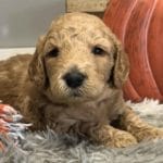TEACUP GOLDENDOODLE PUPPIES, Precious Doodle Dogs, Teacup Doodle Dogs, Goldendoodle, Doodle Dog, Golden Doodles, Goldendoodle for sale, Goldendoodle puppies for sale, Miniature goldendoodle, goldendoodle puppies, mini goldendoodle, mini puppies, mini goldendoodle size, Mini Doodle Dogs, f1 goldendoodle, golden retriever poodle, chocolate goldendoodle, small doodles, goldendoodle temperament, goldendoodle colors, goldendoodle price, white goldendoodle, f2 goldendoodle, mini goldendoodle price, mini goldendoodle full grown, f1 mini goldendoodle, f1b goldendoodle, parti goldendoodle, goldendoodles near me, english goldendoodle, australian goldendoodle, red goldendoodle, doodle breeds, brown goldendoodle, goldendoodle cost, adult mini goldendoodle, golden noodle dog, doodle dog breeds, miniature golden doodle, miniature puppies, golden retriever poodle mix, A Star is Born, A star is born goldendoodle, a star is born dog, Bradley Cooper's Dog, Bradley Cooper Dog, Bradley Cooper's Goldendoodle, arizona goldendoodles, goldendoodle training, goldendoodle size, how big do mini goldendoodles get, goldendoodle full grown, baby goldendoodle, goldendoodle houston, golden doodles for sale, adult goldendoodle, apricot goldendoodle, goldendoodle grooming, mini golden doodles, goldendoodle shedding, f2b goldendoodle, goldendoodle hypoallergenic, goldendoodle names, english cream goldendoodle, golden retriever and poodle mix, mini goldendoodle puppies, micro goldendoodle, mini goldendoodle puppies for sale, miniature goldendoodle for sale, goldendoodle puppies for adoption, teddy bear goldendoodle, mini goldendoodle rescue, medium goldendoodle, black goldendoodle, mini goldendoodle for sale near me, goldendoodle puppies for sale near me, mini doodle, doodle puppies, mini goldendoodle for sale, goldendoodle breeders near me, miniature goldendoodle for sale near me, toy goldendoodle, petite goldendoodle, golden doodle dog, miniature goldendoodle puppies, mini goldendoodle puppies for sale near me, goldendoodles for sale near me, mini goldedoodle breeders, goldendoodle adoption, f1b mini goldendoodle, small goldendoodle, teacup goldendoodle, goldendoodle puppies near me, goldendoodle breeders, how to groom a goldendoodle, great doodle puppies, golden doodle mix, goldendoodle tampa, goldendoodle facts, white doodle dog, white goldendoodle puppy, mini goldendoodle maryland, country mini doodles, goldendoodle los angeles, toy labradoodle puppies for sale, types of goldendoodles, mini golden retriever puppies, golden goldendoodle, mini golden retriever puppies for sale, miniature australian goldendoodle, goldendoodle sacramento, goldendoodle omaha, labradoodle goldendoodle, f1 medium goldendoodle, BEST goldendoodles, pictures of mini goldendoodles, teacup goldendoodle full grown, micro mini goldendoodle full grown, toy goldendoodle price, goldendoodle chicago, retriever doodle, teacup goldendoodle puppies for sale, cute goldendoodle, mini teddy bear puppies, miniature goldendoodle full grown, f2 mini goldendoodle, goldendoodle spokane, mini goldendoodle chicago, micro mini goldendoodle, how nbig do miniature goldendoodles get, brown mini goldendoodle, mini doodle breeds, poodle doodle dog, what is a mini goldendoodle, black mini goldendoodle, mini irish doodle puppies for sale, f1b goldendoodle size, toy golden doodles, chocolate brown goldendoodle puppies for sale, petite goldendoodle full grown, goldendoodle behavior, american goldendoodle, f1b medium goldendoodle, goldendoodle puppy cost, cute goldendoodle puppies, goldendoodle indianapolis, teddy goldendoodle, mini goldendoodle weight, teddy bear golden doodles, f1b goldendoodle puppies for sale, miniature goldendoodle size, chocolate goldendoodle puppy, english cream mini goldendoodle, doodle puppies near me, red miniature goldendoodle, cream goldendoodle, goldendoodle puppy cut, mini goldendoodle hypoallergenic, dog breed goldendoodle, goldendoodle poodle mixes, goldendoodle allergies, goldendoodle info, sandy ridge goldendoodles, lakeshore goldendoodles, toy goldendoodle puppies for sale, labradoodle and goldendoodle, goldendoodle las vegas, goldendoodle phoenix, doodle breeders near me, miniature goldendoodle weight, black and white goldendoodle, sarasota goldendoodles, mini goldendoodle dallas, a goldendoodle, what is a goldendoodle, goldendoodle dallas, mini golden doodles for sale, ginger doodle puppy, how much does a mini goldendoodle cost, goldendoodle san antonio, goldendoodle photos, goldendoodle cuts, chocolate mini goldendoodle, all about goldendoodles, goldendoodle cincinnati, black doodle dog, goldendoodle weight, miniature goldendoodle breeders, goldendoodle information, miniature goldendoodle puppies for sale, doodle puppies for sale near me, black labradoodle puppies for sale, goldendoodle seattle, golden doodles near me, teacup goldendoodle for sale, golden retriever poodle puppy, goldendoodle rochester ny, goldendoodle and poodle mix, akc goldendoodle, goldendoodle kansas city, mini goldendoodle facts, goldendoodle austin, goldendoodle doodle, goldendoodle tulsa, curly goldendoodle, brown goldendoodle puppies, f1b labradoodle puppies for sale, red mini goldendoodle, goldendoodle poodle, chocolate goldendoodle for sale, tiny goldendoodle, goldendoodle puppies breeders, english goldendoodle puppies for sale, mini golden labradoodle, f1b mini teddy bear goldendoodles, red goldendoodle puppies for sale, miniature golden retriever breeders, f1 goldendoodles for sale, teacup goldendoodle puppies, toy mini goldendoodle, xs petite goldendoodle, f2 goldendoodle puppies for sale, mini goldendoodle cost, black goldendoodle for sale, english teddy bear goldendoodle, small doodle dogs, goldendoodle nashville, english goldendoodle puppies, golden retriever poodle mix for sale, red goldendoodle puppy, parti goldendoodles for sale, english cream goldendoodles for sale, doodle puppies for sale, golden retriever poodle mix puppies, goldendoodle tucson, f1b mini goldendoodle puppies for sale, mini goldendoodle breeders northeast, teddy bear goldendoodle, toy goldendoodle rescue, petite mini goldendoodle, goldendoodle stuff, mini goldendoodles near me, teddy bear goldendoodle puppies, f1 goldendoodle puppies, teddy bear goldendoodles for sale, silver goldendoodle, buy goldendoodle, mini golden doodle dog, teddy bear goldendoodles mini, micro mini goldendoodle puppies for sale, goldendoodle dogs for sale, best goldendoodle breeders, chocolate goldendoodle puppies for sale, doodle dogs for sale, toy goldendoodle puppies, mini doodle dog, toy goldendoodle breeders, doodles for sale, goldendoodle hypoallergenic dog, mini goldendoodle breeders near me, english goldendoodle breeders, f1b mini goldendoodle for sale, teacup goldendoodle price, petite goldendoodle for sale, mini english goldendoodle, mini goldendoodle info, miniature goldendoodle puppies for sale near me, black goldendoodle puppies for sale, f1 goldendoodle puppies for sale, Teacup Goldendoodles AL, Teacup Goldendoodles AK, Teacup Goldendoodles AZ, Teacup Goldendoodles AR, Teacup Goldendoodles CA, Teacup Goldendoodles CO, Teacup Goldendoodles CT, Teacup Goldendoodles DE, Teacup Goldendoodles FL, Teacup Goldendoodles GA, Teacup Goldendoodles HI, Teacup Goldendoodles ID, Teacup Goldendoodles IL, Teacup Goldendoodles IN, Teacup Goldendoodles IA, Teacup Goldendoodles KS, Teacup Goldendoodles KY, Teacup Goldendoodles LA, Teacup Goldendoodles ME, Teacup Goldendoodles MD, Teacup Goldendoodles MA, Teacup Goldendoodles MI, Teacup Goldendoodles MN, Teacup Goldendoodles MS, Teacup Goldendoodles MO, Teacup Goldendoodles MT, Teacup Goldendoodles NE, Teacup Goldendoodles NV, Teacup Goldendoodles NH, Teacup Goldendoodles NJ, Teacup Goldendoodles NM, Teacup Goldendoodles NY, Teacup Goldendoodles NC, Teacup Goldendoodles ND, Teacup Goldendoodles OH, Teacup Goldendoodles OK, Teacup Goldendoodles OR, Teacup Goldendoodles PA, Teacup Goldendoodles RI, Teacup Goldendoodles SC, Teacup Goldendoodles SD, Teacup Goldendoodles TN, Teacup Goldendoodles TX, Teacup Goldendoodles UT, Teacup Goldendoodles VT, Teacup Goldendoodles VA, Teacup Goldendoodles WA, Teacup Goldendoodles WV, Teacup Goldendoodles WI, Teacup Goldendoodles WY, Teacup Golden Doodles AL, Teacup Golden Doodles AK, Teacup Golden Doodles AZ, Teacup Golden Doodles AR, Teacup Golden Doodles CA, Teacup Golden Doodles CO, Teacup Golden Doodles CT, Teacup Golden Doodles DE, Teacup Golden Doodles FL, Teacup Golden Doodles GA, Teacup Golden Doodles HI, Teacup Golden Doodles ID, Teacup Golden Doodles IL, Teacup Golden Doodles IN, Teacup Golden Doodles IA, Teacup Golden Doodles KS, Teacup Golden Doodles KY, Teacup Golden Doodles LA, Teacup Golden Doodles ME, Teacup Golden Doodles MD, Teacup Golden Doodles MA, Teacup Golden Doodles MI, Teacup Golden Doodles MN, Teacup Golden Doodles MS, Teacup Golden Doodles MO, Teacup Golden Doodles MT, Teacup Golden Doodles NE, Teacup Golden Doodles NV, Teacup Golden Doodles NH, Teacup Golden Doodles NJ, Teacup Golden Doodles NM, Teacup Golden Doodles NY, Teacup Golden Doodles NC, Teacup Golden Doodles ND, Teacup Golden Doodles OH, Teacup Golden Doodles OK, Teacup Golden Doodles OR, Teacup Golden Doodles PA, Teacup Golden Doodles RI, Teacup Golden Doodles SC, Teacup Golden Doodles SD, Teacup Golden Doodles TN, Teacup Golden Doodles TX, Teacup Golden Doodles UT, Teacup Golden Doodles VT, Teacup Golden Doodles VA, Teacup Golden Doodles WA, Teacup Golden Doodles WV, Teacup Golden Doodles WI, Teacup Golden Doodles WY, Toy Goldendoodle Alabama, Toy Goldendoodle Alaska, Toy Goldendoodle Arizona, Toy Goldendoodle Arkansas, Toy Goldendoodle California, Toy Goldendoodle Colorado, Toy Goldendoodle Connecticut, Toy Goldendoodle Delaware, Toy Goldendoodle Florida, Toy Goldendoodle Georgia, Toy Goldendoodle Hawaii, Toy Goldendoodle Idaho, Toy Goldendoodle Illinois, Toy Goldendoodle Indiana, Toy Goldendoodle Iowa, Toy Goldendoodle Kansas, Toy Goldendoodle Kentucky, Toy Goldendoodle Louisiana, Toy Goldendoodle Maine, Toy Goldendoodle Maryland, Toy Goldendoodle Massachusetts, Toy Goldendoodle Michigan, Toy Goldendoodle Minnesota, Toy Goldendoodle Mississippi, Toy Goldendoodle Missouri, Toy Goldendoodle Montana, Toy Goldendoodle Nebraska, Toy Goldendoodle Nevada, Toy Goldendoodle New Hampshire, Toy Goldendoodle New Jersey, Toy Goldendoodle New Mexico, Toy Goldendoodle New York, Toy Goldendoodle North Carolina, Toy Goldendoodle North Dakota, Toy Goldendoodle Ohio, Toy Goldendoodle Oklahoma, Toy Goldendoodle Oregon, Toy Goldendoodle Pennsylvania, Toy Goldendoodle Rhode Island, Toy Goldendoodle South Carolina, Toy Goldendoodle South Dakota, Toy Goldendoodle Tennessee, Toy Goldendoodle Texas, Toy Goldendoodle Utah, Toy Goldendoodle Vermont, Toy Goldendoodle Virginia, Toy Goldendoodle Washington, Toy Goldendoodle West Virginia, Toy Goldendoodle Wisconsin, Toy Goldendoodle Wyoming, Mini Goldendoodle puppies for sale in AL, Mini Goldendoodle puppies for sale in AK, Mini Goldendoodle puppies for sale in AZ, Mini Goldendoodle puppies for sale in AR, Mini Goldendoodle puppies for sale in CA, Mini Goldendoodle puppies for sale in CO, Mini Goldendoodle puppies for sale in CT, Mini Goldendoodle puppies for sale in DE, Mini Goldendoodle puppies for sale in FL, Mini Goldendoodle puppies for sale in GA, Mini Goldendoodle puppies for sale in HI, Mini Goldendoodle puppies for sale in ID, Mini Goldendoodle puppies for sale in IL, Mini Goldendoodle puppies for sale in IN, Mini Goldendoodle puppies for sale in IA, Mini Goldendoodle puppies for sale in KS, Mini Goldendoodle puppies for sale in KY, Mini Goldendoodle puppies for sale in LA, Mini Goldendoodle puppies for sale in ME, Mini Goldendoodle puppies for sale in MD, Mini Goldendoodle puppies for sale in MA, Mini Goldendoodle puppies for sale in MI, Mini Goldendoodle puppies for sale in MN, Mini Goldendoodle puppies for sale in MS, Mini Goldendoodle puppies for sale in MO, Mini Goldendoodle puppies for sale in MT, Mini Goldendoodle puppies for sale in NE, Mini Goldendoodle puppies for sale in NV, Mini Goldendoodle puppies for sale in NH, Mini Goldendoodle puppies for sale in NJ, Mini Goldendoodle puppies for sale in NM, Mini Goldendoodle puppies for sale in NY, Mini Goldendoodle puppies for sale in NC, Mini Goldendoodle puppies for sale in ND, Mini Goldendoodle puppies for sale in OH, Mini Goldendoodle puppies for sale in OK, Mini Goldendoodle puppies for sale in OR, Mini Goldendoodle puppies for sale in PA, Mini Goldendoodle puppies for sale in RI, Mini Goldendoodle puppies for sale in SC, Mini Goldendoodle puppies for sale in SD, Mini Goldendoodle puppies for sale in TN, Mini Goldendoodle puppies for sale in TX, Mini Goldendoodle puppies for sale in UT, Mini Goldendoodle puppies for sale in VT, Mini Goldendoodle puppies for sale in VA, Mini Goldendoodle puppies for sale in WA, Mini Goldendoodle puppies for sale in WV, Mini Goldendoodle puppies for sale in WI, Mini Goldendoodle puppies for sale in WY, Teacup Goldendoodles for sale in AL, Teacup Goldendoodles for sale in AK, Teacup Goldendoodles for sale in AZ, Teacup Goldendoodles for sale in AR, Teacup Goldendoodles for sale in CA, Teacup Goldendoodles for sale in CO, Teacup Goldendoodles for sale in CT, Teacup Goldendoodles for sale in DE, Teacup Goldendoodles for sale in FL, Teacup Goldendoodles for sale in GA, Teacup Goldendoodles for sale in HI, Teacup Goldendoodles for sale in ID, Teacup Goldendoodles for sale in IL, Teacup Goldendoodles for sale in IN, Teacup Goldendoodles for sale in IA, Teacup Goldendoodles for sale in KS, Teacup Goldendoodles for sale in KY, Teacup Goldendoodles for sale in LA, Teacup Goldendoodles for sale in ME, Teacup Goldendoodles for sale in MD, Teacup Goldendoodles for sale in MA, Teacup Goldendoodles for sale in MI, Teacup Goldendoodles for sale in MN, Teacup Goldendoodles for sale in MS, Teacup Goldendoodles for sale in MO, Teacup Goldendoodles for sale in MT, Teacup Goldendoodles for sale in NE, Teacup Goldendoodles for sale in NV, Teacup Goldendoodles for sale in NH, Teacup Goldendoodles for sale in NJ, Teacup Goldendoodles for sale in NM, Teacup Goldendoodles for sale in NY, Teacup Goldendoodles for sale in NC, Teacup Goldendoodles for sale in ND, Teacup Goldendoodles for sale in OH, Teacup Goldendoodles for sale in OK, Teacup Goldendoodles for sale in OR, Teacup Goldendoodles for sale in PA, Teacup Goldendoodles for sale in RI, Teacup Goldendoodles for sale in SC, Teacup Goldendoodles for sale in SD, Teacup Goldendoodles for sale in TN, Teacup Goldendoodles for sale in TX, Teacup Goldendoodles for sale in UT, Teacup Goldendoodles for sale in VT, Teacup Goldendoodles for sale in VA, Teacup Goldendoodles for sale in WA, Teacup Goldendoodles for sale in WV, Teacup Goldendoodles for sale in WI, Teacup Goldendoodles for sale in WY, Mini Goldendoodle Alabama, Mini Goldendoodle Alaska, Mini Goldendoodle Arizona, Mini Goldendoodle Arkansas, Mini Goldendoodle California, Mini Goldendoodle Colorado, Mini Goldendoodle Connecticut, Mini Goldendoodle Delaware, Mini Goldendoodle Florida, Mini Goldendoodle Georgia, Mini Goldendoodle Hawaii, Mini Goldendoodle Idaho, Mini Goldendoodle Illinois, Mini Goldendoodle Indiana, Mini Goldendoodle Iowa, Mini Goldendoodle Kansas, Mini Goldendoodle Kentucky, Mini Goldendoodle Louisiana, Mini Goldendoodle Maine, Mini Goldendoodle Maryland, Mini Goldendoodle Massachusetts, Mini Goldendoodle Michigan, Mini Goldendoodle Minnesota, Mini Goldendoodle Mississippi, Mini Goldendoodle Missouri, Mini Goldendoodle Montana, Mini Goldendoodle Nebraska, Mini Goldendoodle Nevada, Mini Goldendoodle New Hampshire, Mini Goldendoodle New Jersey, Mini Goldendoodle New Mexico, Mini Goldendoodle New York, Mini Goldendoodle North Carolina, Mini Goldendoodle North Dakota, Mini Goldendoodle Ohio, Mini Goldendoodle Oklahoma, Mini Goldendoodle Oregon, Mini Goldendoodle Pennsylvania, Mini Goldendoodle Rhode Island, Mini Goldendoodle South Carolina, Mini Goldendoodle South Dakota, Mini Goldendoodle Tennessee, Mini Goldendoodle Texas, Mini Goldendoodle Utah, Mini Goldendoodle Vermont, Mini Goldendoodle Virginia, Mini Goldendoodle Washington, Mini Goldendoodle West Virginia, Mini Goldendoodle Wisconsin, Mini Goldendoodle Wyoming, Teacup Goldendoodle breeders AL, Teacup Goldendoodle breeders AK, Teacup Goldendoodle breeders AZ, Teacup Goldendoodle breeders AR, Teacup Goldendoodle breeders CA, Teacup Goldendoodle breeders CO, Teacup Goldendoodle breeders CT, Teacup Goldendoodle breeders DE, Teacup Goldendoodle breeders FL, Teacup Goldendoodle breeders GA, Teacup Goldendoodle breeders HI, Teacup Goldendoodle breeders ID, Teacup Goldendoodle breeders IL, Teacup Goldendoodle breeders IN, Teacup Goldendoodle breeders IA, Teacup Goldendoodle breeders KS, Teacup Goldendoodle breeders KY, Teacup Goldendoodle breeders LA, Teacup Goldendoodle breeders ME, Teacup Goldendoodle breeders MD, Teacup Goldendoodle breeders MA, Teacup Goldendoodle breeders MI, Teacup Goldendoodle breeders MN, Teacup Goldendoodle breeders MS, Teacup Goldendoodle breeders MO, Teacup Goldendoodle breeders MT, Teacup Goldendoodle breeders NE, Teacup Goldendoodle breeders NV, Teacup Goldendoodle breeders NH, Teacup Goldendoodle breeders NJ, Teacup Goldendoodle breeders NM, Teacup Goldendoodle breeders NY, Teacup Goldendoodle breeders NC, Teacup Goldendoodle breeders ND, Teacup Goldendoodle breeders OH, Teacup Goldendoodle breeders OK, Teacup Goldendoodle breeders OR, Teacup Goldendoodle breeders PA, Teacup Goldendoodle breeders RI, Teacup Goldendoodle breeders SC, Teacup Goldendoodle breeders SD, Teacup Goldendoodle breeders TN, Teacup Goldendoodle breeders TX, Teacup Goldendoodle breeders UT, Teacup Goldendoodle breeders VT, Teacup Goldendoodle breeders VA, Teacup Goldendoodle breeders WA, Teacup Goldendoodle breeders WV, Teacup Goldendoodle breeders WI, Teacup Goldendoodle breeders WY, Goldendoodle Breeders AL, Goldendoodle Breeders AK, Goldendoodle Breeders AZ, Goldendoodle Breeders AR, Goldendoodle Breeders CA, Goldendoodle Breeders CO, Goldendoodle Breeders CT, Goldendoodle Breeders DE, Goldendoodle Breeders FL, Goldendoodle Breeders GA, Goldendoodle Breeders HI, Goldendoodle Breeders ID, Goldendoodle Breeders IL, Goldendoodle Breeders IN, Goldendoodle Breeders IA, Goldendoodle Breeders KS, Goldendoodle Breeders KY, Goldendoodle Breeders LA, Goldendoodle Breeders ME, Goldendoodle Breeders MD, Goldendoodle Breeders MA, Goldendoodle Breeders MI, Goldendoodle Breeders MN, Goldendoodle Breeders MS, Goldendoodle Breeders MO, Goldendoodle Breeders MT, Goldendoodle Breeders NE, Goldendoodle Breeders NV, Goldendoodle Breeders NH, Goldendoodle Breeders NJ, Goldendoodle Breeders NM, Goldendoodle Breeders NY, Goldendoodle Breeders NC, Goldendoodle Breeders ND, Goldendoodle Breeders OH, Goldendoodle Breeders OK, Goldendoodle Breeders OR, Goldendoodle Breeders PA, Goldendoodle Breeders RI, Goldendoodle Breeders SC, Goldendoodle Breeders SD, Goldendoodle Breeders TN, Goldendoodle Breeders TX, Goldendoodle Breeders UT, Goldendoodle Breeders VT, Goldendoodle Breeders VA, Goldendoodle Breeders WA, Goldendoodle Breeders WV, Goldendoodle Breeders WI, Goldendoodle Breeders WY, Goldendoodles for sale in AL, Goldendoodles for sale in AK, Goldendoodles for sale in AZ, Goldendoodles for sale in AR, Goldendoodles for sale in CA, Goldendoodles for sale in CO, Goldendoodles for sale in CT, Goldendoodles for sale in DE, Goldendoodles for sale in FL, Goldendoodles for sale in GA, Goldendoodles for sale in HI, Goldendoodles for sale in ID, Goldendoodles for sale in IL, Goldendoodles for sale in IN, Goldendoodles for sale in IA, Goldendoodles for sale in KS, Goldendoodles for sale in KY, Goldendoodles for sale in LA, Goldendoodles for sale in ME, Goldendoodles for sale in MD, Goldendoodles for sale in MA, Goldendoodles for sale in MI, Goldendoodles for sale in MN, Goldendoodles for sale in MS, Goldendoodles for sale in MO, Goldendoodles for sale in MT, Goldendoodles for sale in NE, Goldendoodles for sale in NV, Goldendoodles for sale in NH, Goldendoodles for sale in NJ, Goldendoodles for sale in NM, Goldendoodles for sale in NY, Goldendoodles for sale in NC, Goldendoodles for sale in ND, Goldendoodles for sale in OH, Goldendoodles for sale in OK, Goldendoodles for sale in OR, Goldendoodles for sale in PA, Goldendoodles for sale in RI, Goldendoodles for sale in SC, Goldendoodles for sale in SD, Goldendoodles for sale in TN, Goldendoodles for sale in TX, Goldendoodles for sale in UT, Goldendoodles for sale in VT, Goldendoodles for sale in VA, Goldendoodles for sale in WA, Goldendoodles for sale in WV, Goldendoodles for sale in WI, Goldendoodles for sale in WY,