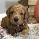 TEACUP GOLDENDOODLE PUPPIES, Precious Doodle Dogs, Teacup Doodle Dogs, Goldendoodle, Doodle Dog, Golden Doodles, Goldendoodle for sale, Goldendoodle puppies for sale, Miniature goldendoodle, goldendoodle puppies, mini goldendoodle, mini puppies, mini goldendoodle size, Mini Doodle Dogs, f1 goldendoodle, golden retriever poodle, chocolate goldendoodle, small doodles, goldendoodle temperament, goldendoodle colors, goldendoodle price, white goldendoodle, f2 goldendoodle, mini goldendoodle price, mini goldendoodle full grown, f1 mini goldendoodle, f1b goldendoodle, parti goldendoodle, goldendoodles near me, english goldendoodle, australian goldendoodle, red goldendoodle, doodle breeds, brown goldendoodle, goldendoodle cost, adult mini goldendoodle, golden noodle dog, doodle dog breeds, miniature golden doodle, miniature puppies, golden retriever poodle mix, A Star is Born, A star is born goldendoodle, a star is born dog, Bradley Cooper's Dog, Bradley Cooper Dog, Bradley Cooper's Goldendoodle, arizona goldendoodles, goldendoodle training, goldendoodle size, how big do mini goldendoodles get, goldendoodle full grown, baby goldendoodle, goldendoodle houston, golden doodles for sale, adult goldendoodle, apricot goldendoodle, goldendoodle grooming, mini golden doodles, goldendoodle shedding, f2b goldendoodle, goldendoodle hypoallergenic, goldendoodle names, english cream goldendoodle, golden retriever and poodle mix, mini goldendoodle puppies, micro goldendoodle, mini goldendoodle puppies for sale, miniature goldendoodle for sale, goldendoodle puppies for adoption, teddy bear goldendoodle, mini goldendoodle rescue, medium goldendoodle, black goldendoodle, mini goldendoodle for sale near me, goldendoodle puppies for sale near me, mini doodle, doodle puppies, mini goldendoodle for sale, goldendoodle breeders near me, miniature goldendoodle for sale near me, toy goldendoodle, petite goldendoodle, golden doodle dog, miniature goldendoodle puppies, mini goldendoodle puppies for sale near me, goldendoodles for sale near me, mini goldedoodle breeders, goldendoodle adoption, f1b mini goldendoodle, small goldendoodle, teacup goldendoodle, goldendoodle puppies near me, goldendoodle breeders, how to groom a goldendoodle, great doodle puppies, golden doodle mix, goldendoodle tampa, goldendoodle facts, white doodle dog, white goldendoodle puppy, mini goldendoodle maryland, country mini doodles, goldendoodle los angeles, toy labradoodle puppies for sale, types of goldendoodles, mini golden retriever puppies, golden goldendoodle, mini golden retriever puppies for sale, miniature australian goldendoodle, goldendoodle sacramento, goldendoodle omaha, labradoodle goldendoodle, f1 medium goldendoodle, BEST goldendoodles, pictures of mini goldendoodles, teacup goldendoodle full grown, micro mini goldendoodle full grown, toy goldendoodle price, goldendoodle chicago, retriever doodle, teacup goldendoodle puppies for sale, cute goldendoodle, mini teddy bear puppies, miniature goldendoodle full grown, f2 mini goldendoodle, goldendoodle spokane, mini goldendoodle chicago, micro mini goldendoodle, how nbig do miniature goldendoodles get, brown mini goldendoodle, mini doodle breeds, poodle doodle dog, what is a mini goldendoodle, black mini goldendoodle, mini irish doodle puppies for sale, f1b goldendoodle size, toy golden doodles, chocolate brown goldendoodle puppies for sale, petite goldendoodle full grown, goldendoodle behavior, american goldendoodle, f1b medium goldendoodle, goldendoodle puppy cost, cute goldendoodle puppies, goldendoodle indianapolis, teddy goldendoodle, mini goldendoodle weight, teddy bear golden doodles, f1b goldendoodle puppies for sale, miniature goldendoodle size, chocolate goldendoodle puppy, english cream mini goldendoodle, doodle puppies near me, red miniature goldendoodle, cream goldendoodle, goldendoodle puppy cut, mini goldendoodle hypoallergenic, dog breed goldendoodle, goldendoodle poodle mixes, goldendoodle allergies, goldendoodle info, sandy ridge goldendoodles, lakeshore goldendoodles, toy goldendoodle puppies for sale, labradoodle and goldendoodle, goldendoodle las vegas, goldendoodle phoenix, doodle breeders near me, miniature goldendoodle weight, black and white goldendoodle, sarasota goldendoodles, mini goldendoodle dallas, a goldendoodle, what is a goldendoodle, goldendoodle dallas, mini golden doodles for sale, ginger doodle puppy, how much does a mini goldendoodle cost, goldendoodle san antonio, goldendoodle photos, goldendoodle cuts, chocolate mini goldendoodle, all about goldendoodles, goldendoodle cincinnati, black doodle dog, goldendoodle weight, miniature goldendoodle breeders, goldendoodle information, miniature goldendoodle puppies for sale, doodle puppies for sale near me, black labradoodle puppies for sale, goldendoodle seattle, golden doodles near me, teacup goldendoodle for sale, golden retriever poodle puppy, goldendoodle rochester ny, goldendoodle and poodle mix, akc goldendoodle, goldendoodle kansas city, mini goldendoodle facts, goldendoodle austin, goldendoodle doodle, goldendoodle tulsa, curly goldendoodle, brown goldendoodle puppies, f1b labradoodle puppies for sale, red mini goldendoodle, goldendoodle poodle, chocolate goldendoodle for sale, tiny goldendoodle, goldendoodle puppies breeders, english goldendoodle puppies for sale, mini golden labradoodle, f1b mini teddy bear goldendoodles, red goldendoodle puppies for sale, miniature golden retriever breeders, f1 goldendoodles for sale, teacup goldendoodle puppies, toy mini goldendoodle, xs petite goldendoodle, f2 goldendoodle puppies for sale, mini goldendoodle cost, black goldendoodle for sale, english teddy bear goldendoodle, small doodle dogs, goldendoodle nashville, english goldendoodle puppies, golden retriever poodle mix for sale, red goldendoodle puppy, parti goldendoodles for sale, english cream goldendoodles for sale, doodle puppies for sale, golden retriever poodle mix puppies, goldendoodle tucson, f1b mini goldendoodle puppies for sale, mini goldendoodle breeders northeast, teddy bear goldendoodle, toy goldendoodle rescue, petite mini goldendoodle, goldendoodle stuff, mini goldendoodles near me, teddy bear goldendoodle puppies, f1 goldendoodle puppies, teddy bear goldendoodles for sale, silver goldendoodle, buy goldendoodle, mini golden doodle dog, teddy bear goldendoodles mini, micro mini goldendoodle puppies for sale, goldendoodle dogs for sale, best goldendoodle breeders, chocolate goldendoodle puppies for sale, doodle dogs for sale, toy goldendoodle puppies, mini doodle dog, toy goldendoodle breeders, doodles for sale, goldendoodle hypoallergenic dog, mini goldendoodle breeders near me, english goldendoodle breeders, f1b mini goldendoodle for sale, teacup goldendoodle price, petite goldendoodle for sale, mini english goldendoodle, mini goldendoodle info, miniature goldendoodle puppies for sale near me, black goldendoodle puppies for sale, f1 goldendoodle puppies for sale, Teacup Goldendoodles AL, Teacup Goldendoodles AK, Teacup Goldendoodles AZ, Teacup Goldendoodles AR, Teacup Goldendoodles CA, Teacup Goldendoodles CO, Teacup Goldendoodles CT, Teacup Goldendoodles DE, Teacup Goldendoodles FL, Teacup Goldendoodles GA, Teacup Goldendoodles HI, Teacup Goldendoodles ID, Teacup Goldendoodles IL, Teacup Goldendoodles IN, Teacup Goldendoodles IA, Teacup Goldendoodles KS, Teacup Goldendoodles KY, Teacup Goldendoodles LA, Teacup Goldendoodles ME, Teacup Goldendoodles MD, Teacup Goldendoodles MA, Teacup Goldendoodles MI, Teacup Goldendoodles MN, Teacup Goldendoodles MS, Teacup Goldendoodles MO, Teacup Goldendoodles MT, Teacup Goldendoodles NE, Teacup Goldendoodles NV, Teacup Goldendoodles NH, Teacup Goldendoodles NJ, Teacup Goldendoodles NM, Teacup Goldendoodles NY, Teacup Goldendoodles NC, Teacup Goldendoodles ND, Teacup Goldendoodles OH, Teacup Goldendoodles OK, Teacup Goldendoodles OR, Teacup Goldendoodles PA, Teacup Goldendoodles RI, Teacup Goldendoodles SC, Teacup Goldendoodles SD, Teacup Goldendoodles TN, Teacup Goldendoodles TX, Teacup Goldendoodles UT, Teacup Goldendoodles VT, Teacup Goldendoodles VA, Teacup Goldendoodles WA, Teacup Goldendoodles WV, Teacup Goldendoodles WI, Teacup Goldendoodles WY, Teacup Golden Doodles AL, Teacup Golden Doodles AK, Teacup Golden Doodles AZ, Teacup Golden Doodles AR, Teacup Golden Doodles CA, Teacup Golden Doodles CO, Teacup Golden Doodles CT, Teacup Golden Doodles DE, Teacup Golden Doodles FL, Teacup Golden Doodles GA, Teacup Golden Doodles HI, Teacup Golden Doodles ID, Teacup Golden Doodles IL, Teacup Golden Doodles IN, Teacup Golden Doodles IA, Teacup Golden Doodles KS, Teacup Golden Doodles KY, Teacup Golden Doodles LA, Teacup Golden Doodles ME, Teacup Golden Doodles MD, Teacup Golden Doodles MA, Teacup Golden Doodles MI, Teacup Golden Doodles MN, Teacup Golden Doodles MS, Teacup Golden Doodles MO, Teacup Golden Doodles MT, Teacup Golden Doodles NE, Teacup Golden Doodles NV, Teacup Golden Doodles NH, Teacup Golden Doodles NJ, Teacup Golden Doodles NM, Teacup Golden Doodles NY, Teacup Golden Doodles NC, Teacup Golden Doodles ND, Teacup Golden Doodles OH, Teacup Golden Doodles OK, Teacup Golden Doodles OR, Teacup Golden Doodles PA, Teacup Golden Doodles RI, Teacup Golden Doodles SC, Teacup Golden Doodles SD, Teacup Golden Doodles TN, Teacup Golden Doodles TX, Teacup Golden Doodles UT, Teacup Golden Doodles VT, Teacup Golden Doodles VA, Teacup Golden Doodles WA, Teacup Golden Doodles WV, Teacup Golden Doodles WI, Teacup Golden Doodles WY, Toy Goldendoodle Alabama, Toy Goldendoodle Alaska, Toy Goldendoodle Arizona, Toy Goldendoodle Arkansas, Toy Goldendoodle California, Toy Goldendoodle Colorado, Toy Goldendoodle Connecticut, Toy Goldendoodle Delaware, Toy Goldendoodle Florida, Toy Goldendoodle Georgia, Toy Goldendoodle Hawaii, Toy Goldendoodle Idaho, Toy Goldendoodle Illinois, Toy Goldendoodle Indiana, Toy Goldendoodle Iowa, Toy Goldendoodle Kansas, Toy Goldendoodle Kentucky, Toy Goldendoodle Louisiana, Toy Goldendoodle Maine, Toy Goldendoodle Maryland, Toy Goldendoodle Massachusetts, Toy Goldendoodle Michigan, Toy Goldendoodle Minnesota, Toy Goldendoodle Mississippi, Toy Goldendoodle Missouri, Toy Goldendoodle Montana, Toy Goldendoodle Nebraska, Toy Goldendoodle Nevada, Toy Goldendoodle New Hampshire, Toy Goldendoodle New Jersey, Toy Goldendoodle New Mexico, Toy Goldendoodle New York, Toy Goldendoodle North Carolina, Toy Goldendoodle North Dakota, Toy Goldendoodle Ohio, Toy Goldendoodle Oklahoma, Toy Goldendoodle Oregon, Toy Goldendoodle Pennsylvania, Toy Goldendoodle Rhode Island, Toy Goldendoodle South Carolina, Toy Goldendoodle South Dakota, Toy Goldendoodle Tennessee, Toy Goldendoodle Texas, Toy Goldendoodle Utah, Toy Goldendoodle Vermont, Toy Goldendoodle Virginia, Toy Goldendoodle Washington, Toy Goldendoodle West Virginia, Toy Goldendoodle Wisconsin, Toy Goldendoodle Wyoming, Mini Goldendoodle puppies for sale in AL, Mini Goldendoodle puppies for sale in AK, Mini Goldendoodle puppies for sale in AZ, Mini Goldendoodle puppies for sale in AR, Mini Goldendoodle puppies for sale in CA, Mini Goldendoodle puppies for sale in CO, Mini Goldendoodle puppies for sale in CT, Mini Goldendoodle puppies for sale in DE, Mini Goldendoodle puppies for sale in FL, Mini Goldendoodle puppies for sale in GA, Mini Goldendoodle puppies for sale in HI, Mini Goldendoodle puppies for sale in ID, Mini Goldendoodle puppies for sale in IL, Mini Goldendoodle puppies for sale in IN, Mini Goldendoodle puppies for sale in IA, Mini Goldendoodle puppies for sale in KS, Mini Goldendoodle puppies for sale in KY, Mini Goldendoodle puppies for sale in LA, Mini Goldendoodle puppies for sale in ME, Mini Goldendoodle puppies for sale in MD, Mini Goldendoodle puppies for sale in MA, Mini Goldendoodle puppies for sale in MI, Mini Goldendoodle puppies for sale in MN, Mini Goldendoodle puppies for sale in MS, Mini Goldendoodle puppies for sale in MO, Mini Goldendoodle puppies for sale in MT, Mini Goldendoodle puppies for sale in NE, Mini Goldendoodle puppies for sale in NV, Mini Goldendoodle puppies for sale in NH, Mini Goldendoodle puppies for sale in NJ, Mini Goldendoodle puppies for sale in NM, Mini Goldendoodle puppies for sale in NY, Mini Goldendoodle puppies for sale in NC, Mini Goldendoodle puppies for sale in ND, Mini Goldendoodle puppies for sale in OH, Mini Goldendoodle puppies for sale in OK, Mini Goldendoodle puppies for sale in OR, Mini Goldendoodle puppies for sale in PA, Mini Goldendoodle puppies for sale in RI, Mini Goldendoodle puppies for sale in SC, Mini Goldendoodle puppies for sale in SD, Mini Goldendoodle puppies for sale in TN, Mini Goldendoodle puppies for sale in TX, Mini Goldendoodle puppies for sale in UT, Mini Goldendoodle puppies for sale in VT, Mini Goldendoodle puppies for sale in VA, Mini Goldendoodle puppies for sale in WA, Mini Goldendoodle puppies for sale in WV, Mini Goldendoodle puppies for sale in WI, Mini Goldendoodle puppies for sale in WY, Teacup Goldendoodles for sale in AL, Teacup Goldendoodles for sale in AK, Teacup Goldendoodles for sale in AZ, Teacup Goldendoodles for sale in AR, Teacup Goldendoodles for sale in CA, Teacup Goldendoodles for sale in CO, Teacup Goldendoodles for sale in CT, Teacup Goldendoodles for sale in DE, Teacup Goldendoodles for sale in FL, Teacup Goldendoodles for sale in GA, Teacup Goldendoodles for sale in HI, Teacup Goldendoodles for sale in ID, Teacup Goldendoodles for sale in IL, Teacup Goldendoodles for sale in IN, Teacup Goldendoodles for sale in IA, Teacup Goldendoodles for sale in KS, Teacup Goldendoodles for sale in KY, Teacup Goldendoodles for sale in LA, Teacup Goldendoodles for sale in ME, Teacup Goldendoodles for sale in MD, Teacup Goldendoodles for sale in MA, Teacup Goldendoodles for sale in MI, Teacup Goldendoodles for sale in MN, Teacup Goldendoodles for sale in MS, Teacup Goldendoodles for sale in MO, Teacup Goldendoodles for sale in MT, Teacup Goldendoodles for sale in NE, Teacup Goldendoodles for sale in NV, Teacup Goldendoodles for sale in NH, Teacup Goldendoodles for sale in NJ, Teacup Goldendoodles for sale in NM, Teacup Goldendoodles for sale in NY, Teacup Goldendoodles for sale in NC, Teacup Goldendoodles for sale in ND, Teacup Goldendoodles for sale in OH, Teacup Goldendoodles for sale in OK, Teacup Goldendoodles for sale in OR, Teacup Goldendoodles for sale in PA, Teacup Goldendoodles for sale in RI, Teacup Goldendoodles for sale in SC, Teacup Goldendoodles for sale in SD, Teacup Goldendoodles for sale in TN, Teacup Goldendoodles for sale in TX, Teacup Goldendoodles for sale in UT, Teacup Goldendoodles for sale in VT, Teacup Goldendoodles for sale in VA, Teacup Goldendoodles for sale in WA, Teacup Goldendoodles for sale in WV, Teacup Goldendoodles for sale in WI, Teacup Goldendoodles for sale in WY, Mini Goldendoodle Alabama, Mini Goldendoodle Alaska, Mini Goldendoodle Arizona, Mini Goldendoodle Arkansas, Mini Goldendoodle California, Mini Goldendoodle Colorado, Mini Goldendoodle Connecticut, Mini Goldendoodle Delaware, Mini Goldendoodle Florida, Mini Goldendoodle Georgia, Mini Goldendoodle Hawaii, Mini Goldendoodle Idaho, Mini Goldendoodle Illinois, Mini Goldendoodle Indiana, Mini Goldendoodle Iowa, Mini Goldendoodle Kansas, Mini Goldendoodle Kentucky, Mini Goldendoodle Louisiana, Mini Goldendoodle Maine, Mini Goldendoodle Maryland, Mini Goldendoodle Massachusetts, Mini Goldendoodle Michigan, Mini Goldendoodle Minnesota, Mini Goldendoodle Mississippi, Mini Goldendoodle Missouri, Mini Goldendoodle Montana, Mini Goldendoodle Nebraska, Mini Goldendoodle Nevada, Mini Goldendoodle New Hampshire, Mini Goldendoodle New Jersey, Mini Goldendoodle New Mexico, Mini Goldendoodle New York, Mini Goldendoodle North Carolina, Mini Goldendoodle North Dakota, Mini Goldendoodle Ohio, Mini Goldendoodle Oklahoma, Mini Goldendoodle Oregon, Mini Goldendoodle Pennsylvania, Mini Goldendoodle Rhode Island, Mini Goldendoodle South Carolina, Mini Goldendoodle South Dakota, Mini Goldendoodle Tennessee, Mini Goldendoodle Texas, Mini Goldendoodle Utah, Mini Goldendoodle Vermont, Mini Goldendoodle Virginia, Mini Goldendoodle Washington, Mini Goldendoodle West Virginia, Mini Goldendoodle Wisconsin, Mini Goldendoodle Wyoming, Teacup Goldendoodle breeders AL, Teacup Goldendoodle breeders AK, Teacup Goldendoodle breeders AZ, Teacup Goldendoodle breeders AR, Teacup Goldendoodle breeders CA, Teacup Goldendoodle breeders CO, Teacup Goldendoodle breeders CT, Teacup Goldendoodle breeders DE, Teacup Goldendoodle breeders FL, Teacup Goldendoodle breeders GA, Teacup Goldendoodle breeders HI, Teacup Goldendoodle breeders ID, Teacup Goldendoodle breeders IL, Teacup Goldendoodle breeders IN, Teacup Goldendoodle breeders IA, Teacup Goldendoodle breeders KS, Teacup Goldendoodle breeders KY, Teacup Goldendoodle breeders LA, Teacup Goldendoodle breeders ME, Teacup Goldendoodle breeders MD, Teacup Goldendoodle breeders MA, Teacup Goldendoodle breeders MI, Teacup Goldendoodle breeders MN, Teacup Goldendoodle breeders MS, Teacup Goldendoodle breeders MO, Teacup Goldendoodle breeders MT, Teacup Goldendoodle breeders NE, Teacup Goldendoodle breeders NV, Teacup Goldendoodle breeders NH, Teacup Goldendoodle breeders NJ, Teacup Goldendoodle breeders NM, Teacup Goldendoodle breeders NY, Teacup Goldendoodle breeders NC, Teacup Goldendoodle breeders ND, Teacup Goldendoodle breeders OH, Teacup Goldendoodle breeders OK, Teacup Goldendoodle breeders OR, Teacup Goldendoodle breeders PA, Teacup Goldendoodle breeders RI, Teacup Goldendoodle breeders SC, Teacup Goldendoodle breeders SD, Teacup Goldendoodle breeders TN, Teacup Goldendoodle breeders TX, Teacup Goldendoodle breeders UT, Teacup Goldendoodle breeders VT, Teacup Goldendoodle breeders VA, Teacup Goldendoodle breeders WA, Teacup Goldendoodle breeders WV, Teacup Goldendoodle breeders WI, Teacup Goldendoodle breeders WY, Goldendoodle Breeders AL, Goldendoodle Breeders AK, Goldendoodle Breeders AZ, Goldendoodle Breeders AR, Goldendoodle Breeders CA, Goldendoodle Breeders CO, Goldendoodle Breeders CT, Goldendoodle Breeders DE, Goldendoodle Breeders FL, Goldendoodle Breeders GA, Goldendoodle Breeders HI, Goldendoodle Breeders ID, Goldendoodle Breeders IL, Goldendoodle Breeders IN, Goldendoodle Breeders IA, Goldendoodle Breeders KS, Goldendoodle Breeders KY, Goldendoodle Breeders LA, Goldendoodle Breeders ME, Goldendoodle Breeders MD, Goldendoodle Breeders MA, Goldendoodle Breeders MI, Goldendoodle Breeders MN, Goldendoodle Breeders MS, Goldendoodle Breeders MO, Goldendoodle Breeders MT, Goldendoodle Breeders NE, Goldendoodle Breeders NV, Goldendoodle Breeders NH, Goldendoodle Breeders NJ, Goldendoodle Breeders NM, Goldendoodle Breeders NY, Goldendoodle Breeders NC, Goldendoodle Breeders ND, Goldendoodle Breeders OH, Goldendoodle Breeders OK, Goldendoodle Breeders OR, Goldendoodle Breeders PA, Goldendoodle Breeders RI, Goldendoodle Breeders SC, Goldendoodle Breeders SD, Goldendoodle Breeders TN, Goldendoodle Breeders TX, Goldendoodle Breeders UT, Goldendoodle Breeders VT, Goldendoodle Breeders VA, Goldendoodle Breeders WA, Goldendoodle Breeders WV, Goldendoodle Breeders WI, Goldendoodle Breeders WY, Goldendoodles for sale in AL, Goldendoodles for sale in AK, Goldendoodles for sale in AZ, Goldendoodles for sale in AR, Goldendoodles for sale in CA, Goldendoodles for sale in CO, Goldendoodles for sale in CT, Goldendoodles for sale in DE, Goldendoodles for sale in FL, Goldendoodles for sale in GA, Goldendoodles for sale in HI, Goldendoodles for sale in ID, Goldendoodles for sale in IL, Goldendoodles for sale in IN, Goldendoodles for sale in IA, Goldendoodles for sale in KS, Goldendoodles for sale in KY, Goldendoodles for sale in LA, Goldendoodles for sale in ME, Goldendoodles for sale in MD, Goldendoodles for sale in MA, Goldendoodles for sale in MI, Goldendoodles for sale in MN, Goldendoodles for sale in MS, Goldendoodles for sale in MO, Goldendoodles for sale in MT, Goldendoodles for sale in NE, Goldendoodles for sale in NV, Goldendoodles for sale in NH, Goldendoodles for sale in NJ, Goldendoodles for sale in NM, Goldendoodles for sale in NY, Goldendoodles for sale in NC, Goldendoodles for sale in ND, Goldendoodles for sale in OH, Goldendoodles for sale in OK, Goldendoodles for sale in OR, Goldendoodles for sale in PA, Goldendoodles for sale in RI, Goldendoodles for sale in SC, Goldendoodles for sale in SD, Goldendoodles for sale in TN, Goldendoodles for sale in TX, Goldendoodles for sale in UT, Goldendoodles for sale in VT, Goldendoodles for sale in VA, Goldendoodles for sale in WA, Goldendoodles for sale in WV, Goldendoodles for sale in WI, Goldendoodles for sale in WY,