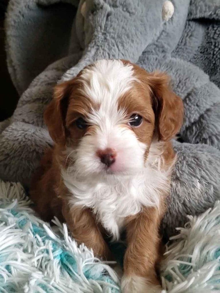 Micro Cavapoo, Teacup Cavapoo, Precious Doodle Dogs, Cavapoo, Cavapoo puppies, Teacup Cavapoo, Cavadoodle, Cava poo, Cava poodle, Mini Cavapoo puppy, Mini Cavapoo, Mini Doodle Dogs, Cavapoos, Cavapoo puppies for sale, Cavoodle puppies, Cavoodle, toy cavoodle, how big does a cavapoo get, how big do cavapoos get, what is a cavapoo, cavapoo puppies for sale near me, cavapoo breeders near me, cavoodle breeders near me, miniature cavoodle, cavapoo size, cavapoo puppies near me, teacup cavapoo, cava poo puppies, king charles spaniel, cavapoo breeders near me, cavapoo price, teacup cavapoo puppies for sale, red cavapoo, cavapoo Alabama, cavapoo Alaska, cavapoo Arizona, cavapoo Arkansas, cavapoo California, cavapoo Colorado, cavapoo Connecticut, cavapoo Delaware, cavapoo Florida, cavapoo Georgia, cavapoo Hawaii, cavapoo Idaho, cavapoo Illinois, cavapoo Indiana, cavapoo Iowa, cavapoo Kansas, cavapoo Kentucky, cavapoo Louisiana, cavapoo Maine, cavapoo Maryland, cavapoo Massachusetts, cavapoo Michigan, cavapoo Minnesota, cavapoo Mississippi, cavapoo Missouri, cavapoo Montana, cavapoo Nebraska, cavapoo Nevada, cavapoo New Hampshire, cavapoo New Jersey, cavapoo New Mexico, cavapoo New York, cavapoo North Carolina, cavapoo North Dakota, cavapoo Ohio, cavapoo Oklahoma, cavapoo Oregon, cavapoo Pennsylvania, cavapoo Rhode Island, cavapoo South Carolina, cavapoo South Dakota, cavapoo Tennessee, cavapoo Texas, cavapoo Utah, cavapoo Vermont, cavapoo Virginia, cavapoo Washington, cavapoo West Virginia, cavapoo Wisconsin, cavapoo Wyoming, cavapoo AL, cavapoo AK, cavapoo AZ, cavapoo AR, cavapoo CA, cavapoo CO, cavapoo CT, cavapoo DE, cavapoo FL, cavapoo GA, cavapoo HI, cavapoo ID, cavapoo IL, cavapoo IN, cavapoo IA, cavapoo KS, cavapoo KY, cavapoo LA, cavapoo ME, cavapoo MD, cavapoo MA, cavapoo MI, cavapoo MN, cavapoo MS, cavapoo MO, cavapoo MT, cavapoo NE, cavapoo NV, cavapoo NH, cavapoo NJ, cavapoo NM, cavapoo NY, cavapoo NC, cavapoo ND, cavapoo OH, cavapoo OK, cavapoo OR, cavapoo PA, cavapoo RI, cavapoo SC, cavapoo SD, cavapoo TN, cavapoo TX, cavapoo UT, cavapoo VT, cavapoo VA, cavapoo WA, cavapoo WV, cavapoo WI, cavapoo WY, teacup cavapoo AL, teacup cavapoo AK, teacup cavapoo AZ, teacup cavapoo AR, teacup cavapoo CA, teacup cavapoo CO, teacup cavapoo CT, teacup cavapoo DE, teacup cavapoo FL, teacup cavapoo GA, teacup cavapoo HI, teacup cavapoo ID, teacup cavapoo IL, teacup cavapoo IN, teacup cavapoo IA, teacup cavapoo KS, teacup cavapoo KY, teacup cavapoo LA, teacup cavapoo ME, teacup cavapoo MD, teacup cavapoo MA, teacup cavapoo MI, teacup cavapoo MN, teacup cavapoo MS, teacup cavapoo MO, teacup cavapoo MT, teacup cavapoo NE, teacup cavapoo NV, teacup cavapoo NH, teacup cavapoo NJ, teacup cavapoo NM, teacup cavapoo NY, teacup cavapoo NC, teacup cavapoo ND, teacup cavapoo OH, teacup cavapoo OK, teacup cavapoo OR, teacup cavapoo PA, teacup cavapoo RI, teacup cavapoo SC, teacup cavapoo SD, teacup cavapoo TN, teacup cavapoo TX, teacup cavapoo UT, teacup cavapoo VT, teacup cavapoo VA, teacup cavapoo WA, teacup cavapoo WV, teacup cavapoo WI, teacup cavapoo WY, cavapoo puppies Alabama, cavapoo puppies Alaska, cavapoo puppies Arizona, cavapoo puppies Arkansas, cavapoo puppies California, cavapoo puppies Colorado, cavapoo puppies Connecticut, cavapoo puppies Delaware, cavapoo puppies Florida, cavapoo puppies Georgia, cavapoo puppies Hawaii, cavapoo puppies Idaho, cavapoo puppies Illinois, cavapoo puppies Indiana, cavapoo puppies Iowa, cavapoo puppies Kansas, cavapoo puppies Kentucky, cavapoo puppies Louisiana, cavapoo puppies Maine, cavapoo puppies Maryland, cavapoo puppies Massachusetts, cavapoo puppies Michigan, cavapoo puppies Minnesota, cavapoo puppies Mississippi, cavapoo puppies Missouri, cavapoo puppies Montana, cavapoo puppies Nebraska, cavapoo puppies Nevada, cavapoo puppies New Hampshire, cavapoo puppies New Jersey, cavapoo puppies New Mexico, cavapoo puppies New York, cavapoo puppies North Carolina, cavapoo puppies North Dakota, cavapoo puppies Ohio, cavapoo puppies Oklahoma, cavapoo puppies Oregon, cavapoo puppies Pennsylvania, cavapoo puppies Rhode Island, cavapoo puppies South Carolina, cavapoo puppies South Dakota, cavapoo puppies Tennessee, cavapoo puppies Texas, cavapoo puppies Utah, cavapoo puppies Vermont, cavapoo puppies Virginia, cavapoo puppies Washington, cavapoo puppies West Virginia, cavapoo puppies Wisconsin, cavapoo puppies Wyoming, teacup cavapoo puppies Alabama, teacup cavapoo puppies Alaska, teacup cavapoo puppies Arizona, teacup cavapoo puppies Arkansas, teacup cavapoo puppies California, teacup cavapoo puppies Colorado, teacup cavapoo puppies Connecticut, teacup cavapoo puppies Delaware, teacup cavapoo puppies Florida, teacup cavapoo puppies Georgia, teacup cavapoo puppies Hawaii, teacup cavapoo puppies Idaho, teacup cavapoo puppies Illinois, teacup cavapoo puppies Indiana, teacup cavapoo puppies Iowa, teacup cavapoo puppies Kansas, teacup cavapoo puppies Kentucky, teacup cavapoo puppies Louisiana, teacup cavapoo puppies Maine, teacup cavapoo puppies Maryland, teacup cavapoo puppies Massachusetts, teacup cavapoo puppies Michigan, teacup cavapoo puppies Minnesota, teacup cavapoo puppies Mississippi, teacup cavapoo puppies Missouri, teacup cavapoo puppies Montana, teacup cavapoo puppies Nebraska, teacup cavapoo puppies Nevada, teacup cavapoo puppies New Hampshire, teacup cavapoo puppies New Jersey, teacup cavapoo puppies New Mexico, teacup cavapoo puppies New York, teacup cavapoo puppies North Carolina, teacup cavapoo puppies North Dakota, teacup cavapoo puppies Ohio, teacup cavapoo puppies Oklahoma, teacup cavapoo puppies Oregon, teacup cavapoo puppies Pennsylvania, teacup cavapoo puppies Rhode Island, teacup cavapoo puppies South Carolina, teacup cavapoo puppies South Dakota, teacup cavapoo puppies Tennessee, teacup cavapoo puppies Texas, teacup cavapoo puppies Utah, teacup cavapoo puppies Vermont, teacup cavapoo puppies Virginia, teacup cavapoo puppies Washington, teacup cavapoo puppies West Virginia, teacup cavapoo puppies Wisconsin, teacup cavapoo puppies Wyoming, micro cavapoo puppies Alabama, micro cavapoo puppies Alaska, micro cavapoo puppies Arizona, micro cavapoo puppies Arkansas, micro cavapoo puppies California, micro cavapoo puppies Colorado, micro cavapoo puppies Connecticut, micro cavapoo puppies Delaware, micro cavapoo puppies Florida, micro cavapoo puppies Georgia, micro cavapoo puppies Hawaii, micro cavapoo puppies Idaho, micro cavapoo puppies Illinois, micro cavapoo puppies Indiana, micro cavapoo puppies Iowa, micro cavapoo puppies Kansas, micro cavapoo puppies Kentucky, micro cavapoo puppies Louisiana, micro cavapoo puppies Maine, micro cavapoo puppies Maryland, micro cavapoo puppies Massachusetts, micro cavapoo puppies Michigan, micro cavapoo puppies Minnesota, micro cavapoo puppies Mississippi, micro cavapoo puppies Missouri, micro cavapoo puppies Montana, micro cavapoo puppies Nebraska, micro cavapoo puppies Nevada, micro cavapoo puppies New Hampshire, micro cavapoo puppies New Jersey, micro cavapoo puppies New Mexico, micro cavapoo puppies New York, micro cavapoo puppies North Carolina, micro cavapoo puppies North Dakota, micro cavapoo puppies Ohio, micro cavapoo puppies Oklahoma, micro cavapoo puppies Oregon, micro cavapoo puppies Pennsylvania, micro cavapoo puppies Rhode Island, micro cavapoo puppies South Carolina, micro cavapoo puppies South Dakota, micro cavapoo puppies Tennessee, micro cavapoo puppies Texas, micro cavapoo puppies Utah, micro cavapoo puppies Vermont, micro cavapoo puppies Virginia, micro cavapoo puppies Washington, micro cavapoo puppies West Virginia, micro cavapoo puppies Wisconsin, micro cavapoo puppies Wyoming, cavapoo breeders Alabama, cavapoo breeders Alaska, cavapoo breeders Arizona, cavapoo breeders Arkansas, cavapoo breeders California, cavapoo breeders Colorado, cavapoo breeders Connecticut, cavapoo breeders Delaware, cavapoo breeders Florida, cavapoo breeders Georgia, cavapoo breeders Hawaii, cavapoo breeders Idaho, cavapoo breeders Illinois, cavapoo breeders Indiana, cavapoo breeders Iowa, cavapoo breeders Kansas, cavapoo breeders Kentucky, cavapoo breeders Louisiana, cavapoo breeders Maine, cavapoo breeders Maryland, cavapoo breeders Massachusetts, cavapoo breeders Michigan, cavapoo breeders Minnesota, cavapoo breeders Mississippi, cavapoo breeders Missouri, cavapoo breeders Montana, cavapoo breeders Nebraska, cavapoo breeders Nevada, cavapoo breeders New Hampshire, cavapoo breeders New Jersey, cavapoo breeders New Mexico, cavapoo breeders New York, cavapoo breeders North Carolina, cavapoo breeders North Dakota, cavapoo breeders Ohio, cavapoo breeders Oklahoma, cavapoo breeders Oregon, cavapoo breeders Pennsylvania, cavapoo breeders Rhode Island, cavapoo breeders South Carolina, cavapoo breeders South Dakota, cavapoo breeders Tennessee, cavapoo breeders Texas, cavapoo breeders Utah, cavapoo breeders Vermont, cavapoo breeders Virginia, cavapoo breeders Washington, cavapoo breeders West Virginia, cavapoo breeders Wisconsin, cavapoo breeders Wyoming,