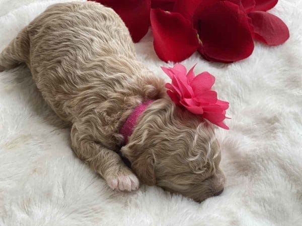 Micro Labradoodles, Labradoodle puppies, Precious Doodle Dogs, Labradoodle, doodle dog, labradoodle puppies for sale, labra, labradoodle for sale, Mini Doodle Dogs, miniature labradoodle, mini labradoodle, labradoodle puppy, how much is a labradoodle, labradoodle hypoallergenic, miniature labrador, mini labradoodle puppies for sale, labradoodle price, labradoodle shedding, labradoodle near me, miniature puppies for sale, white labradoodle, adult labradoodle, miniature labradoodle for sale, pictures of labradoodles, mini labradoodle puppies, miniature labradoodle puppies, red labradoodle, labradoodle breeders, labradoodle breeders near me, toy labradoodle, f1 labradoodle, small labradoodle, labradoodle for sale near me, golden labradoodle, miniature australian labradoodle, mini australian labradoodle, black labradoodle, labradoodle adoption, labradoodle dog, chocolate labradoodle puppies for sale, f1b labradoodle, labradoodle size, doodle puppies, mini doodle, how big do labradoodles get, brown labradoodle, chocolate labradoodle, mini labradoodle for sale, labradoodle puppies for sale near me, labradoodle cost, labradoodle temperament, labradoodle grooming, black and white labradoodle, mini australian labradoodle temperament, doodles for sale, mini doodle dog, australian labradoodle, full size labradoodle, shaved labradoodle, apricot labradoodle puppy, labradoodle austin, labradoodles austin texas, grown labradoodle, mini doodle breeds, labradoodle puppy cost, american labradoodle, labradoodle price range, f1b miniature labradoodle, labradoodles of long island, mini labradoodle near me, chocolate doodle puppies, labradoodle poodle, great doodle puppies, how big do mini labradoodles get, labradoodle names, are labradoodles smart, eden valley labradoodles, english manor labradoodles, red mini labradoodle, multigen labradoodle,