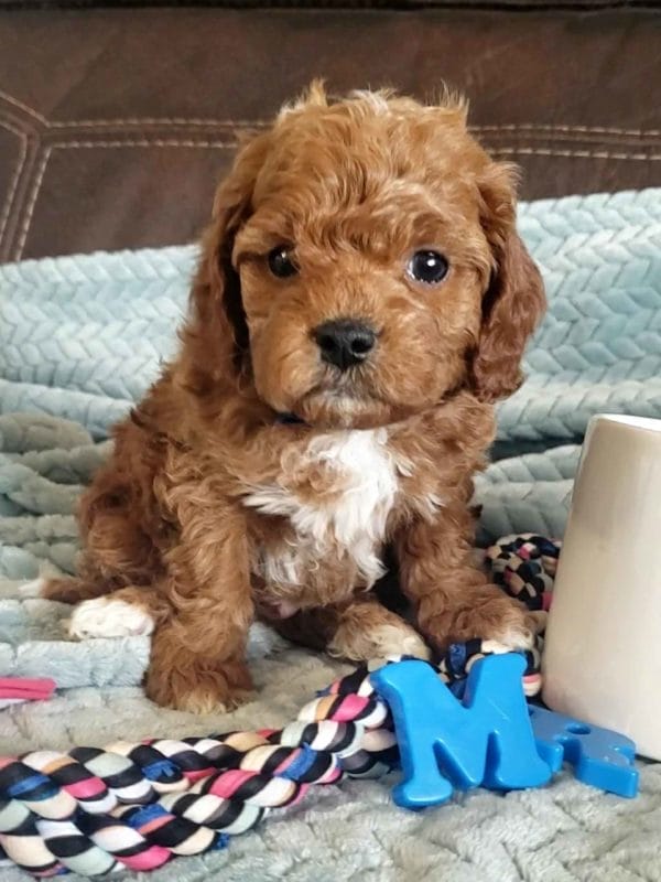 Cavapoo, Cavapoo puppies, cavapoo puppies for sale, cavapoo for sale, cavadoodle, cavapoo breeders, cavapoo dog, cavalier x poodle, cavalier doodle, Teacup Cavapoo, Cavadoodles, cavapoos, cavapoo puppy, cavapoo puppy for sale, cavapoo puppies for sale near me, cavapoos for sale, cavapoo puppies near me, cavapoos for sale near me, Cava poo, Cava poodle, Mini Cavapoo puppy, Mini Cavapoo, Mini Doodle Dogs, Cavapoos, Cavapoo puppies for sale, Cavoodle puppies, Cavoodle, toy cavoodle, Micro Cavapoo, Teacup Cavapoo, Precious Doodle Dogs, how big does a cavapoo get, how big do cavapoos get, what is a cavapoo, cavapoo puppies for sale near me, cavapoo breeders near me, cavoodle breeders near me, miniature cavoodle, cavapoo size, cavapoo puppies near me, teacup cavapoo, cava poo puppies, king charles spaniel, cavapoo breeders near me, cavapoo price, teacup cavapoo puppies for sale, red cavapoo,