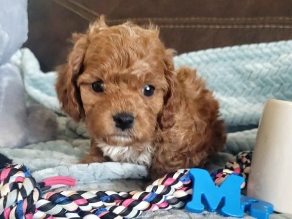 Cavapoo, Cavapoo puppies, cavapoo puppies for sale, cavapoo for sale, cavadoodle, cavapoo breeders, cavapoo dog, cavalier x poodle, cavalier doodle, Teacup Cavapoo, Cavadoodles, cavapoos, cavapoo puppy, cavapoo puppy for sale, cavapoo puppies for sale near me, cavapoos for sale, cavapoo puppies near me, cavapoos for sale near me, Cava poo, Cava poodle, Mini Cavapoo puppy, Mini Cavapoo, Mini Doodle Dogs, Cavapoos, Cavapoo puppies for sale, Cavoodle puppies, Cavoodle, toy cavoodle, Micro Cavapoo, Teacup Cavapoo, Precious Doodle Dogs, how big does a cavapoo get, how big do cavapoos get, what is a cavapoo, cavapoo puppies for sale near me, cavapoo breeders near me, cavoodle breeders near me, miniature cavoodle, cavapoo size, cavapoo puppies near me, teacup cavapoo, cava poo puppies, king charles spaniel, cavapoo breeders near me, cavapoo price, teacup cavapoo puppies for sale, red cavapoo,