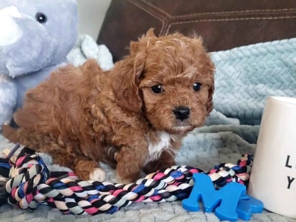Cavapoo, Cavapoo puppies, cavapoo puppies for sale, cavapoo for sale, cavadoodle, cavapoo breeders, cavapoo dog, cavalier x poodle, cavalier doodle, Teacup Cavapoo, Cavadoodles, cavapoos, cavapoo puppy, cavapoo puppy for sale, cavapoo puppies for sale near me, cavapoos for sale, cavapoo puppies near me, cavapoos for sale near me, Cava poo, Cava poodle, Mini Cavapoo puppy, Mini Cavapoo, Mini Doodle Dogs, Cavapoos, Cavapoo puppies for sale, Cavoodle puppies, Cavoodle, toy cavoodle, Micro Cavapoo, Teacup Cavapoo, Precious Doodle Dogs, how big does a cavapoo get, how big do cavapoos get, what is a cavapoo, cavapoo puppies for sale near me, cavapoo breeders near me, cavoodle breeders near me, miniature cavoodle, cavapoo size, cavapoo puppies near me, teacup cavapoo, cava poo puppies, king charles spaniel, cavapoo breeders near me, cavapoo price, teacup cavapoo puppies for sale, red cavapoo,