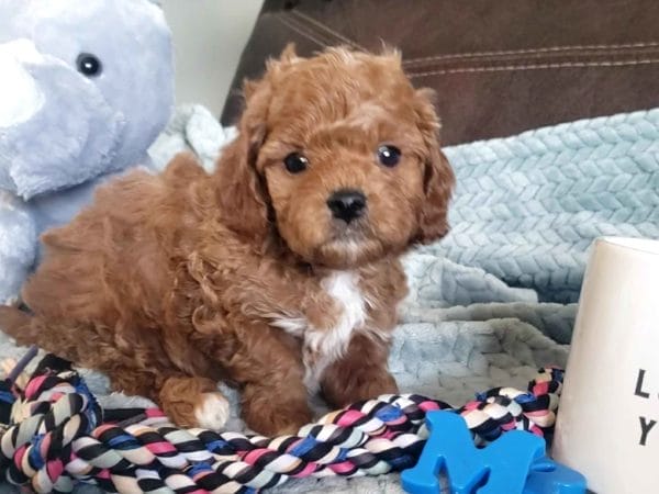 Cavapoo, Cavapoo puppies, cavapoo puppies for sale, cavapoo for sale, cavadoodle, cavapoo breeders, cavapoo dog, cavalier x poodle, cavalier doodle, Teacup Cavapoo, Cavadoodles, cavapoos, cavapoo puppy, cavapoo puppy for sale, cavapoo puppies for sale near me, cavapoos for sale, cavapoo puppies near me, cavapoos for sale near me, Cava poo, Cava poodle, Mini Cavapoo puppy, Mini Cavapoo, Mini Doodle Dogs, Cavapoos, Cavapoo puppies for sale, Cavoodle puppies, Cavoodle, toy cavoodle, Micro Cavapoo, Teacup Cavapoo, Precious Doodle Dogs, how big does a cavapoo get, how big do cavapoos get, what is a cavapoo, cavapoo puppies for sale near me, cavapoo breeders near me, cavoodle breeders near me, miniature cavoodle, cavapoo size, cavapoo puppies near me, teacup cavapoo, cava poo puppies, king charles spaniel, cavapoo breeders near me, cavapoo price, teacup cavapoo puppies for sale, red cavapoo,