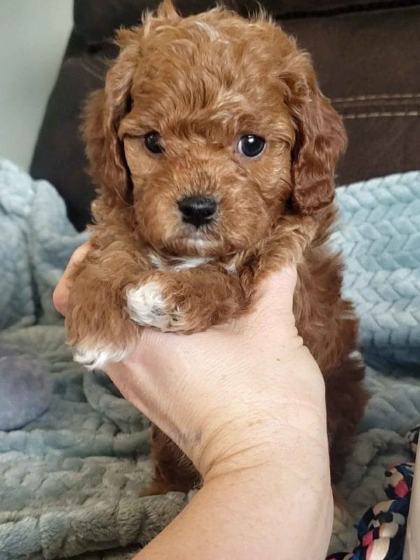 Cavapoo, Cavapoo puppies, cavapoo puppies for sale, cavapoo for sale, cavadoodle, cavapoo breeders, cavapoo dog, cavalier x poodle, cavalier doodle, Teacup Cavapoo, Cavadoodles, cavapoos, cavapoo puppy, cavapoo puppy for sale, cavapoo puppies for sale near me, cavapoos for sale, cavapoo puppies near me, cavapoos for sale near me, Cava poo, Cava poodle, Mini Cavapoo puppy, Mini Cavapoo, Mini Doodle Dogs, Cavapoos, Cavapoo puppies for sale, Cavoodle puppies, Cavoodle, toy cavoodle, Micro Cavapoo, Teacup Cavapoo, Precious Doodle Dogs, how big does a cavapoo get, how big do cavapoos get, what is a cavapoo, cavapoo puppies for sale near me, cavapoo breeders near me, cavoodle breeders near me, miniature cavoodle, cavapoo size, cavapoo puppies near me, teacup cavapoo, cava poo puppies, king charles spaniel, cavapoo breeders near me, cavapoo price, teacup cavapoo puppies for sale, red cavapoo,