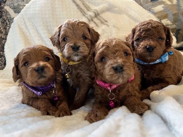 Goldendoodle, mini goldendoodle, goldendoodle puppies, golden doodle, mini golden doodle, teacup goldendoodle, goldendoodle doodle, goldendoodle puppies for sale, miniature goldendoodle, goldendoodle for sale, f1b goldendoodle, mini goldendoodle for sale, mini doodle, goldendoodle adoption, goldendoodle puppies for sale near me, black goldendoodle, f1 goldendoodle, mini goldendoodle puppies, teacup goldendoodle, goldendoodle price, f1b mini goldendoodle, goldendoodle breeders, doodle breeders, goldendoodles for sale near me, goldendoodles for adoption, goldendoodles near me, goldendoodle hypoallergenic, goldendoodle breeder, double doodles, mini golden doodle, goldendoodle labradoodle, doodle breeder, goldendoodle hair, goldendoodle puppies near me, miniature goldendoodle for sale, f1bb goldendoodle, f2b goldendoodle, red goldendoodle, golden mountain doodle, f2 goldendoodle, micro goldendoodle, medium goldendoodle, mini goldendoodle puppies for sale, apricot goldendoodle, mini goldendoodles for sale near me, standard goldendoodle, doodle puppies, goldendoodle breeders near me, mini goldendoodle puppies near me, micro mini goldendoodle, petite goldendoodle, goldendoodle rescue near me, mini goldendoodle near me, mini goldendoodle breeders, merle goldendoodle, double doodle puppies, mini goldendoodle adoption, doodles for sale, white goldendoodle, mini goldendoodle puppies for sale near me, brown goldendoodle, golden doodle puppies , adopt goldendoodles, chocolate goldendoodle, golden doodle dog, english goldendoodle, f1 mini goldendoodle, goldendoodle colors, doodle puppies for sale, doodles for sale near me, mini goldendoodle price, blue merle goldendoodle, adult goldendoodle, parti goldendoodle, doodles for sale near me, goldendoodle puppies for sale, mini goldendoodle breeders near me, english cream goldendoodle, miniature goldendoodle puppies for sale, phantom goldendoodle, goldendoodle cost, english doodle, petite mini goldendoodle, f1b goldendoodle for sale, doodle breeders near me, cream goldendoodle, miniature goldendoodle for sale near me, mini goldendoodle adoption near me, mini doodles for sale, black and white goldendoodles, teacup goldendoodle for sale, f3 goldendoodle, doodle puppies for sale near me, red mini goldendoodle, small goldendoodle, f1 goldendoodle puppies, teddybear goldendoodle, mini double doodle, micro goldendoodle for sale, f1 standard goldendoodle, f1bb, straight hair goldendoodle, large goldendoodle, f1bb mini goldendoodle, goldendoodle puppies for adoption, goldendoodle puppies for adoption near me, mini doodle puppies, lakeview doodles, mini doodle dogs, doodles near me, black goldendoodle puppy, f2b mini goldendoodle, teddy bear doodle, adult mini goldendoodle, black mini goldendoodle, irish goldendoodle, multigen goldendoodle, mini doodles for sale near me, fb1 goldendoodle, moyen goldendoodle, f2 mini goldendoodle, golden retriever doodle, f1b mini goldendoodle for sale, mini goldendoodle breeders, goldendoodle breeder near me, craigslist goldendoodle, f1b standard goldendoodle, silver goldendoodle, giant goldendoodle, buy goldendoodle, miniature goldendoodle puppies, wavy goldendoodle, aussie goldendoodle, 8 week old goldendoodle, curly goldendoodle, mini goldendoodle cost, akc goldendoodle, apricot mini goldendoodle, goldendoodle puppies price, mini goldendoodle adoption, red goldendoodle puppy, teacup mini goldendoodle, white mini goldendoodle, goldendoodle adoption near me, cute goldendoodle, medium sized goldendoodle, chocolate mini goldendoodle, black doodles, brown mini goldendoodle , white goldendoodle puppy, doodle breeder near me, goldendoodle mixed with golden retriever, mini goldendoodle breeder near me, black f1b goldendoodle, doodles adoption, mini golden doodle for sale, goldendoodle puppies adoption, mini goodle doodle for sale, cute golden doodles, sadie doodles, paw pad doodle, goldendoodle mixed with labradoodle, miniature mini goldendoodle, trained goldendoodles, miniature goldendoodle breeder, brushing a goldendoodle, shaving a goldendoodle,