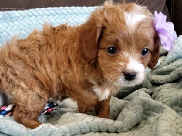 Cavapoo, Cavapoo puppies, cavapoo puppies for sale, cavapoo for sale, cavadoodle, cavapoo breeders, cavapoo dog, cavalier x poodle, cavalier doodle, Teacup Cavapoo, Cavadoodles, cavapoos, cavapoo puppy, cavapoo puppy for sale, cavapoo puppies for sale near me, cavapoos for sale, cavapoo puppies near me, cavapoos for sale near me, Cava poo, Cava poodle, Mini Cavapoo puppy, Mini Cavapoo, Mini Doodle Dogs, Cavapoos, Cavapoo puppies for sale, Cavoodle puppies, Cavoodle, toy cavoodle, Micro Cavapoo, Teacup Cavapoo, Precious Doodle Dogs, how big does a cavapoo get, how big do cavapoos get, what is a cavapoo, cavapoo puppies for sale near me, cavapoo breeders near me, cavoodle breeders near me, miniature cavoodle, cavapoo size, cavapoo puppies near me, teacup cavapoo, cava poo puppies, king charles spaniel, cavapoo breeders near me, cavapoo price, teacup cavapoo puppies for sale, red cavapoo,