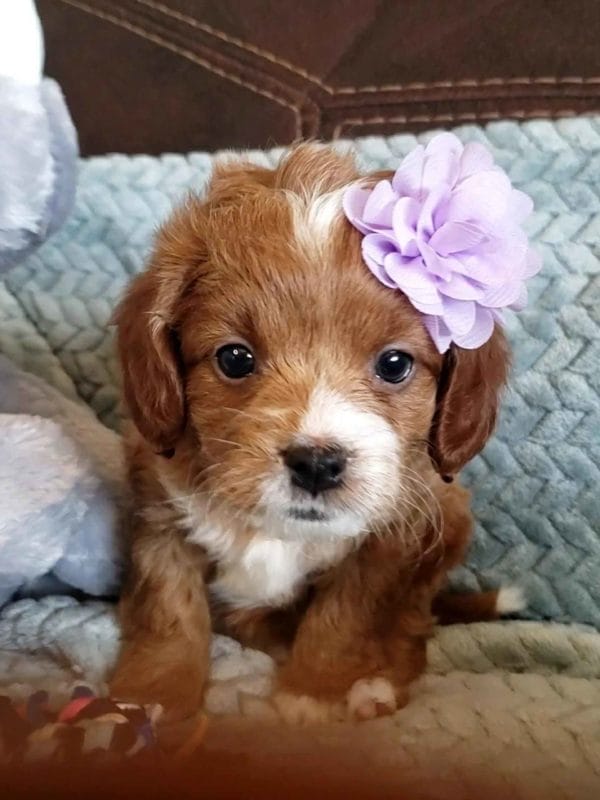 Cavapoo, Cavapoo puppies, cavapoo puppies for sale, cavapoo for sale, cavadoodle, cavapoo breeders, cavapoo dog, cavalier x poodle, cavalier doodle, Teacup Cavapoo, Cavadoodles, cavapoos, cavapoo puppy, cavapoo puppy for sale, cavapoo puppies for sale near me, cavapoos for sale, cavapoo puppies near me, cavapoos for sale near me, Cava poo, Cava poodle, Mini Cavapoo puppy, Mini Cavapoo, Mini Doodle Dogs, Cavapoos, Cavapoo puppies for sale, Cavoodle puppies, Cavoodle, toy cavoodle, Micro Cavapoo, Teacup Cavapoo, Precious Doodle Dogs, how big does a cavapoo get, how big do cavapoos get, what is a cavapoo, cavapoo puppies for sale near me, cavapoo breeders near me, cavoodle breeders near me, miniature cavoodle, cavapoo size, cavapoo puppies near me, teacup cavapoo, cava poo puppies, king charles spaniel, cavapoo breeders near me, cavapoo price, teacup cavapoo puppies for sale, red cavapoo,