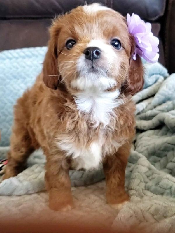 Cavapoo, Cavapoo puppies, cavapoo puppies for sale, cavapoo for sale, cavadoodle, cavapoo breeders, cavapoo dog, cavalier x poodle, cavalier doodle, Teacup Cavapoo, Cavadoodles, cavapoos, cavapoo puppy, cavapoo puppy for sale, cavapoo puppies for sale near me, cavapoos for sale, cavapoo puppies near me, cavapoos for sale near me, Cava poo, Cava poodle, Mini Cavapoo puppy, Mini Cavapoo, Mini Doodle Dogs, Cavapoos, Cavapoo puppies for sale, Cavoodle puppies, Cavoodle, toy cavoodle, Micro Cavapoo, Teacup Cavapoo, Precious Doodle Dogs, how big does a cavapoo get, how big do cavapoos get, what is a cavapoo, cavapoo puppies for sale near me, cavapoo breeders near me, cavoodle breeders near me, miniature cavoodle, cavapoo size, cavapoo puppies near me, teacup cavapoo, cava poo puppies, king charles spaniel, cavapoo breeders near me, cavapoo price, teacup cavapoo puppies for sale, red cavapoo,