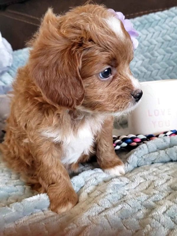 Cavapoo, Cavapoo puppies, cavapoo puppies for sale, cavapoo for sale, cavadoodle, cavapoo breeders, cavapoo dog, cavalier x poodle, cavalier doodle, Teacup Cavapoo, Cavadoodles, cavapoos, cavapoo puppy, cavapoo puppy for sale, cavapoo puppies for sale near me, cavapoos for sale, cavapoo puppies near me, cavapoos for sale near me, Cava poo, Cava poodle, Mini Cavapoo puppy, Mini Cavapoo, Mini Doodle Dogs, Cavapoos, Cavapoo puppies for sale, Cavoodle puppies, Cavoodle, toy cavoodle, Micro Cavapoo, Teacup Cavapoo, Precious Doodle Dogs, how big does a cavapoo get, how big do cavapoos get, what is a cavapoo, cavapoo puppies for sale near me, cavapoo breeders near me, cavoodle breeders near me, miniature cavoodle, cavapoo size, cavapoo puppies near me, teacup cavapoo, cava poo puppies, king charles spaniel, cavapoo breeders near me, cavapoo price, teacup cavapoo puppies for sale, red cavapoo,