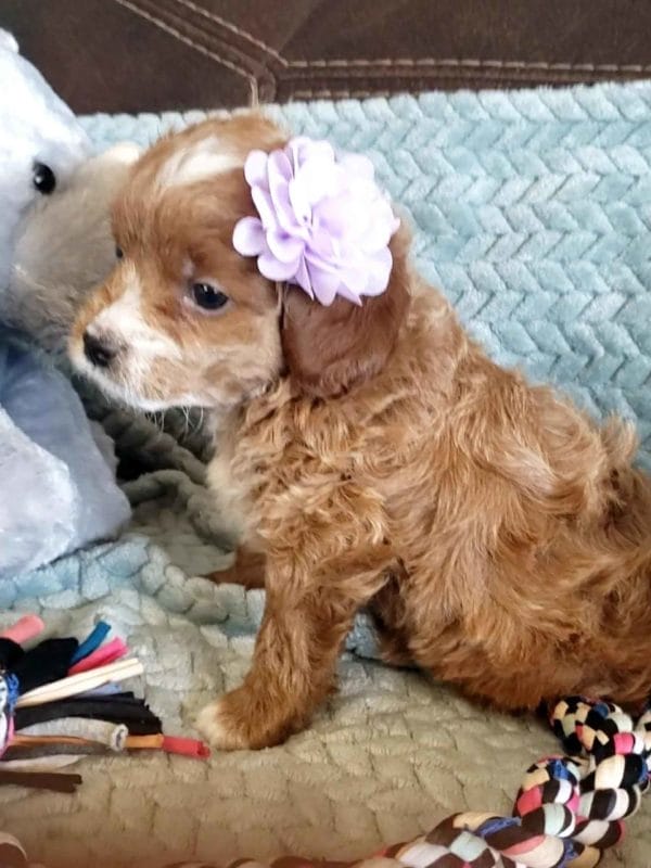 Cavapoo, Cavapoo puppies, cavapoo puppies for sale, cavapoo for sale, cavadoodle, cavapoo breeders, cavapoo dog, cavalier x poodle, cavalier doodle, Teacup Cavapoo, Cavadoodles, cavapoos, cavapoo puppy, cavapoo puppy for sale, cavapoo puppies for sale near me, cavapoos for sale, cavapoo puppies near me, cavapoos for sale near me, Cava poo, Cava poodle, Mini Cavapoo puppy, Mini Cavapoo, Mini Doodle Dogs, Cavapoos, Cavapoo puppies for sale, Cavoodle puppies, Cavoodle, toy cavoodle, Micro Cavapoo, Teacup Cavapoo, Precious Doodle Dogs, how big does a cavapoo get, how big do cavapoos get, what is a cavapoo, cavapoo puppies for sale near me, cavapoo breeders near me, cavoodle breeders near me, miniature cavoodle, cavapoo size, cavapoo puppies near me, teacup cavapoo, cava poo puppies, king charles spaniel, cavapoo breeders near me, cavapoo price, teacup cavapoo puppies for sale, red cavapoo,