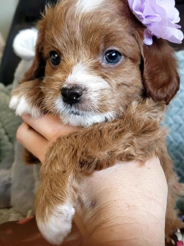 Cavapoo, Cavapoo puppies, cavapoo puppies for sale, cavapoo for sale, cavadoodle, cavapoo breeders, cavapoo dog, cavalier x poodle, cavalier doodle, Teacup Cavapoo, Cavadoodles, cavapoos, cavapoo puppy, cavapoo puppy for sale, cavapoo puppies for sale near me, cavapoos for sale, cavapoo puppies near me, cavapoos for sale near me, Cava poo, Cava poodle, Mini Cavapoo puppy, Mini Cavapoo, Mini Doodle Dogs, Cavapoos, Cavapoo puppies for sale, Cavoodle puppies, Cavoodle, toy cavoodle, Micro Cavapoo, Teacup Cavapoo, Precious Doodle Dogs, how big does a cavapoo get, how big do cavapoos get, what is a cavapoo, cavapoo puppies for sale near me, cavapoo breeders near me, cavoodle breeders near me, miniature cavoodle, cavapoo size, cavapoo puppies near me, teacup cavapoo, cava poo puppies, king charles spaniel, cavapoo breeders near me, cavapoo price, teacup cavapoo puppies for sale, red cavapoo,