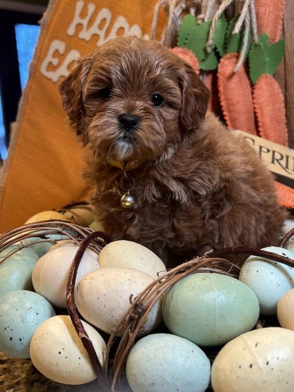 Goldendoodle, mini goldendoodle, goldendoodle puppies, golden doodle, mini golden doodle, teacup goldendoodle, goldendoodle doodle, goldendoodle puppies for sale, miniature goldendoodle, goldendoodle for sale, f1b goldendoodle, mini goldendoodle for sale, mini doodle, goldendoodle adoption, goldendoodle puppies for sale near me, black goldendoodle, f1 goldendoodle, mini goldendoodle puppies, teacup goldendoodle, goldendoodle price, f1b mini goldendoodle, goldendoodle breeders, doodle breeders, goldendoodles for sale near me, goldendoodles for adoption, goldendoodles near me, goldendoodle hypoallergenic, goldendoodle breeder, double doodles, mini golden doodle, goldendoodle labradoodle, doodle breeder, goldendoodle hair, goldendoodle puppies near me, miniature goldendoodle for sale, f1bb goldendoodle, f2b goldendoodle, red goldendoodle, golden mountain doodle, f2 goldendoodle, micro goldendoodle, medium goldendoodle, mini goldendoodle puppies for sale, apricot goldendoodle, mini goldendoodles for sale near me, standard goldendoodle, doodle puppies, goldendoodle breeders near me, mini goldendoodle puppies near me, micro mini goldendoodle, petite goldendoodle, goldendoodle rescue near me, mini goldendoodle near me, mini goldendoodle breeders, merle goldendoodle, double doodle puppies, mini goldendoodle adoption, doodles for sale, white goldendoodle, mini goldendoodle puppies for sale near me, brown goldendoodle, golden doodle puppies , adopt goldendoodles, chocolate goldendoodle, golden doodle dog, english goldendoodle, f1 mini goldendoodle, goldendoodle colors, doodle puppies for sale, doodles for sale near me, mini goldendoodle price, blue merle goldendoodle, adult goldendoodle, parti goldendoodle, doodles for sale near me, goldendoodle puppies for sale, mini goldendoodle breeders near me, english cream goldendoodle, miniature goldendoodle puppies for sale, phantom goldendoodle, goldendoodle cost, english doodle, petite mini goldendoodle, f1b goldendoodle for sale, doodle breeders near me, cream goldendoodle, miniature goldendoodle for sale near me, mini goldendoodle adoption near me, mini doodles for sale, black and white goldendoodles, teacup goldendoodle for sale, f3 goldendoodle, doodle puppies for sale near me, red mini goldendoodle, small goldendoodle, f1 goldendoodle puppies, teddybear goldendoodle, mini double doodle, micro goldendoodle for sale, f1 standard goldendoodle, f1bb, straight hair goldendoodle, large goldendoodle, f1bb mini goldendoodle, goldendoodle puppies for adoption, goldendoodle puppies for adoption near me, mini doodle puppies, lakeview doodles, mini doodle dogs, doodles near me, black goldendoodle puppy, f2b mini goldendoodle, teddy bear doodle, adult mini goldendoodle, black mini goldendoodle, irish goldendoodle, multigen goldendoodle, mini doodles for sale near me, fb1 goldendoodle, moyen goldendoodle, f2 mini goldendoodle, golden retriever doodle, f1b mini goldendoodle for sale, mini goldendoodle breeders, goldendoodle breeder near me, craigslist goldendoodle, f1b standard goldendoodle, silver goldendoodle, giant goldendoodle, buy goldendoodle, miniature goldendoodle puppies, wavy goldendoodle, aussie goldendoodle, 8 week old goldendoodle, curly goldendoodle, mini goldendoodle cost, akc goldendoodle, apricot mini goldendoodle, goldendoodle puppies price, mini goldendoodle adoption, red goldendoodle puppy, teacup mini goldendoodle, white mini goldendoodle, goldendoodle adoption near me, cute goldendoodle, medium sized goldendoodle, chocolate mini goldendoodle, black doodles, brown mini goldendoodle , white goldendoodle puppy, doodle breeder near me, goldendoodle mixed with golden retriever, mini goldendoodle breeder near me, black f1b goldendoodle, doodles adoption, mini golden doodle for sale, goldendoodle puppies adoption, mini goodle doodle for sale, cute golden doodles, sadie doodles, paw pad doodle, goldendoodle mixed with labradoodle, miniature mini goldendoodle, trained goldendoodles, miniature goldendoodle breeder, brushing a goldendoodle, shaving a goldendoodle,