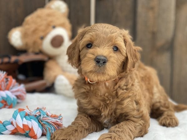 Bamboo - Teacup Goldendoodle Boy - Image 16