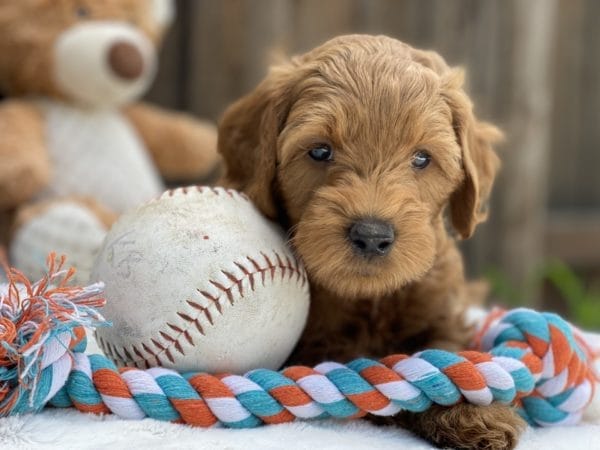 Bamboo - Teacup Goldendoodle Boy - Image 14