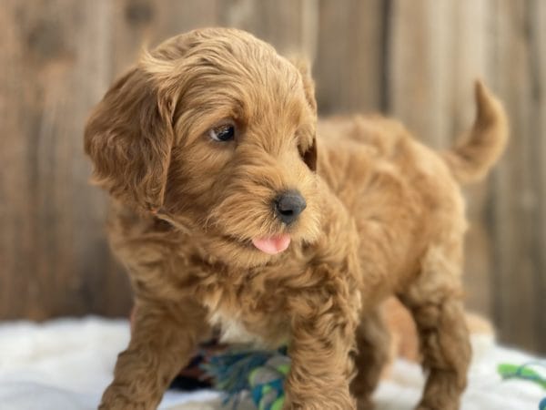 Bamboo - Teacup Goldendoodle Boy - Image 18