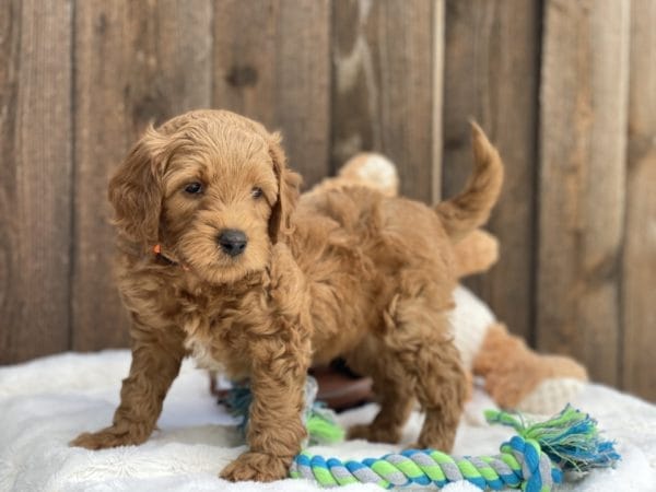 Bamboo - Teacup Goldendoodle Boy - Image 17