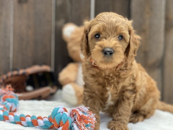 Bamboo - Teacup Goldendoodle Boy - Image 12