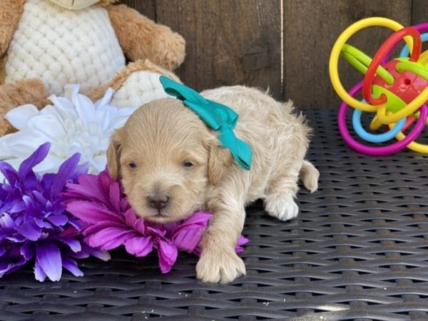 Moana - Teacup Goldendoodle Girl - Image 14