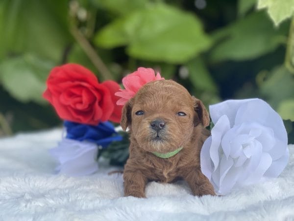 Micro GOLDENDOODLE PUPPIES, Micro Goldendoodle, Precious Doodle Dogs, Teacup Doodle Dogs, Goldendoodle, Doodle Dog, Golden Doodles, Goldendoodle for sale, Goldendoodle puppies for sale, Miniature goldendoodle, goldendoodle puppies, mini goldendoodle, mini puppies, mini goldendoodle size, Mini Doodle Dogs, f1 goldendoodle, golden retriever poodle, chocolate goldendoodle, small doodles, goldendoodle temperament, goldendoodle colors, goldendoodle price, white goldendoodle, f2 goldendoodle, mini goldendoodle price, mini goldendoodle full grown, f1 mini goldendoodle, f1b goldendoodle, parti goldendoodle, goldendoodles near me, english goldendoodle, australian goldendoodle, red goldendoodle, doodle breeds, brown goldendoodle, goldendoodle cost, adult mini goldendoodle, golden noodle dog, doodle dog breeds, miniature golden doodle, miniature puppies, golden retriever poodle mix, A Star is Born, A star is born goldendoodle, a star is born dog, Bradley Cooper's Dog, Bradley Cooper Dog, Bradley Cooper's Goldendoodle, arizona goldendoodles, goldendoodle training, goldendoodle size, how big do mini goldendoodles get, goldendoodle full grown, baby goldendoodle, goldendoodle houston, golden doodles for sale, adult goldendoodle, apricot goldendoodle, goldendoodle grooming, mini golden doodles, goldendoodle shedding, f2b goldendoodle, goldendoodle hypoallergenic, goldendoodle names, english cream goldendoodle, golden retriever and poodle mix, mini goldendoodle puppies, micro goldendoodle, mini goldendoodle puppies for sale, miniature goldendoodle for sale, goldendoodle puppies for adoption, teddy bear goldendoodle, mini goldendoodle rescue, medium goldendoodle, black goldendoodle, mini goldendoodle for sale near me, goldendoodle puppies for sale near me, mini doodle, doodle puppies, mini goldendoodle for sale, goldendoodle breeders near me, miniature goldendoodle for sale near me, toy goldendoodle, petite goldendoodle, golden doodle dog, miniature goldendoodle puppies, mini goldendoodle puppies for sale near me, goldendoodles for sale near me, mini goldedoodle breeders, goldendoodle adoption, f1b mini goldendoodle, small goldendoodle, teacup goldendoodle, goldendoodle puppies near me, goldendoodle breeders, how to groom a goldendoodle, great doodle puppies, golden doodle mix, goldendoodle tampa, goldendoodle facts, white doodle dog, white goldendoodle puppy, mini goldendoodle maryland, country mini doodles, goldendoodle los angeles, toy labradoodle puppies for sale, types of goldendoodles, mini golden retriever puppies, golden goldendoodle, mini golden retriever puppies for sale, miniature australian goldendoodle, goldendoodle sacramento, goldendoodle omaha, labradoodle goldendoodle, f1 medium goldendoodle, BEST goldendoodles, pictures of mini goldendoodles, teacup goldendoodle full grown, micro mini goldendoodle full grown, toy goldendoodle price, goldendoodle chicago, retriever doodle, teacup goldendoodle puppies for sale, cute goldendoodle, mini teddy bear puppies, miniature goldendoodle full grown, f2 mini goldendoodle, goldendoodle spokane, mini goldendoodle chicago, micro mini goldendoodle, how nbig do miniature goldendoodles get, brown mini goldendoodle, mini doodle breeds, poodle doodle dog, what is a mini goldendoodle, black mini goldendoodle, mini irish doodle puppies for sale, f1b goldendoodle size, toy golden doodles, chocolate brown goldendoodle puppies for sale, petite goldendoodle full grown, goldendoodle behavior, american goldendoodle, f1b medium goldendoodle, goldendoodle puppy cost, cute goldendoodle puppies, goldendoodle indianapolis, teddy goldendoodle, mini goldendoodle weight, teddy bear golden doodles, f1b goldendoodle puppies for sale, miniature goldendoodle size, chocolate goldendoodle puppy, english cream mini goldendoodle, doodle puppies near me, red miniature goldendoodle, cream goldendoodle, goldendoodle puppy cut, mini goldendoodle hypoallergenic, dog breed goldendoodle, goldendoodle poodle mixes, goldendoodle allergies, goldendoodle info, sandy ridge goldendoodles, lakeshore goldendoodles, toy goldendoodle puppies for sale, labradoodle and goldendoodle, goldendoodle las vegas, goldendoodle phoenix, doodle breeders near me, miniature goldendoodle weight, black and white goldendoodle, sarasota goldendoodles, mini goldendoodle dallas, a goldendoodle, what is a goldendoodle, goldendoodle dallas, mini golden doodles for sale, ginger doodle puppy, how much does a mini goldendoodle cost, goldendoodle san antonio, goldendoodle photos, goldendoodle cuts, chocolate mini goldendoodle, all about goldendoodles, goldendoodle cincinnati, black doodle dog, goldendoodle weight, miniature goldendoodle breeders, goldendoodle information, miniature goldendoodle puppies for sale, doodle puppies for sale near me, black labradoodle puppies for sale, goldendoodle seattle, golden doodles near me, teacup goldendoodle for sale, golden retriever poodle puppy, goldendoodle rochester ny, goldendoodle and poodle mix, akc goldendoodle, goldendoodle kansas city, mini goldendoodle facts, goldendoodle austin, goldendoodle doodle, goldendoodle tulsa, curly goldendoodle, brown goldendoodle puppies, f1b labradoodle puppies for sale, red mini goldendoodle, goldendoodle poodle, chocolate goldendoodle for sale, tiny goldendoodle, goldendoodle puppies breeders, english goldendoodle puppies for sale, mini golden labradoodle, f1b mini teddy bear goldendoodles, red goldendoodle puppies for sale, miniature golden retriever breeders, f1 goldendoodles for sale, teacup goldendoodle puppies, toy mini goldendoodle, xs petite goldendoodle, f2 goldendoodle puppies for sale, mini goldendoodle cost, black goldendoodle for sale, english teddy bear goldendoodle, small doodle dogs, goldendoodle nashville, english goldendoodle puppies, golden retriever poodle mix for sale, red goldendoodle puppy, parti goldendoodles for sale, english cream goldendoodles for sale, doodle puppies for sale, golden retriever poodle mix puppies, goldendoodle tucson, f1b mini goldendoodle puppies for sale, mini goldendoodle breeders northeast, teddy bear goldendoodle, toy goldendoodle rescue, petite mini goldendoodle, goldendoodle stuff, mini goldendoodles near me, teddy bear goldendoodle puppies, f1 goldendoodle puppies, teddy bear goldendoodles for sale, silver goldendoodle, buy goldendoodle, mini golden doodle dog, teddy bear goldendoodles mini, micro mini goldendoodle puppies for sale, goldendoodle dogs for sale, best goldendoodle breeders, chocolate goldendoodle puppies for sale, doodle dogs for sale, toy goldendoodle puppies, mini doodle dog, toy goldendoodle breeders, doodles for sale, goldendoodle hypoallergenic dog, mini goldendoodle breeders near me, english goldendoodle breeders, f1b mini goldendoodle for sale, teacup goldendoodle price, petite goldendoodle for sale, mini english goldendoodle, mini goldendoodle info, miniature goldendoodle puppies for sale near me, black goldendoodle puppies for sale, f1 goldendoodle puppies for sale, Micro Goldendoodles AL, Micro Goldendoodles AK, Micro Goldendoodles AZ, Micro Goldendoodles AR, Micro Goldendoodles CA, Micro Goldendoodles CO, Micro Goldendoodles CT, Micro Goldendoodles DE, Micro Goldendoodles FL, Micro Goldendoodles GA, Micro Goldendoodles HI, Micro Goldendoodles ID, Micro Goldendoodles IL, Micro Goldendoodles IN, Micro Goldendoodles IA, Micro Goldendoodles KS, Micro Goldendoodles KY, Micro Goldendoodles LA, Micro Goldendoodles ME, Micro Goldendoodles MD, Micro Goldendoodles MA, Micro Goldendoodles MI, Micro Goldendoodles MN, Micro Goldendoodles MS, Micro Goldendoodles MO, Micro Goldendoodles MT, Micro Goldendoodles NE, Micro Goldendoodles NV, Micro Goldendoodles NH, Micro Goldendoodles NJ, Micro Goldendoodles NM, Micro Goldendoodles NY, Micro Goldendoodles NC, Micro Goldendoodles ND, Micro Goldendoodles OH, Micro Goldendoodles OK, Micro Goldendoodles OR, Micro Goldendoodles PA, Micro Goldendoodles RI, Micro Goldendoodles SC, Micro Goldendoodles SD, Micro Goldendoodles TN, Micro Goldendoodles TX, Micro Goldendoodles UT, Micro Goldendoodles VT, Micro Goldendoodles VA, Micro Goldendoodles WA, Micro Goldendoodles WV, Micro Goldendoodles WI, Micro Goldendoodles WY, Micro Golden Doodles AL, Micro Golden Doodles AK, Micro Golden Doodles AZ, Micro Golden Doodles AR, Micro Golden Doodles CA, Micro Golden Doodles CO, Micro Golden Doodles CT, Micro Golden Doodles DE, Micro Golden Doodles FL, Micro Golden Doodles GA, Micro Golden Doodles HI, Micro Golden Doodles ID, Micro Golden Doodles IL, Micro Golden Doodles IN, Micro Golden Doodles IA, Micro Golden Doodles KS, Micro Golden Doodles KY, Micro Golden Doodles LA, Micro Golden Doodles ME, Micro Golden Doodles MD, Micro Golden Doodles MA, Micro Golden Doodles MI, Micro Golden Doodles MN, Micro Golden Doodles MS, Micro Golden Doodles MO, Micro Golden Doodles MT, Micro Golden Doodles NE, Micro Golden Doodles NV, Micro Golden Doodles NH, Micro Golden Doodles NJ, Micro Golden Doodles NM, Micro Golden Doodles NY, Micro Golden Doodles NC, Micro Golden Doodles ND, Micro Golden Doodles OH, Micro Golden Doodles OK, Micro Golden Doodles OR, Micro Golden Doodles PA, Micro Golden Doodles RI, Micro Golden Doodles SC, Micro Golden Doodles SD, Micro Golden Doodles TN, Micro Golden Doodles TX, Micro Golden Doodles UT, Micro Golden Doodles VT, Micro Golden Doodles VA, Micro Golden Doodles WA, Micro Golden Doodles WV, Micro Golden Doodles WI, Micro Golden Doodles WY, Micro Goldendoodle Alabama, Micro Goldendoodle Alaska, Micro Goldendoodle Arizona, Micro Goldendoodle Arkansas, Micro Goldendoodle California, Micro Goldendoodle Colorado, Micro Goldendoodle Connecticut, Micro Goldendoodle Delaware, Micro Goldendoodle Florida, Micro Goldendoodle Georgia, Micro Goldendoodle Hawaii, Micro Goldendoodle Idaho, Micro Goldendoodle Illinois, Micro Goldendoodle Indiana, Micro Goldendoodle Iowa, Micro Goldendoodle Kansas, Micro Goldendoodle Kentucky, Micro Goldendoodle Louisiana, Micro Goldendoodle Maine, Micro Goldendoodle Maryland, Micro Goldendoodle Massachusetts, Micro Goldendoodle Michigan, Micro Goldendoodle Minnesota, Micro Goldendoodle Mississippi, Micro Goldendoodle Missouri, Micro Goldendoodle Montana, Micro Goldendoodle Nebraska, Micro Goldendoodle Nevada, Micro Goldendoodle New Hampshire, Micro Goldendoodle New Jersey, Micro Goldendoodle New Mexico, Micro Goldendoodle New York, Micro Goldendoodle North Carolina, Micro Goldendoodle North Dakota, Micro Goldendoodle Ohio, Micro Goldendoodle Oklahoma, Micro Goldendoodle Oregon, Micro Goldendoodle Pennsylvania, Micro Goldendoodle Rhode Island, Micro Goldendoodle South Carolina, Micro Goldendoodle South Dakota, Micro Goldendoodle Tennessee, Micro Goldendoodle Texas, Micro Goldendoodle Utah, Micro Goldendoodle Vermont, Micro Goldendoodle Virginia, Micro Goldendoodle Washington, Micro Goldendoodle West Virginia, Micro Goldendoodle Wisconsin, Micro Goldendoodle Wyoming, Micro Goldendoodle breeders AL, Micro Goldendoodle breeders AK, Micro Goldendoodle breeders AZ, Micro Goldendoodle breeders AR, Micro Goldendoodle breeders CA, Micro Goldendoodle breeders CO, Micro Goldendoodle breeders CT, Micro Goldendoodle breeders DE, Micro Goldendoodle breeders FL, Micro Goldendoodle breeders GA, Micro Goldendoodle breeders HI, Micro Goldendoodle breeders ID, Micro Goldendoodle breeders IL, Micro Goldendoodle breeders IN, Micro Goldendoodle breeders IA, Micro Goldendoodle breeders KS, Micro Goldendoodle breeders KY, Micro Goldendoodle breeders LA, Micro Goldendoodle breeders ME, Micro Goldendoodle breeders MD, Micro Goldendoodle breeders MA, Micro Goldendoodle breeders MI, Micro Goldendoodle breeders MN, Micro Goldendoodle breeders MS, Micro Goldendoodle breeders MO, Micro Goldendoodle breeders MT, Micro Goldendoodle breeders NE, Micro Goldendoodle breeders NV, Micro Goldendoodle breeders NH, Micro Goldendoodle breeders NJ, Micro Goldendoodle breeders NM, Micro Goldendoodle breeders NY, Micro Goldendoodle breeders NC, Micro Goldendoodle breeders ND, Micro Goldendoodle breeders OH, Micro Goldendoodle breeders OK, Micro Goldendoodle breeders OR, Micro Goldendoodle breeders PA, Micro Goldendoodle breeders RI, Micro Goldendoodle breeders SC, Micro Goldendoodle breeders SD, Micro Goldendoodle breeders TN, Micro Goldendoodle breeders TX, Micro Goldendoodle breeders UT, Micro Goldendoodle breeders VT, Micro Goldendoodle breeders VA, Micro Goldendoodle breeders WA, Micro Goldendoodle breeders WV, Micro Goldendoodle breeders WI, Micro Goldendoodle breeders WY, Micro Golden doodle puppies for sale in AL, Micro Golden doodle puppies for sale in AK, Micro Golden doodle puppies for sale in AZ, Micro Golden doodle puppies for sale in AR, Micro Golden doodle puppies for sale in CA, Micro Golden doodle puppies for sale in CO, Micro Golden doodle puppies for sale in CT, Micro Golden doodle puppies for sale in DE, Micro Golden doodle puppies for sale in FL, Micro Golden doodle puppies for sale in GA, Micro Golden doodle puppies for sale in HI, Micro Golden doodle puppies for sale in ID, Micro Golden doodle puppies for sale in IL, Micro Golden doodle puppies for sale in IN, Micro Golden doodle puppies for sale in IA, Micro Golden doodle puppies for sale in KS, Micro Golden doodle puppies for sale in KY, Micro Golden doodle puppies for sale in LA, Micro Golden doodle puppies for sale in ME, Micro Golden doodle puppies for sale in MD, Micro Golden doodle puppies for sale in MA, Micro Golden doodle puppies for sale in MI, Micro Golden doodle puppies for sale in MN, Micro Golden doodle puppies for sale in MS, Micro Golden doodle puppies for sale in MO, Micro Golden doodle puppies for sale in MT, Micro Golden doodle puppies for sale in NE, Micro Golden doodle puppies for sale in NV, Micro Golden doodle puppies for sale in NH, Micro Golden doodle puppies for sale in NJ, Micro Golden doodle puppies for sale in NM, Micro Golden doodle puppies for sale in NY, Micro Golden doodle puppies for sale in NC, Micro Golden doodle puppies for sale in ND, Micro Golden doodle puppies for sale in OH, Micro Golden doodle puppies for sale in OK, Micro Golden doodle puppies for sale in OR, Micro Golden doodle puppies for sale in PA, Micro Golden doodle puppies for sale in RI, Micro Golden doodle puppies for sale in SC, Micro Golden doodle puppies for sale in SD, Micro Golden doodle puppies for sale in TN, Micro Golden doodle puppies for sale in TX, Micro Golden doodle puppies for sale in UT, Micro Golden doodle puppies for sale in VT, Micro Golden doodle puppies for sale in VA, Micro Golden doodle puppies for sale in WA, Micro Golden doodle puppies for sale in WV, Micro Golden doodle puppies for sale in WI, Micro Golden doodle puppies for sale in WY, Micro Goldendoodles for sale in AL, Micro Goldendoodles for sale in AK, Micro Goldendoodles for sale in AZ, Micro Goldendoodles for sale in AR, Micro Goldendoodles for sale in CA, Micro Goldendoodles for sale in CO, Micro Goldendoodles for sale in CT, Micro Goldendoodles for sale in DE, Micro Goldendoodles for sale in FL, Micro Goldendoodles for sale in GA, Micro Goldendoodles for sale in HI, Micro Goldendoodles for sale in ID, Micro Goldendoodles for sale in IL, Micro Goldendoodles for sale in IN, Micro Goldendoodles for sale in IA, Micro Goldendoodles for sale in KS, Micro Goldendoodles for sale in KY, Micro Goldendoodles for sale in LA, Micro Goldendoodles for sale in ME, Micro Goldendoodles for sale in MD, Micro Goldendoodles for sale in MA, Micro Goldendoodles for sale in MI, Micro Goldendoodles for sale in MN, Micro Goldendoodles for sale in MS, Micro Goldendoodles for sale in MO, Micro Goldendoodles for sale in MT, Micro Goldendoodles for sale in NE, Micro Goldendoodles for sale in NV, Micro Goldendoodles for sale in NH, Micro Goldendoodles for sale in NJ, Micro Goldendoodles for sale in NM, Micro Goldendoodles for sale in NY, Micro Goldendoodles for sale in NC, Micro Goldendoodles for sale in ND, Micro Goldendoodles for sale in OH, Micro Goldendoodles for sale in OK, Micro Goldendoodles for sale in OR, Micro Goldendoodles for sale in PA, Micro Goldendoodles for sale in RI, Micro Goldendoodles for sale in SC, Micro Goldendoodles for sale in SD, Micro Goldendoodles for sale in TN, Micro Goldendoodles for sale in TX, Micro Goldendoodles for sale in UT, Micro Goldendoodles for sale in VT, Micro Goldendoodles for sale in VA, Micro Goldendoodles for sale in WA, Micro Goldendoodles for sale in WV, Micro Goldendoodles for sale in WI, Micro Goldendoodles for sale in WY, Micro Golden doodles Alabama, Micro Golden doodles Alaska, Micro Golden doodles Arizona, Micro Golden doodles Arkansas, Micro Golden doodles California, Micro Golden doodles Colorado, Micro Golden doodles Connecticut, Micro Golden doodles Delaware, Micro Golden doodles Florida, Micro Golden doodles Georgia, Micro Golden doodles Hawaii, Micro Golden doodles Idaho, Micro Golden doodles Illinois, Micro Golden doodles Indiana, Micro Golden doodles Iowa, Micro Golden doodles Kansas, Micro Golden doodles Kentucky, Micro Golden doodles Louisiana, Micro Golden doodles Maine, Micro Golden doodles Maryland, Micro Golden doodles Massachusetts, Micro Golden doodles Michigan, Micro Golden doodles Minnesota, Micro Golden doodles Mississippi, Micro Golden doodles Missouri, Micro Golden doodles Montana, Micro Golden doodles Nebraska, Micro Golden doodles Nevada, Micro Golden doodles New Hampshire, Micro Golden doodles New Jersey, Micro Golden doodles New Mexico, Micro Golden doodles New York, Micro Golden doodles North Carolina, Micro Golden doodles North Dakota, Micro Golden doodles Ohio, Micro Golden doodles Oklahoma, Micro Golden doodles Oregon, Micro Golden doodles Pennsylvania, Micro Golden doodles Rhode Island, Micro Golden doodles South Carolina, Micro Golden doodles South Dakota, Micro Golden doodles Tennessee, Micro Golden doodles Texas, Micro Golden doodles Utah, Micro Golden doodles Vermont, Micro Golden doodles Virginia, Micro Golden doodles Washington, Micro Golden doodles West Virginia, Micro Golden doodles Wisconsin, Micro Golden doodles Wyoming, Golden doodle Breeders AL, Golden doodle Breeders AK, Golden doodle Breeders AZ, Golden doodle Breeders AR, Golden doodle Breeders CA, Golden doodle Breeders CO, Golden doodle Breeders CT, Golden doodle Breeders DE, Golden doodle Breeders FL, Golden doodle Breeders GA, Golden doodle Breeders HI, Golden doodle Breeders ID, Golden doodle Breeders IL, Golden doodle Breeders IN, Golden doodle Breeders IA, Golden doodle Breeders KS, Golden doodle Breeders KY, Golden doodle Breeders LA, Golden doodle Breeders ME, Golden doodle Breeders MD, Golden doodle Breeders MA, Golden doodle Breeders MI, Golden doodle Breeders MN, Golden doodle Breeders MS, Golden doodle Breeders MO, Golden doodle Breeders MT, Golden doodle Breeders NE, Golden doodle Breeders NV, Golden doodle Breeders NH, Golden doodle Breeders NJ, Golden doodle Breeders NM, Golden doodle Breeders NY, Golden doodle Breeders NC, Golden doodle Breeders ND, Golden doodle Breeders OH, Golden doodle Breeders OK, Golden doodle Breeders OR, Golden doodle Breeders PA, Golden doodle Breeders RI, Golden doodle Breeders SC, Golden doodle Breeders SD, Golden doodle Breeders TN, Golden doodle Breeders TX, Golden doodle Breeders UT, Golden doodle Breeders VT, Golden doodle Breeders VA, Golden doodle Breeders WA, Golden doodle Breeders WV, Golden doodle Breeders WI, Golden doodle Breeders WY, Micro Golden doodles for sale in AL, Micro Golden doodles for sale in AK, Micro Golden doodles for sale in AZ, Micro Golden doodles for sale in AR, Micro Golden doodles for sale in CA, Micro Golden doodles for sale in CO, Micro Golden doodles for sale in CT, Micro Golden doodles for sale in DE, Micro Golden doodles for sale in FL, Micro Golden doodles for sale in GA, Micro Golden doodles for sale in HI, Micro Golden doodles for sale in ID, Micro Golden doodles for sale in IL, Micro Golden doodles for sale in IN, Micro Golden doodles for sale in IA, Micro Golden doodles for sale in KS, Micro Golden doodles for sale in KY, Micro Golden doodles for sale in LA, Micro Golden doodles for sale in ME, Micro Golden doodles for sale in MD, Micro Golden doodles for sale in MA, Micro Golden doodles for sale in MI, Micro Golden doodles for sale in MN, Micro Golden doodles for sale in MS, Micro Golden doodles for sale in MO, Micro Golden doodles for sale in MT, Micro Golden doodles for sale in NE, Micro Golden doodles for sale in NV, Micro Golden doodles for sale in NH, Micro Golden doodles for sale in NJ, Micro Golden doodles for sale in NM, Micro Golden doodles for sale in NY, Micro Golden doodles for sale in NC, Micro Golden doodles for sale in ND, Micro Golden doodles for sale in OH, Micro Golden doodles for sale in OK, Micro Golden doodles for sale in OR, Micro Golden doodles for sale in PA, Micro Golden doodles for sale in RI, Micro Golden doodles for sale in SC, Micro Golden doodles for sale in SD, Micro Golden doodles for sale in TN, Micro Golden doodles for sale in TX, Micro Golden doodles for sale in UT, Micro Golden doodles for sale in VT, Micro Golden doodles for sale in VA, Micro Golden doodles for sale in WA, Micro Golden doodles for sale in WV, Micro Golden doodles for sale in WI, Micro Golden doodles for sale in WY,