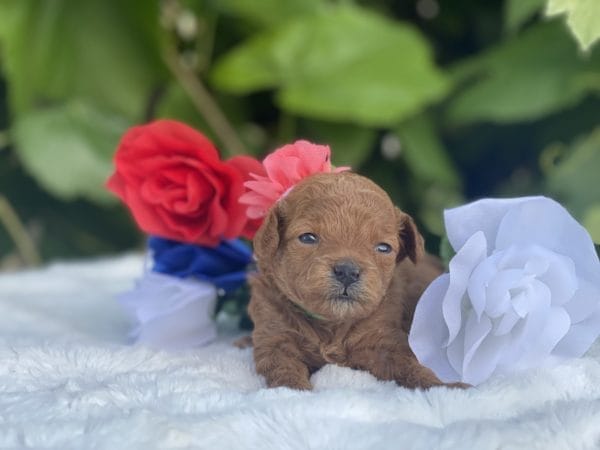 Micro GOLDENDOODLE PUPPIES, Micro Goldendoodle, Precious Doodle Dogs, Teacup Doodle Dogs, Goldendoodle, Doodle Dog, Golden Doodles, Goldendoodle for sale, Goldendoodle puppies for sale, Miniature goldendoodle, goldendoodle puppies, mini goldendoodle, mini puppies, mini goldendoodle size, Mini Doodle Dogs, f1 goldendoodle, golden retriever poodle, chocolate goldendoodle, small doodles, goldendoodle temperament, goldendoodle colors, goldendoodle price, white goldendoodle, f2 goldendoodle, mini goldendoodle price, mini goldendoodle full grown, f1 mini goldendoodle, f1b goldendoodle, parti goldendoodle, goldendoodles near me, english goldendoodle, australian goldendoodle, red goldendoodle, doodle breeds, brown goldendoodle, goldendoodle cost, adult mini goldendoodle, golden noodle dog, doodle dog breeds, miniature golden doodle, miniature puppies, golden retriever poodle mix, A Star is Born, A star is born goldendoodle, a star is born dog, Bradley Cooper's Dog, Bradley Cooper Dog, Bradley Cooper's Goldendoodle, arizona goldendoodles, goldendoodle training, goldendoodle size, how big do mini goldendoodles get, goldendoodle full grown, baby goldendoodle, goldendoodle houston, golden doodles for sale, adult goldendoodle, apricot goldendoodle, goldendoodle grooming, mini golden doodles, goldendoodle shedding, f2b goldendoodle, goldendoodle hypoallergenic, goldendoodle names, english cream goldendoodle, golden retriever and poodle mix, mini goldendoodle puppies, micro goldendoodle, mini goldendoodle puppies for sale, miniature goldendoodle for sale, goldendoodle puppies for adoption, teddy bear goldendoodle, mini goldendoodle rescue, medium goldendoodle, black goldendoodle, mini goldendoodle for sale near me, goldendoodle puppies for sale near me, mini doodle, doodle puppies, mini goldendoodle for sale, goldendoodle breeders near me, miniature goldendoodle for sale near me, toy goldendoodle, petite goldendoodle, golden doodle dog, miniature goldendoodle puppies, mini goldendoodle puppies for sale near me, goldendoodles for sale near me, mini goldedoodle breeders, goldendoodle adoption, f1b mini goldendoodle, small goldendoodle, teacup goldendoodle, goldendoodle puppies near me, goldendoodle breeders, how to groom a goldendoodle, great doodle puppies, golden doodle mix, goldendoodle tampa, goldendoodle facts, white doodle dog, white goldendoodle puppy, mini goldendoodle maryland, country mini doodles, goldendoodle los angeles, toy labradoodle puppies for sale, types of goldendoodles, mini golden retriever puppies, golden goldendoodle, mini golden retriever puppies for sale, miniature australian goldendoodle, goldendoodle sacramento, goldendoodle omaha, labradoodle goldendoodle, f1 medium goldendoodle, BEST goldendoodles, pictures of mini goldendoodles, teacup goldendoodle full grown, micro mini goldendoodle full grown, toy goldendoodle price, goldendoodle chicago, retriever doodle, teacup goldendoodle puppies for sale, cute goldendoodle, mini teddy bear puppies, miniature goldendoodle full grown, f2 mini goldendoodle, goldendoodle spokane, mini goldendoodle chicago, micro mini goldendoodle, how nbig do miniature goldendoodles get, brown mini goldendoodle, mini doodle breeds, poodle doodle dog, what is a mini goldendoodle, black mini goldendoodle, mini irish doodle puppies for sale, f1b goldendoodle size, toy golden doodles, chocolate brown goldendoodle puppies for sale, petite goldendoodle full grown, goldendoodle behavior, american goldendoodle, f1b medium goldendoodle, goldendoodle puppy cost, cute goldendoodle puppies, goldendoodle indianapolis, teddy goldendoodle, mini goldendoodle weight, teddy bear golden doodles, f1b goldendoodle puppies for sale, miniature goldendoodle size, chocolate goldendoodle puppy, english cream mini goldendoodle, doodle puppies near me, red miniature goldendoodle, cream goldendoodle, goldendoodle puppy cut, mini goldendoodle hypoallergenic, dog breed goldendoodle, goldendoodle poodle mixes, goldendoodle allergies, goldendoodle info, sandy ridge goldendoodles, lakeshore goldendoodles, toy goldendoodle puppies for sale, labradoodle and goldendoodle, goldendoodle las vegas, goldendoodle phoenix, doodle breeders near me, miniature goldendoodle weight, black and white goldendoodle, sarasota goldendoodles, mini goldendoodle dallas, a goldendoodle, what is a goldendoodle, goldendoodle dallas, mini golden doodles for sale, ginger doodle puppy, how much does a mini goldendoodle cost, goldendoodle san antonio, goldendoodle photos, goldendoodle cuts, chocolate mini goldendoodle, all about goldendoodles, goldendoodle cincinnati, black doodle dog, goldendoodle weight, miniature goldendoodle breeders, goldendoodle information, miniature goldendoodle puppies for sale, doodle puppies for sale near me, black labradoodle puppies for sale, goldendoodle seattle, golden doodles near me, teacup goldendoodle for sale, golden retriever poodle puppy, goldendoodle rochester ny, goldendoodle and poodle mix, akc goldendoodle, goldendoodle kansas city, mini goldendoodle facts, goldendoodle austin, goldendoodle doodle, goldendoodle tulsa, curly goldendoodle, brown goldendoodle puppies, f1b labradoodle puppies for sale, red mini goldendoodle, goldendoodle poodle, chocolate goldendoodle for sale, tiny goldendoodle, goldendoodle puppies breeders, english goldendoodle puppies for sale, mini golden labradoodle, f1b mini teddy bear goldendoodles, red goldendoodle puppies for sale, miniature golden retriever breeders, f1 goldendoodles for sale, teacup goldendoodle puppies, toy mini goldendoodle, xs petite goldendoodle, f2 goldendoodle puppies for sale, mini goldendoodle cost, black goldendoodle for sale, english teddy bear goldendoodle, small doodle dogs, goldendoodle nashville, english goldendoodle puppies, golden retriever poodle mix for sale, red goldendoodle puppy, parti goldendoodles for sale, english cream goldendoodles for sale, doodle puppies for sale, golden retriever poodle mix puppies, goldendoodle tucson, f1b mini goldendoodle puppies for sale, mini goldendoodle breeders northeast, teddy bear goldendoodle, toy goldendoodle rescue, petite mini goldendoodle, goldendoodle stuff, mini goldendoodles near me, teddy bear goldendoodle puppies, f1 goldendoodle puppies, teddy bear goldendoodles for sale, silver goldendoodle, buy goldendoodle, mini golden doodle dog, teddy bear goldendoodles mini, micro mini goldendoodle puppies for sale, goldendoodle dogs for sale, best goldendoodle breeders, chocolate goldendoodle puppies for sale, doodle dogs for sale, toy goldendoodle puppies, mini doodle dog, toy goldendoodle breeders, doodles for sale, goldendoodle hypoallergenic dog, mini goldendoodle breeders near me, english goldendoodle breeders, f1b mini goldendoodle for sale, teacup goldendoodle price, petite goldendoodle for sale, mini english goldendoodle, mini goldendoodle info, miniature goldendoodle puppies for sale near me, black goldendoodle puppies for sale, f1 goldendoodle puppies for sale, Micro Goldendoodles AL, Micro Goldendoodles AK, Micro Goldendoodles AZ, Micro Goldendoodles AR, Micro Goldendoodles CA, Micro Goldendoodles CO, Micro Goldendoodles CT, Micro Goldendoodles DE, Micro Goldendoodles FL, Micro Goldendoodles GA, Micro Goldendoodles HI, Micro Goldendoodles ID, Micro Goldendoodles IL, Micro Goldendoodles IN, Micro Goldendoodles IA, Micro Goldendoodles KS, Micro Goldendoodles KY, Micro Goldendoodles LA, Micro Goldendoodles ME, Micro Goldendoodles MD, Micro Goldendoodles MA, Micro Goldendoodles MI, Micro Goldendoodles MN, Micro Goldendoodles MS, Micro Goldendoodles MO, Micro Goldendoodles MT, Micro Goldendoodles NE, Micro Goldendoodles NV, Micro Goldendoodles NH, Micro Goldendoodles NJ, Micro Goldendoodles NM, Micro Goldendoodles NY, Micro Goldendoodles NC, Micro Goldendoodles ND, Micro Goldendoodles OH, Micro Goldendoodles OK, Micro Goldendoodles OR, Micro Goldendoodles PA, Micro Goldendoodles RI, Micro Goldendoodles SC, Micro Goldendoodles SD, Micro Goldendoodles TN, Micro Goldendoodles TX, Micro Goldendoodles UT, Micro Goldendoodles VT, Micro Goldendoodles VA, Micro Goldendoodles WA, Micro Goldendoodles WV, Micro Goldendoodles WI, Micro Goldendoodles WY, Micro Golden Doodles AL, Micro Golden Doodles AK, Micro Golden Doodles AZ, Micro Golden Doodles AR, Micro Golden Doodles CA, Micro Golden Doodles CO, Micro Golden Doodles CT, Micro Golden Doodles DE, Micro Golden Doodles FL, Micro Golden Doodles GA, Micro Golden Doodles HI, Micro Golden Doodles ID, Micro Golden Doodles IL, Micro Golden Doodles IN, Micro Golden Doodles IA, Micro Golden Doodles KS, Micro Golden Doodles KY, Micro Golden Doodles LA, Micro Golden Doodles ME, Micro Golden Doodles MD, Micro Golden Doodles MA, Micro Golden Doodles MI, Micro Golden Doodles MN, Micro Golden Doodles MS, Micro Golden Doodles MO, Micro Golden Doodles MT, Micro Golden Doodles NE, Micro Golden Doodles NV, Micro Golden Doodles NH, Micro Golden Doodles NJ, Micro Golden Doodles NM, Micro Golden Doodles NY, Micro Golden Doodles NC, Micro Golden Doodles ND, Micro Golden Doodles OH, Micro Golden Doodles OK, Micro Golden Doodles OR, Micro Golden Doodles PA, Micro Golden Doodles RI, Micro Golden Doodles SC, Micro Golden Doodles SD, Micro Golden Doodles TN, Micro Golden Doodles TX, Micro Golden Doodles UT, Micro Golden Doodles VT, Micro Golden Doodles VA, Micro Golden Doodles WA, Micro Golden Doodles WV, Micro Golden Doodles WI, Micro Golden Doodles WY, Micro Goldendoodle Alabama, Micro Goldendoodle Alaska, Micro Goldendoodle Arizona, Micro Goldendoodle Arkansas, Micro Goldendoodle California, Micro Goldendoodle Colorado, Micro Goldendoodle Connecticut, Micro Goldendoodle Delaware, Micro Goldendoodle Florida, Micro Goldendoodle Georgia, Micro Goldendoodle Hawaii, Micro Goldendoodle Idaho, Micro Goldendoodle Illinois, Micro Goldendoodle Indiana, Micro Goldendoodle Iowa, Micro Goldendoodle Kansas, Micro Goldendoodle Kentucky, Micro Goldendoodle Louisiana, Micro Goldendoodle Maine, Micro Goldendoodle Maryland, Micro Goldendoodle Massachusetts, Micro Goldendoodle Michigan, Micro Goldendoodle Minnesota, Micro Goldendoodle Mississippi, Micro Goldendoodle Missouri, Micro Goldendoodle Montana, Micro Goldendoodle Nebraska, Micro Goldendoodle Nevada, Micro Goldendoodle New Hampshire, Micro Goldendoodle New Jersey, Micro Goldendoodle New Mexico, Micro Goldendoodle New York, Micro Goldendoodle North Carolina, Micro Goldendoodle North Dakota, Micro Goldendoodle Ohio, Micro Goldendoodle Oklahoma, Micro Goldendoodle Oregon, Micro Goldendoodle Pennsylvania, Micro Goldendoodle Rhode Island, Micro Goldendoodle South Carolina, Micro Goldendoodle South Dakota, Micro Goldendoodle Tennessee, Micro Goldendoodle Texas, Micro Goldendoodle Utah, Micro Goldendoodle Vermont, Micro Goldendoodle Virginia, Micro Goldendoodle Washington, Micro Goldendoodle West Virginia, Micro Goldendoodle Wisconsin, Micro Goldendoodle Wyoming, Micro Goldendoodle breeders AL, Micro Goldendoodle breeders AK, Micro Goldendoodle breeders AZ, Micro Goldendoodle breeders AR, Micro Goldendoodle breeders CA, Micro Goldendoodle breeders CO, Micro Goldendoodle breeders CT, Micro Goldendoodle breeders DE, Micro Goldendoodle breeders FL, Micro Goldendoodle breeders GA, Micro Goldendoodle breeders HI, Micro Goldendoodle breeders ID, Micro Goldendoodle breeders IL, Micro Goldendoodle breeders IN, Micro Goldendoodle breeders IA, Micro Goldendoodle breeders KS, Micro Goldendoodle breeders KY, Micro Goldendoodle breeders LA, Micro Goldendoodle breeders ME, Micro Goldendoodle breeders MD, Micro Goldendoodle breeders MA, Micro Goldendoodle breeders MI, Micro Goldendoodle breeders MN, Micro Goldendoodle breeders MS, Micro Goldendoodle breeders MO, Micro Goldendoodle breeders MT, Micro Goldendoodle breeders NE, Micro Goldendoodle breeders NV, Micro Goldendoodle breeders NH, Micro Goldendoodle breeders NJ, Micro Goldendoodle breeders NM, Micro Goldendoodle breeders NY, Micro Goldendoodle breeders NC, Micro Goldendoodle breeders ND, Micro Goldendoodle breeders OH, Micro Goldendoodle breeders OK, Micro Goldendoodle breeders OR, Micro Goldendoodle breeders PA, Micro Goldendoodle breeders RI, Micro Goldendoodle breeders SC, Micro Goldendoodle breeders SD, Micro Goldendoodle breeders TN, Micro Goldendoodle breeders TX, Micro Goldendoodle breeders UT, Micro Goldendoodle breeders VT, Micro Goldendoodle breeders VA, Micro Goldendoodle breeders WA, Micro Goldendoodle breeders WV, Micro Goldendoodle breeders WI, Micro Goldendoodle breeders WY, Micro Golden doodle puppies for sale in AL, Micro Golden doodle puppies for sale in AK, Micro Golden doodle puppies for sale in AZ, Micro Golden doodle puppies for sale in AR, Micro Golden doodle puppies for sale in CA, Micro Golden doodle puppies for sale in CO, Micro Golden doodle puppies for sale in CT, Micro Golden doodle puppies for sale in DE, Micro Golden doodle puppies for sale in FL, Micro Golden doodle puppies for sale in GA, Micro Golden doodle puppies for sale in HI, Micro Golden doodle puppies for sale in ID, Micro Golden doodle puppies for sale in IL, Micro Golden doodle puppies for sale in IN, Micro Golden doodle puppies for sale in IA, Micro Golden doodle puppies for sale in KS, Micro Golden doodle puppies for sale in KY, Micro Golden doodle puppies for sale in LA, Micro Golden doodle puppies for sale in ME, Micro Golden doodle puppies for sale in MD, Micro Golden doodle puppies for sale in MA, Micro Golden doodle puppies for sale in MI, Micro Golden doodle puppies for sale in MN, Micro Golden doodle puppies for sale in MS, Micro Golden doodle puppies for sale in MO, Micro Golden doodle puppies for sale in MT, Micro Golden doodle puppies for sale in NE, Micro Golden doodle puppies for sale in NV, Micro Golden doodle puppies for sale in NH, Micro Golden doodle puppies for sale in NJ, Micro Golden doodle puppies for sale in NM, Micro Golden doodle puppies for sale in NY, Micro Golden doodle puppies for sale in NC, Micro Golden doodle puppies for sale in ND, Micro Golden doodle puppies for sale in OH, Micro Golden doodle puppies for sale in OK, Micro Golden doodle puppies for sale in OR, Micro Golden doodle puppies for sale in PA, Micro Golden doodle puppies for sale in RI, Micro Golden doodle puppies for sale in SC, Micro Golden doodle puppies for sale in SD, Micro Golden doodle puppies for sale in TN, Micro Golden doodle puppies for sale in TX, Micro Golden doodle puppies for sale in UT, Micro Golden doodle puppies for sale in VT, Micro Golden doodle puppies for sale in VA, Micro Golden doodle puppies for sale in WA, Micro Golden doodle puppies for sale in WV, Micro Golden doodle puppies for sale in WI, Micro Golden doodle puppies for sale in WY, Micro Goldendoodles for sale in AL, Micro Goldendoodles for sale in AK, Micro Goldendoodles for sale in AZ, Micro Goldendoodles for sale in AR, Micro Goldendoodles for sale in CA, Micro Goldendoodles for sale in CO, Micro Goldendoodles for sale in CT, Micro Goldendoodles for sale in DE, Micro Goldendoodles for sale in FL, Micro Goldendoodles for sale in GA, Micro Goldendoodles for sale in HI, Micro Goldendoodles for sale in ID, Micro Goldendoodles for sale in IL, Micro Goldendoodles for sale in IN, Micro Goldendoodles for sale in IA, Micro Goldendoodles for sale in KS, Micro Goldendoodles for sale in KY, Micro Goldendoodles for sale in LA, Micro Goldendoodles for sale in ME, Micro Goldendoodles for sale in MD, Micro Goldendoodles for sale in MA, Micro Goldendoodles for sale in MI, Micro Goldendoodles for sale in MN, Micro Goldendoodles for sale in MS, Micro Goldendoodles for sale in MO, Micro Goldendoodles for sale in MT, Micro Goldendoodles for sale in NE, Micro Goldendoodles for sale in NV, Micro Goldendoodles for sale in NH, Micro Goldendoodles for sale in NJ, Micro Goldendoodles for sale in NM, Micro Goldendoodles for sale in NY, Micro Goldendoodles for sale in NC, Micro Goldendoodles for sale in ND, Micro Goldendoodles for sale in OH, Micro Goldendoodles for sale in OK, Micro Goldendoodles for sale in OR, Micro Goldendoodles for sale in PA, Micro Goldendoodles for sale in RI, Micro Goldendoodles for sale in SC, Micro Goldendoodles for sale in SD, Micro Goldendoodles for sale in TN, Micro Goldendoodles for sale in TX, Micro Goldendoodles for sale in UT, Micro Goldendoodles for sale in VT, Micro Goldendoodles for sale in VA, Micro Goldendoodles for sale in WA, Micro Goldendoodles for sale in WV, Micro Goldendoodles for sale in WI, Micro Goldendoodles for sale in WY, Micro Golden doodles Alabama, Micro Golden doodles Alaska, Micro Golden doodles Arizona, Micro Golden doodles Arkansas, Micro Golden doodles California, Micro Golden doodles Colorado, Micro Golden doodles Connecticut, Micro Golden doodles Delaware, Micro Golden doodles Florida, Micro Golden doodles Georgia, Micro Golden doodles Hawaii, Micro Golden doodles Idaho, Micro Golden doodles Illinois, Micro Golden doodles Indiana, Micro Golden doodles Iowa, Micro Golden doodles Kansas, Micro Golden doodles Kentucky, Micro Golden doodles Louisiana, Micro Golden doodles Maine, Micro Golden doodles Maryland, Micro Golden doodles Massachusetts, Micro Golden doodles Michigan, Micro Golden doodles Minnesota, Micro Golden doodles Mississippi, Micro Golden doodles Missouri, Micro Golden doodles Montana, Micro Golden doodles Nebraska, Micro Golden doodles Nevada, Micro Golden doodles New Hampshire, Micro Golden doodles New Jersey, Micro Golden doodles New Mexico, Micro Golden doodles New York, Micro Golden doodles North Carolina, Micro Golden doodles North Dakota, Micro Golden doodles Ohio, Micro Golden doodles Oklahoma, Micro Golden doodles Oregon, Micro Golden doodles Pennsylvania, Micro Golden doodles Rhode Island, Micro Golden doodles South Carolina, Micro Golden doodles South Dakota, Micro Golden doodles Tennessee, Micro Golden doodles Texas, Micro Golden doodles Utah, Micro Golden doodles Vermont, Micro Golden doodles Virginia, Micro Golden doodles Washington, Micro Golden doodles West Virginia, Micro Golden doodles Wisconsin, Micro Golden doodles Wyoming, Golden doodle Breeders AL, Golden doodle Breeders AK, Golden doodle Breeders AZ, Golden doodle Breeders AR, Golden doodle Breeders CA, Golden doodle Breeders CO, Golden doodle Breeders CT, Golden doodle Breeders DE, Golden doodle Breeders FL, Golden doodle Breeders GA, Golden doodle Breeders HI, Golden doodle Breeders ID, Golden doodle Breeders IL, Golden doodle Breeders IN, Golden doodle Breeders IA, Golden doodle Breeders KS, Golden doodle Breeders KY, Golden doodle Breeders LA, Golden doodle Breeders ME, Golden doodle Breeders MD, Golden doodle Breeders MA, Golden doodle Breeders MI, Golden doodle Breeders MN, Golden doodle Breeders MS, Golden doodle Breeders MO, Golden doodle Breeders MT, Golden doodle Breeders NE, Golden doodle Breeders NV, Golden doodle Breeders NH, Golden doodle Breeders NJ, Golden doodle Breeders NM, Golden doodle Breeders NY, Golden doodle Breeders NC, Golden doodle Breeders ND, Golden doodle Breeders OH, Golden doodle Breeders OK, Golden doodle Breeders OR, Golden doodle Breeders PA, Golden doodle Breeders RI, Golden doodle Breeders SC, Golden doodle Breeders SD, Golden doodle Breeders TN, Golden doodle Breeders TX, Golden doodle Breeders UT, Golden doodle Breeders VT, Golden doodle Breeders VA, Golden doodle Breeders WA, Golden doodle Breeders WV, Golden doodle Breeders WI, Golden doodle Breeders WY, Micro Golden doodles for sale in AL, Micro Golden doodles for sale in AK, Micro Golden doodles for sale in AZ, Micro Golden doodles for sale in AR, Micro Golden doodles for sale in CA, Micro Golden doodles for sale in CO, Micro Golden doodles for sale in CT, Micro Golden doodles for sale in DE, Micro Golden doodles for sale in FL, Micro Golden doodles for sale in GA, Micro Golden doodles for sale in HI, Micro Golden doodles for sale in ID, Micro Golden doodles for sale in IL, Micro Golden doodles for sale in IN, Micro Golden doodles for sale in IA, Micro Golden doodles for sale in KS, Micro Golden doodles for sale in KY, Micro Golden doodles for sale in LA, Micro Golden doodles for sale in ME, Micro Golden doodles for sale in MD, Micro Golden doodles for sale in MA, Micro Golden doodles for sale in MI, Micro Golden doodles for sale in MN, Micro Golden doodles for sale in MS, Micro Golden doodles for sale in MO, Micro Golden doodles for sale in MT, Micro Golden doodles for sale in NE, Micro Golden doodles for sale in NV, Micro Golden doodles for sale in NH, Micro Golden doodles for sale in NJ, Micro Golden doodles for sale in NM, Micro Golden doodles for sale in NY, Micro Golden doodles for sale in NC, Micro Golden doodles for sale in ND, Micro Golden doodles for sale in OH, Micro Golden doodles for sale in OK, Micro Golden doodles for sale in OR, Micro Golden doodles for sale in PA, Micro Golden doodles for sale in RI, Micro Golden doodles for sale in SC, Micro Golden doodles for sale in SD, Micro Golden doodles for sale in TN, Micro Golden doodles for sale in TX, Micro Golden doodles for sale in UT, Micro Golden doodles for sale in VT, Micro Golden doodles for sale in VA, Micro Golden doodles for sale in WA, Micro Golden doodles for sale in WV, Micro Golden doodles for sale in WI, Micro Golden doodles for sale in WY,