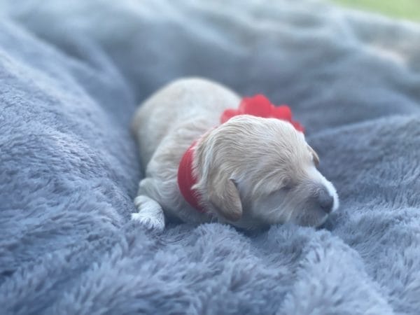 Snow White - Teacup Goldendoodle Girl - Image 2