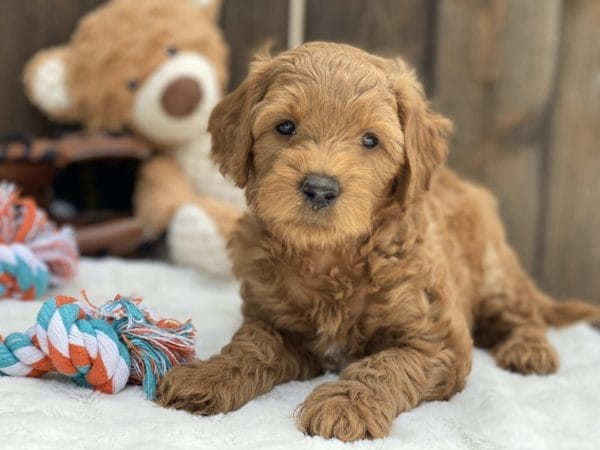 Bamboo - Teacup Goldendoodle Boy