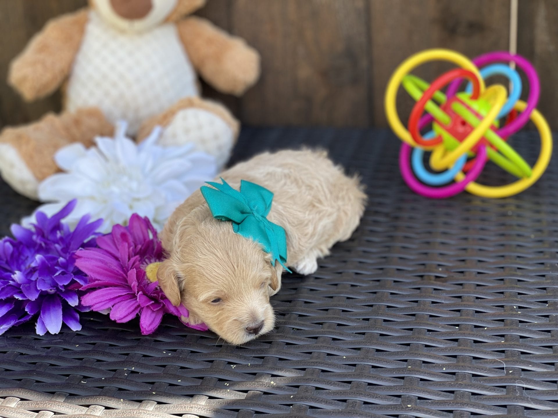 Moana - Teacup Goldendoodle Girl - Image 11