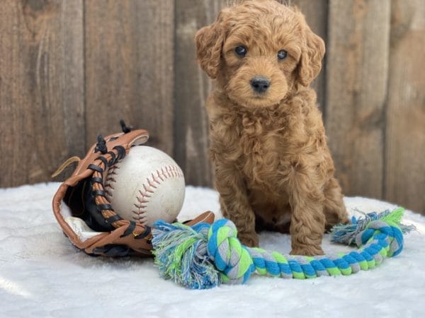 Mario - Micro Goldendoodle Boy - Image 16