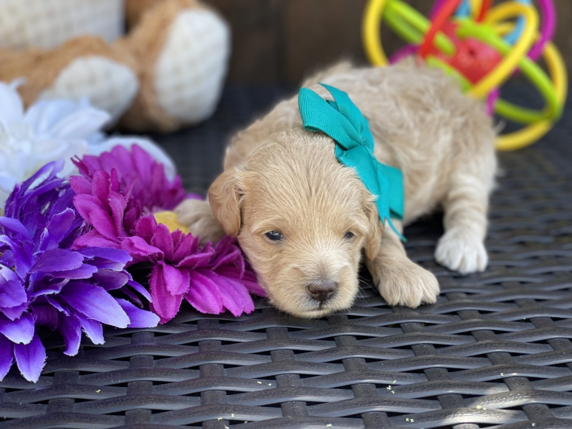 Moana - Teacup Goldendoodle Girl - Image 15
