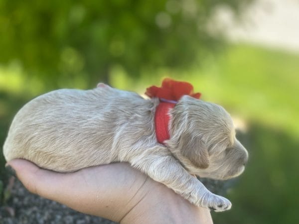 Snow White - Teacup Goldendoodle Girl - Image 4