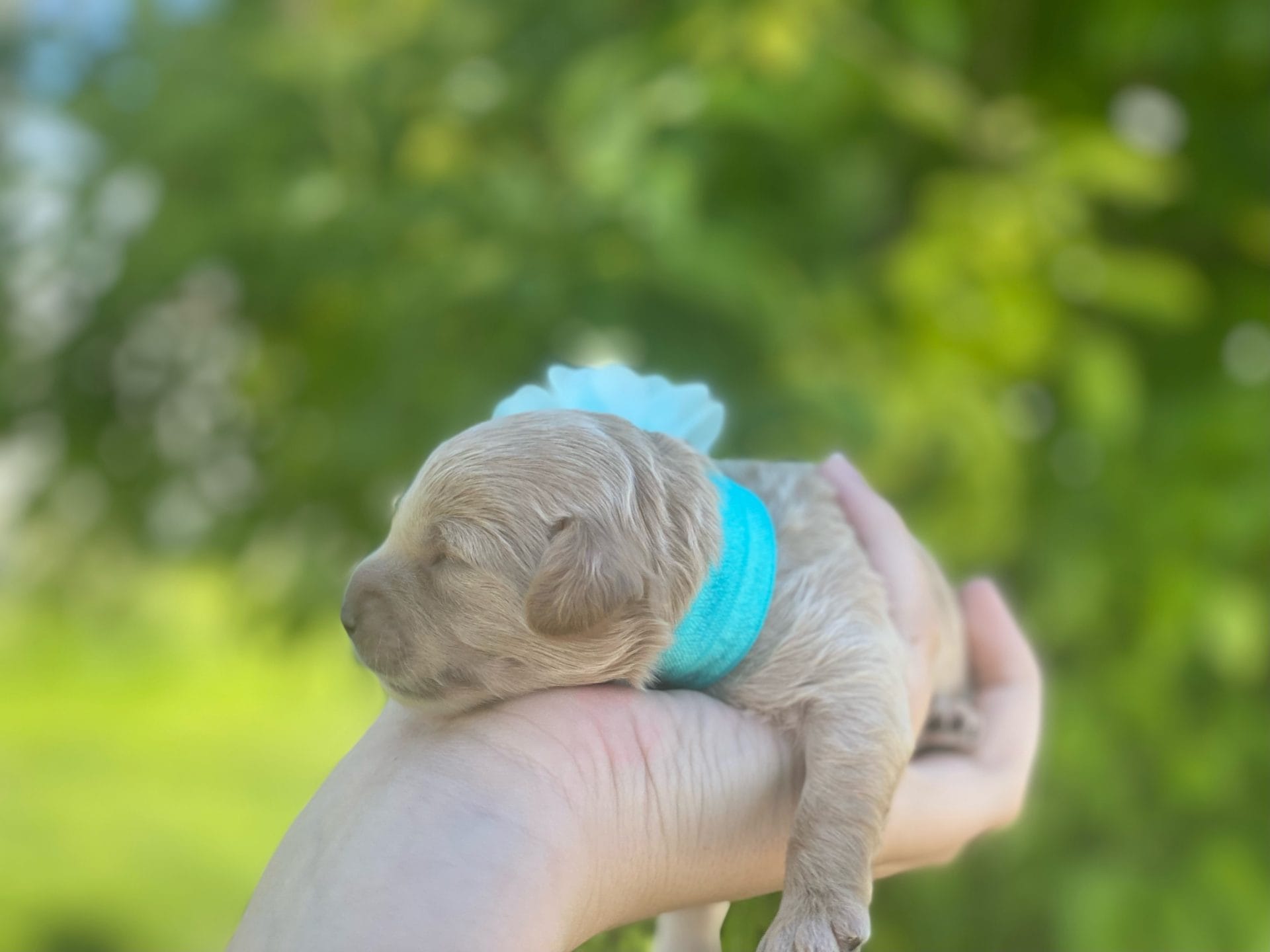 Moana - Teacup Goldendoodle Girl - Image 5