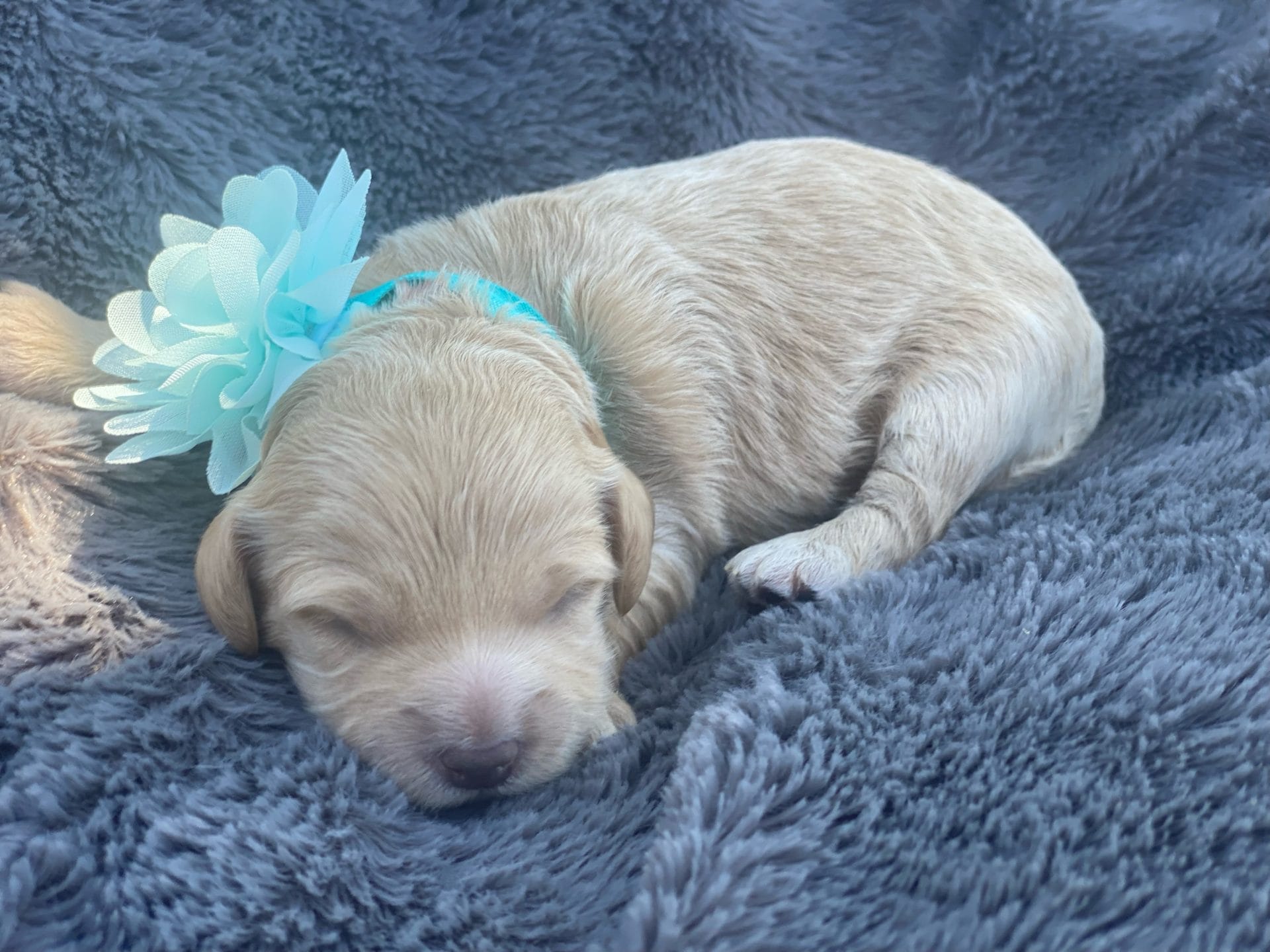 Moana - Teacup Goldendoodle Girl - Image 3