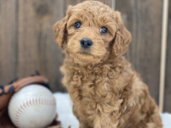 Mario - Micro Goldendoodle Boy