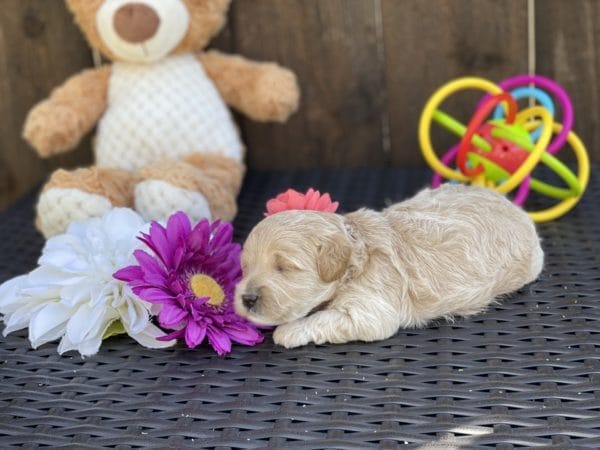 Snow White - Teacup Goldendoodle Girl - Image 13