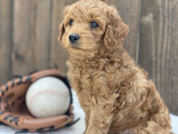 Mario - Micro Goldendoodle Boy - Image 19