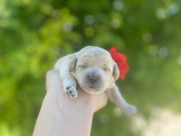 Snow White - Teacup Goldendoodle Girl - Image 3