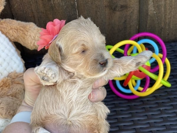 Snow White - Teacup Goldendoodle Girl - Image 11