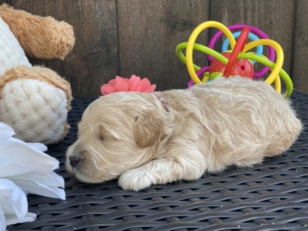 Snow White - Teacup Goldendoodle Girl - Image 16