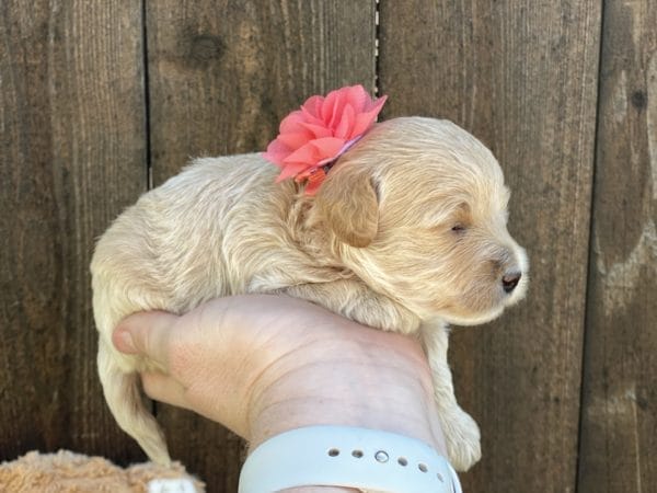 Snow White - Teacup Goldendoodle Girl - Image 12