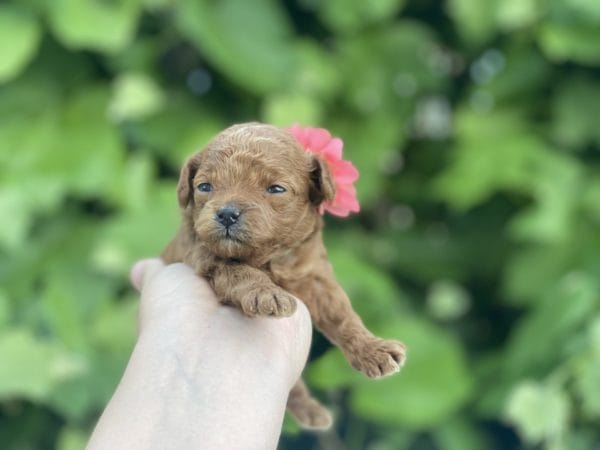 Micro GOLDENDOODLE PUPPIES, Micro Goldendoodle, Precious Doodle Dogs, Teacup Doodle Dogs, Goldendoodle, Doodle Dog, Golden Doodles, Goldendoodle for sale, Goldendoodle puppies for sale, Miniature goldendoodle, goldendoodle puppies, mini goldendoodle, mini puppies, mini goldendoodle size, Mini Doodle Dogs, f1 goldendoodle, golden retriever poodle, chocolate goldendoodle, small doodles, goldendoodle temperament, goldendoodle colors, goldendoodle price, white goldendoodle, f2 goldendoodle, mini goldendoodle price, mini goldendoodle full grown, f1 mini goldendoodle, f1b goldendoodle, parti goldendoodle, goldendoodles near me, english goldendoodle, australian goldendoodle, red goldendoodle, doodle breeds, brown goldendoodle, goldendoodle cost, adult mini goldendoodle, golden noodle dog, doodle dog breeds, miniature golden doodle, miniature puppies, golden retriever poodle mix, A Star is Born, A star is born goldendoodle, a star is born dog, Bradley Cooper's Dog, Bradley Cooper Dog, Bradley Cooper's Goldendoodle, arizona goldendoodles, goldendoodle training, goldendoodle size, how big do mini goldendoodles get, goldendoodle full grown, baby goldendoodle, goldendoodle houston, golden doodles for sale, adult goldendoodle, apricot goldendoodle, goldendoodle grooming, mini golden doodles, goldendoodle shedding, f2b goldendoodle, goldendoodle hypoallergenic, goldendoodle names, english cream goldendoodle, golden retriever and poodle mix, mini goldendoodle puppies, micro goldendoodle, mini goldendoodle puppies for sale, miniature goldendoodle for sale, goldendoodle puppies for adoption, teddy bear goldendoodle, mini goldendoodle rescue, medium goldendoodle, black goldendoodle, mini goldendoodle for sale near me, goldendoodle puppies for sale near me, mini doodle, doodle puppies, mini goldendoodle for sale, goldendoodle breeders near me, miniature goldendoodle for sale near me, toy goldendoodle, petite goldendoodle, golden doodle dog, miniature goldendoodle puppies, mini goldendoodle puppies for sale near me, goldendoodles for sale near me, mini goldedoodle breeders, goldendoodle adoption, f1b mini goldendoodle, small goldendoodle, teacup goldendoodle, goldendoodle puppies near me, goldendoodle breeders, how to groom a goldendoodle, great doodle puppies, golden doodle mix, goldendoodle tampa, goldendoodle facts, white doodle dog, white goldendoodle puppy, mini goldendoodle maryland, country mini doodles, goldendoodle los angeles, toy labradoodle puppies for sale, types of goldendoodles, mini golden retriever puppies, golden goldendoodle, mini golden retriever puppies for sale, miniature australian goldendoodle, goldendoodle sacramento, goldendoodle omaha, labradoodle goldendoodle, f1 medium goldendoodle, BEST goldendoodles, pictures of mini goldendoodles, teacup goldendoodle full grown, micro mini goldendoodle full grown, toy goldendoodle price, goldendoodle chicago, retriever doodle, teacup goldendoodle puppies for sale, cute goldendoodle, mini teddy bear puppies, miniature goldendoodle full grown, f2 mini goldendoodle, goldendoodle spokane, mini goldendoodle chicago, micro mini goldendoodle, how nbig do miniature goldendoodles get, brown mini goldendoodle, mini doodle breeds, poodle doodle dog, what is a mini goldendoodle, black mini goldendoodle, mini irish doodle puppies for sale, f1b goldendoodle size, toy golden doodles, chocolate brown goldendoodle puppies for sale, petite goldendoodle full grown, goldendoodle behavior, american goldendoodle, f1b medium goldendoodle, goldendoodle puppy cost, cute goldendoodle puppies, goldendoodle indianapolis, teddy goldendoodle, mini goldendoodle weight, teddy bear golden doodles, f1b goldendoodle puppies for sale, miniature goldendoodle size, chocolate goldendoodle puppy, english cream mini goldendoodle, doodle puppies near me, red miniature goldendoodle, cream goldendoodle, goldendoodle puppy cut, mini goldendoodle hypoallergenic, dog breed goldendoodle, goldendoodle poodle mixes, goldendoodle allergies, goldendoodle info, sandy ridge goldendoodles, lakeshore goldendoodles, toy goldendoodle puppies for sale, labradoodle and goldendoodle, goldendoodle las vegas, goldendoodle phoenix, doodle breeders near me, miniature goldendoodle weight, black and white goldendoodle, sarasota goldendoodles, mini goldendoodle dallas, a goldendoodle, what is a goldendoodle, goldendoodle dallas, mini golden doodles for sale, ginger doodle puppy, how much does a mini goldendoodle cost, goldendoodle san antonio, goldendoodle photos, goldendoodle cuts, chocolate mini goldendoodle, all about goldendoodles, goldendoodle cincinnati, black doodle dog, goldendoodle weight, miniature goldendoodle breeders, goldendoodle information, miniature goldendoodle puppies for sale, doodle puppies for sale near me, black labradoodle puppies for sale, goldendoodle seattle, golden doodles near me, teacup goldendoodle for sale, golden retriever poodle puppy, goldendoodle rochester ny, goldendoodle and poodle mix, akc goldendoodle, goldendoodle kansas city, mini goldendoodle facts, goldendoodle austin, goldendoodle doodle, goldendoodle tulsa, curly goldendoodle, brown goldendoodle puppies, f1b labradoodle puppies for sale, red mini goldendoodle, goldendoodle poodle, chocolate goldendoodle for sale, tiny goldendoodle, goldendoodle puppies breeders, english goldendoodle puppies for sale, mini golden labradoodle, f1b mini teddy bear goldendoodles, red goldendoodle puppies for sale, miniature golden retriever breeders, f1 goldendoodles for sale, teacup goldendoodle puppies, toy mini goldendoodle, xs petite goldendoodle, f2 goldendoodle puppies for sale, mini goldendoodle cost, black goldendoodle for sale, english teddy bear goldendoodle, small doodle dogs, goldendoodle nashville, english goldendoodle puppies, golden retriever poodle mix for sale, red goldendoodle puppy, parti goldendoodles for sale, english cream goldendoodles for sale, doodle puppies for sale, golden retriever poodle mix puppies, goldendoodle tucson, f1b mini goldendoodle puppies for sale, mini goldendoodle breeders northeast, teddy bear goldendoodle, toy goldendoodle rescue, petite mini goldendoodle, goldendoodle stuff, mini goldendoodles near me, teddy bear goldendoodle puppies, f1 goldendoodle puppies, teddy bear goldendoodles for sale, silver goldendoodle, buy goldendoodle, mini golden doodle dog, teddy bear goldendoodles mini, micro mini goldendoodle puppies for sale, goldendoodle dogs for sale, best goldendoodle breeders, chocolate goldendoodle puppies for sale, doodle dogs for sale, toy goldendoodle puppies, mini doodle dog, toy goldendoodle breeders, doodles for sale, goldendoodle hypoallergenic dog, mini goldendoodle breeders near me, english goldendoodle breeders, f1b mini goldendoodle for sale, teacup goldendoodle price, petite goldendoodle for sale, mini english goldendoodle, mini goldendoodle info, miniature goldendoodle puppies for sale near me, black goldendoodle puppies for sale, f1 goldendoodle puppies for sale, Micro Goldendoodles AL, Micro Goldendoodles AK, Micro Goldendoodles AZ, Micro Goldendoodles AR, Micro Goldendoodles CA, Micro Goldendoodles CO, Micro Goldendoodles CT, Micro Goldendoodles DE, Micro Goldendoodles FL, Micro Goldendoodles GA, Micro Goldendoodles HI, Micro Goldendoodles ID, Micro Goldendoodles IL, Micro Goldendoodles IN, Micro Goldendoodles IA, Micro Goldendoodles KS, Micro Goldendoodles KY, Micro Goldendoodles LA, Micro Goldendoodles ME, Micro Goldendoodles MD, Micro Goldendoodles MA, Micro Goldendoodles MI, Micro Goldendoodles MN, Micro Goldendoodles MS, Micro Goldendoodles MO, Micro Goldendoodles MT, Micro Goldendoodles NE, Micro Goldendoodles NV, Micro Goldendoodles NH, Micro Goldendoodles NJ, Micro Goldendoodles NM, Micro Goldendoodles NY, Micro Goldendoodles NC, Micro Goldendoodles ND, Micro Goldendoodles OH, Micro Goldendoodles OK, Micro Goldendoodles OR, Micro Goldendoodles PA, Micro Goldendoodles RI, Micro Goldendoodles SC, Micro Goldendoodles SD, Micro Goldendoodles TN, Micro Goldendoodles TX, Micro Goldendoodles UT, Micro Goldendoodles VT, Micro Goldendoodles VA, Micro Goldendoodles WA, Micro Goldendoodles WV, Micro Goldendoodles WI, Micro Goldendoodles WY, Micro Golden Doodles AL, Micro Golden Doodles AK, Micro Golden Doodles AZ, Micro Golden Doodles AR, Micro Golden Doodles CA, Micro Golden Doodles CO, Micro Golden Doodles CT, Micro Golden Doodles DE, Micro Golden Doodles FL, Micro Golden Doodles GA, Micro Golden Doodles HI, Micro Golden Doodles ID, Micro Golden Doodles IL, Micro Golden Doodles IN, Micro Golden Doodles IA, Micro Golden Doodles KS, Micro Golden Doodles KY, Micro Golden Doodles LA, Micro Golden Doodles ME, Micro Golden Doodles MD, Micro Golden Doodles MA, Micro Golden Doodles MI, Micro Golden Doodles MN, Micro Golden Doodles MS, Micro Golden Doodles MO, Micro Golden Doodles MT, Micro Golden Doodles NE, Micro Golden Doodles NV, Micro Golden Doodles NH, Micro Golden Doodles NJ, Micro Golden Doodles NM, Micro Golden Doodles NY, Micro Golden Doodles NC, Micro Golden Doodles ND, Micro Golden Doodles OH, Micro Golden Doodles OK, Micro Golden Doodles OR, Micro Golden Doodles PA, Micro Golden Doodles RI, Micro Golden Doodles SC, Micro Golden Doodles SD, Micro Golden Doodles TN, Micro Golden Doodles TX, Micro Golden Doodles UT, Micro Golden Doodles VT, Micro Golden Doodles VA, Micro Golden Doodles WA, Micro Golden Doodles WV, Micro Golden Doodles WI, Micro Golden Doodles WY, Micro Goldendoodle Alabama, Micro Goldendoodle Alaska, Micro Goldendoodle Arizona, Micro Goldendoodle Arkansas, Micro Goldendoodle California, Micro Goldendoodle Colorado, Micro Goldendoodle Connecticut, Micro Goldendoodle Delaware, Micro Goldendoodle Florida, Micro Goldendoodle Georgia, Micro Goldendoodle Hawaii, Micro Goldendoodle Idaho, Micro Goldendoodle Illinois, Micro Goldendoodle Indiana, Micro Goldendoodle Iowa, Micro Goldendoodle Kansas, Micro Goldendoodle Kentucky, Micro Goldendoodle Louisiana, Micro Goldendoodle Maine, Micro Goldendoodle Maryland, Micro Goldendoodle Massachusetts, Micro Goldendoodle Michigan, Micro Goldendoodle Minnesota, Micro Goldendoodle Mississippi, Micro Goldendoodle Missouri, Micro Goldendoodle Montana, Micro Goldendoodle Nebraska, Micro Goldendoodle Nevada, Micro Goldendoodle New Hampshire, Micro Goldendoodle New Jersey, Micro Goldendoodle New Mexico, Micro Goldendoodle New York, Micro Goldendoodle North Carolina, Micro Goldendoodle North Dakota, Micro Goldendoodle Ohio, Micro Goldendoodle Oklahoma, Micro Goldendoodle Oregon, Micro Goldendoodle Pennsylvania, Micro Goldendoodle Rhode Island, Micro Goldendoodle South Carolina, Micro Goldendoodle South Dakota, Micro Goldendoodle Tennessee, Micro Goldendoodle Texas, Micro Goldendoodle Utah, Micro Goldendoodle Vermont, Micro Goldendoodle Virginia, Micro Goldendoodle Washington, Micro Goldendoodle West Virginia, Micro Goldendoodle Wisconsin, Micro Goldendoodle Wyoming, Micro Goldendoodle breeders AL, Micro Goldendoodle breeders AK, Micro Goldendoodle breeders AZ, Micro Goldendoodle breeders AR, Micro Goldendoodle breeders CA, Micro Goldendoodle breeders CO, Micro Goldendoodle breeders CT, Micro Goldendoodle breeders DE, Micro Goldendoodle breeders FL, Micro Goldendoodle breeders GA, Micro Goldendoodle breeders HI, Micro Goldendoodle breeders ID, Micro Goldendoodle breeders IL, Micro Goldendoodle breeders IN, Micro Goldendoodle breeders IA, Micro Goldendoodle breeders KS, Micro Goldendoodle breeders KY, Micro Goldendoodle breeders LA, Micro Goldendoodle breeders ME, Micro Goldendoodle breeders MD, Micro Goldendoodle breeders MA, Micro Goldendoodle breeders MI, Micro Goldendoodle breeders MN, Micro Goldendoodle breeders MS, Micro Goldendoodle breeders MO, Micro Goldendoodle breeders MT, Micro Goldendoodle breeders NE, Micro Goldendoodle breeders NV, Micro Goldendoodle breeders NH, Micro Goldendoodle breeders NJ, Micro Goldendoodle breeders NM, Micro Goldendoodle breeders NY, Micro Goldendoodle breeders NC, Micro Goldendoodle breeders ND, Micro Goldendoodle breeders OH, Micro Goldendoodle breeders OK, Micro Goldendoodle breeders OR, Micro Goldendoodle breeders PA, Micro Goldendoodle breeders RI, Micro Goldendoodle breeders SC, Micro Goldendoodle breeders SD, Micro Goldendoodle breeders TN, Micro Goldendoodle breeders TX, Micro Goldendoodle breeders UT, Micro Goldendoodle breeders VT, Micro Goldendoodle breeders VA, Micro Goldendoodle breeders WA, Micro Goldendoodle breeders WV, Micro Goldendoodle breeders WI, Micro Goldendoodle breeders WY, Micro Golden doodle puppies for sale in AL, Micro Golden doodle puppies for sale in AK, Micro Golden doodle puppies for sale in AZ, Micro Golden doodle puppies for sale in AR, Micro Golden doodle puppies for sale in CA, Micro Golden doodle puppies for sale in CO, Micro Golden doodle puppies for sale in CT, Micro Golden doodle puppies for sale in DE, Micro Golden doodle puppies for sale in FL, Micro Golden doodle puppies for sale in GA, Micro Golden doodle puppies for sale in HI, Micro Golden doodle puppies for sale in ID, Micro Golden doodle puppies for sale in IL, Micro Golden doodle puppies for sale in IN, Micro Golden doodle puppies for sale in IA, Micro Golden doodle puppies for sale in KS, Micro Golden doodle puppies for sale in KY, Micro Golden doodle puppies for sale in LA, Micro Golden doodle puppies for sale in ME, Micro Golden doodle puppies for sale in MD, Micro Golden doodle puppies for sale in MA, Micro Golden doodle puppies for sale in MI, Micro Golden doodle puppies for sale in MN, Micro Golden doodle puppies for sale in MS, Micro Golden doodle puppies for sale in MO, Micro Golden doodle puppies for sale in MT, Micro Golden doodle puppies for sale in NE, Micro Golden doodle puppies for sale in NV, Micro Golden doodle puppies for sale in NH, Micro Golden doodle puppies for sale in NJ, Micro Golden doodle puppies for sale in NM, Micro Golden doodle puppies for sale in NY, Micro Golden doodle puppies for sale in NC, Micro Golden doodle puppies for sale in ND, Micro Golden doodle puppies for sale in OH, Micro Golden doodle puppies for sale in OK, Micro Golden doodle puppies for sale in OR, Micro Golden doodle puppies for sale in PA, Micro Golden doodle puppies for sale in RI, Micro Golden doodle puppies for sale in SC, Micro Golden doodle puppies for sale in SD, Micro Golden doodle puppies for sale in TN, Micro Golden doodle puppies for sale in TX, Micro Golden doodle puppies for sale in UT, Micro Golden doodle puppies for sale in VT, Micro Golden doodle puppies for sale in VA, Micro Golden doodle puppies for sale in WA, Micro Golden doodle puppies for sale in WV, Micro Golden doodle puppies for sale in WI, Micro Golden doodle puppies for sale in WY, Micro Goldendoodles for sale in AL, Micro Goldendoodles for sale in AK, Micro Goldendoodles for sale in AZ, Micro Goldendoodles for sale in AR, Micro Goldendoodles for sale in CA, Micro Goldendoodles for sale in CO, Micro Goldendoodles for sale in CT, Micro Goldendoodles for sale in DE, Micro Goldendoodles for sale in FL, Micro Goldendoodles for sale in GA, Micro Goldendoodles for sale in HI, Micro Goldendoodles for sale in ID, Micro Goldendoodles for sale in IL, Micro Goldendoodles for sale in IN, Micro Goldendoodles for sale in IA, Micro Goldendoodles for sale in KS, Micro Goldendoodles for sale in KY, Micro Goldendoodles for sale in LA, Micro Goldendoodles for sale in ME, Micro Goldendoodles for sale in MD, Micro Goldendoodles for sale in MA, Micro Goldendoodles for sale in MI, Micro Goldendoodles for sale in MN, Micro Goldendoodles for sale in MS, Micro Goldendoodles for sale in MO, Micro Goldendoodles for sale in MT, Micro Goldendoodles for sale in NE, Micro Goldendoodles for sale in NV, Micro Goldendoodles for sale in NH, Micro Goldendoodles for sale in NJ, Micro Goldendoodles for sale in NM, Micro Goldendoodles for sale in NY, Micro Goldendoodles for sale in NC, Micro Goldendoodles for sale in ND, Micro Goldendoodles for sale in OH, Micro Goldendoodles for sale in OK, Micro Goldendoodles for sale in OR, Micro Goldendoodles for sale in PA, Micro Goldendoodles for sale in RI, Micro Goldendoodles for sale in SC, Micro Goldendoodles for sale in SD, Micro Goldendoodles for sale in TN, Micro Goldendoodles for sale in TX, Micro Goldendoodles for sale in UT, Micro Goldendoodles for sale in VT, Micro Goldendoodles for sale in VA, Micro Goldendoodles for sale in WA, Micro Goldendoodles for sale in WV, Micro Goldendoodles for sale in WI, Micro Goldendoodles for sale in WY, Micro Golden doodles Alabama, Micro Golden doodles Alaska, Micro Golden doodles Arizona, Micro Golden doodles Arkansas, Micro Golden doodles California, Micro Golden doodles Colorado, Micro Golden doodles Connecticut, Micro Golden doodles Delaware, Micro Golden doodles Florida, Micro Golden doodles Georgia, Micro Golden doodles Hawaii, Micro Golden doodles Idaho, Micro Golden doodles Illinois, Micro Golden doodles Indiana, Micro Golden doodles Iowa, Micro Golden doodles Kansas, Micro Golden doodles Kentucky, Micro Golden doodles Louisiana, Micro Golden doodles Maine, Micro Golden doodles Maryland, Micro Golden doodles Massachusetts, Micro Golden doodles Michigan, Micro Golden doodles Minnesota, Micro Golden doodles Mississippi, Micro Golden doodles Missouri, Micro Golden doodles Montana, Micro Golden doodles Nebraska, Micro Golden doodles Nevada, Micro Golden doodles New Hampshire, Micro Golden doodles New Jersey, Micro Golden doodles New Mexico, Micro Golden doodles New York, Micro Golden doodles North Carolina, Micro Golden doodles North Dakota, Micro Golden doodles Ohio, Micro Golden doodles Oklahoma, Micro Golden doodles Oregon, Micro Golden doodles Pennsylvania, Micro Golden doodles Rhode Island, Micro Golden doodles South Carolina, Micro Golden doodles South Dakota, Micro Golden doodles Tennessee, Micro Golden doodles Texas, Micro Golden doodles Utah, Micro Golden doodles Vermont, Micro Golden doodles Virginia, Micro Golden doodles Washington, Micro Golden doodles West Virginia, Micro Golden doodles Wisconsin, Micro Golden doodles Wyoming, Golden doodle Breeders AL, Golden doodle Breeders AK, Golden doodle Breeders AZ, Golden doodle Breeders AR, Golden doodle Breeders CA, Golden doodle Breeders CO, Golden doodle Breeders CT, Golden doodle Breeders DE, Golden doodle Breeders FL, Golden doodle Breeders GA, Golden doodle Breeders HI, Golden doodle Breeders ID, Golden doodle Breeders IL, Golden doodle Breeders IN, Golden doodle Breeders IA, Golden doodle Breeders KS, Golden doodle Breeders KY, Golden doodle Breeders LA, Golden doodle Breeders ME, Golden doodle Breeders MD, Golden doodle Breeders MA, Golden doodle Breeders MI, Golden doodle Breeders MN, Golden doodle Breeders MS, Golden doodle Breeders MO, Golden doodle Breeders MT, Golden doodle Breeders NE, Golden doodle Breeders NV, Golden doodle Breeders NH, Golden doodle Breeders NJ, Golden doodle Breeders NM, Golden doodle Breeders NY, Golden doodle Breeders NC, Golden doodle Breeders ND, Golden doodle Breeders OH, Golden doodle Breeders OK, Golden doodle Breeders OR, Golden doodle Breeders PA, Golden doodle Breeders RI, Golden doodle Breeders SC, Golden doodle Breeders SD, Golden doodle Breeders TN, Golden doodle Breeders TX, Golden doodle Breeders UT, Golden doodle Breeders VT, Golden doodle Breeders VA, Golden doodle Breeders WA, Golden doodle Breeders WV, Golden doodle Breeders WI, Golden doodle Breeders WY, Micro Golden doodles for sale in AL, Micro Golden doodles for sale in AK, Micro Golden doodles for sale in AZ, Micro Golden doodles for sale in AR, Micro Golden doodles for sale in CA, Micro Golden doodles for sale in CO, Micro Golden doodles for sale in CT, Micro Golden doodles for sale in DE, Micro Golden doodles for sale in FL, Micro Golden doodles for sale in GA, Micro Golden doodles for sale in HI, Micro Golden doodles for sale in ID, Micro Golden doodles for sale in IL, Micro Golden doodles for sale in IN, Micro Golden doodles for sale in IA, Micro Golden doodles for sale in KS, Micro Golden doodles for sale in KY, Micro Golden doodles for sale in LA, Micro Golden doodles for sale in ME, Micro Golden doodles for sale in MD, Micro Golden doodles for sale in MA, Micro Golden doodles for sale in MI, Micro Golden doodles for sale in MN, Micro Golden doodles for sale in MS, Micro Golden doodles for sale in MO, Micro Golden doodles for sale in MT, Micro Golden doodles for sale in NE, Micro Golden doodles for sale in NV, Micro Golden doodles for sale in NH, Micro Golden doodles for sale in NJ, Micro Golden doodles for sale in NM, Micro Golden doodles for sale in NY, Micro Golden doodles for sale in NC, Micro Golden doodles for sale in ND, Micro Golden doodles for sale in OH, Micro Golden doodles for sale in OK, Micro Golden doodles for sale in OR, Micro Golden doodles for sale in PA, Micro Golden doodles for sale in RI, Micro Golden doodles for sale in SC, Micro Golden doodles for sale in SD, Micro Golden doodles for sale in TN, Micro Golden doodles for sale in TX, Micro Golden doodles for sale in UT, Micro Golden doodles for sale in VT, Micro Golden doodles for sale in VA, Micro Golden doodles for sale in WA, Micro Golden doodles for sale in WV, Micro Golden doodles for sale in WI, Micro Golden doodles for sale in WY,