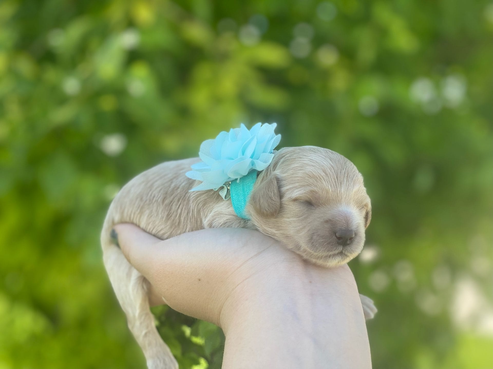 Moana - Teacup Goldendoodle Girl - Image 6