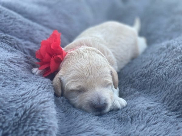 Snow White - Teacup Goldendoodle Girl - Image 5