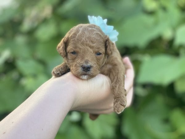 Micro GOLDENDOODLE PUPPIES, Micro Goldendoodle, Precious Doodle Dogs, Teacup Doodle Dogs, Goldendoodle, Doodle Dog, Golden Doodles, Goldendoodle for sale, Goldendoodle puppies for sale, Miniature goldendoodle, goldendoodle puppies, mini goldendoodle, mini puppies, mini goldendoodle size, Mini Doodle Dogs, f1 goldendoodle, golden retriever poodle, chocolate goldendoodle, small doodles, goldendoodle temperament, goldendoodle colors, goldendoodle price, white goldendoodle, f2 goldendoodle, mini goldendoodle price, mini goldendoodle full grown, f1 mini goldendoodle, f1b goldendoodle, parti goldendoodle, goldendoodles near me, english goldendoodle, australian goldendoodle, red goldendoodle, doodle breeds, brown goldendoodle, goldendoodle cost, adult mini goldendoodle, golden noodle dog, doodle dog breeds, miniature golden doodle, miniature puppies, golden retriever poodle mix, A Star is Born, A star is born goldendoodle, a star is born dog, Bradley Cooper's Dog, Bradley Cooper Dog, Bradley Cooper's Goldendoodle, arizona goldendoodles, goldendoodle training, goldendoodle size, how big do mini goldendoodles get, goldendoodle full grown, baby goldendoodle, goldendoodle houston, golden doodles for sale, adult goldendoodle, apricot goldendoodle, goldendoodle grooming, mini golden doodles, goldendoodle shedding, f2b goldendoodle, goldendoodle hypoallergenic, goldendoodle names, english cream goldendoodle, golden retriever and poodle mix, mini goldendoodle puppies, micro goldendoodle, mini goldendoodle puppies for sale, miniature goldendoodle for sale, goldendoodle puppies for adoption, teddy bear goldendoodle, mini goldendoodle rescue, medium goldendoodle, black goldendoodle, mini goldendoodle for sale near me, goldendoodle puppies for sale near me, mini doodle, doodle puppies, mini goldendoodle for sale, goldendoodle breeders near me, miniature goldendoodle for sale near me, toy goldendoodle, petite goldendoodle, golden doodle dog, miniature goldendoodle puppies, mini goldendoodle puppies for sale near me, goldendoodles for sale near me, mini goldedoodle breeders, goldendoodle adoption, f1b mini goldendoodle, small goldendoodle, teacup goldendoodle, goldendoodle puppies near me, goldendoodle breeders, how to groom a goldendoodle, great doodle puppies, golden doodle mix, goldendoodle tampa, goldendoodle facts, white doodle dog, white goldendoodle puppy, mini goldendoodle maryland, country mini doodles, goldendoodle los angeles, toy labradoodle puppies for sale, types of goldendoodles, mini golden retriever puppies, golden goldendoodle, mini golden retriever puppies for sale, miniature australian goldendoodle, goldendoodle sacramento, goldendoodle omaha, labradoodle goldendoodle, f1 medium goldendoodle, BEST goldendoodles, pictures of mini goldendoodles, teacup goldendoodle full grown, micro mini goldendoodle full grown, toy goldendoodle price, goldendoodle chicago, retriever doodle, teacup goldendoodle puppies for sale, cute goldendoodle, mini teddy bear puppies, miniature goldendoodle full grown, f2 mini goldendoodle, goldendoodle spokane, mini goldendoodle chicago, micro mini goldendoodle, how nbig do miniature goldendoodles get, brown mini goldendoodle, mini doodle breeds, poodle doodle dog, what is a mini goldendoodle, black mini goldendoodle, mini irish doodle puppies for sale, f1b goldendoodle size, toy golden doodles, chocolate brown goldendoodle puppies for sale, petite goldendoodle full grown, goldendoodle behavior, american goldendoodle, f1b medium goldendoodle, goldendoodle puppy cost, cute goldendoodle puppies, goldendoodle indianapolis, teddy goldendoodle, mini goldendoodle weight, teddy bear golden doodles, f1b goldendoodle puppies for sale, miniature goldendoodle size, chocolate goldendoodle puppy, english cream mini goldendoodle, doodle puppies near me, red miniature goldendoodle, cream goldendoodle, goldendoodle puppy cut, mini goldendoodle hypoallergenic, dog breed goldendoodle, goldendoodle poodle mixes, goldendoodle allergies, goldendoodle info, sandy ridge goldendoodles, lakeshore goldendoodles, toy goldendoodle puppies for sale, labradoodle and goldendoodle, goldendoodle las vegas, goldendoodle phoenix, doodle breeders near me, miniature goldendoodle weight, black and white goldendoodle, sarasota goldendoodles, mini goldendoodle dallas, a goldendoodle, what is a goldendoodle, goldendoodle dallas, mini golden doodles for sale, ginger doodle puppy, how much does a mini goldendoodle cost, goldendoodle san antonio, goldendoodle photos, goldendoodle cuts, chocolate mini goldendoodle, all about goldendoodles, goldendoodle cincinnati, black doodle dog, goldendoodle weight, miniature goldendoodle breeders, goldendoodle information, miniature goldendoodle puppies for sale, doodle puppies for sale near me, black labradoodle puppies for sale, goldendoodle seattle, golden doodles near me, teacup goldendoodle for sale, golden retriever poodle puppy, goldendoodle rochester ny, goldendoodle and poodle mix, akc goldendoodle, goldendoodle kansas city, mini goldendoodle facts, goldendoodle austin, goldendoodle doodle, goldendoodle tulsa, curly goldendoodle, brown goldendoodle puppies, f1b labradoodle puppies for sale, red mini goldendoodle, goldendoodle poodle, chocolate goldendoodle for sale, tiny goldendoodle, goldendoodle puppies breeders, english goldendoodle puppies for sale, mini golden labradoodle, f1b mini teddy bear goldendoodles, red goldendoodle puppies for sale, miniature golden retriever breeders, f1 goldendoodles for sale, teacup goldendoodle puppies, toy mini goldendoodle, xs petite goldendoodle, f2 goldendoodle puppies for sale, mini goldendoodle cost, black goldendoodle for sale, english teddy bear goldendoodle, small doodle dogs, goldendoodle nashville, english goldendoodle puppies, golden retriever poodle mix for sale, red goldendoodle puppy, parti goldendoodles for sale, english cream goldendoodles for sale, doodle puppies for sale, golden retriever poodle mix puppies, goldendoodle tucson, f1b mini goldendoodle puppies for sale, mini goldendoodle breeders northeast, teddy bear goldendoodle, toy goldendoodle rescue, petite mini goldendoodle, goldendoodle stuff, mini goldendoodles near me, teddy bear goldendoodle puppies, f1 goldendoodle puppies, teddy bear goldendoodles for sale, silver goldendoodle, buy goldendoodle, mini golden doodle dog, teddy bear goldendoodles mini, micro mini goldendoodle puppies for sale, goldendoodle dogs for sale, best goldendoodle breeders, chocolate goldendoodle puppies for sale, doodle dogs for sale, toy goldendoodle puppies, mini doodle dog, toy goldendoodle breeders, doodles for sale, goldendoodle hypoallergenic dog, mini goldendoodle breeders near me, english goldendoodle breeders, f1b mini goldendoodle for sale, teacup goldendoodle price, petite goldendoodle for sale, mini english goldendoodle, mini goldendoodle info, miniature goldendoodle puppies for sale near me, black goldendoodle puppies for sale, f1 goldendoodle puppies for sale, Micro Goldendoodles AL, Micro Goldendoodles AK, Micro Goldendoodles AZ, Micro Goldendoodles AR, Micro Goldendoodles CA, Micro Goldendoodles CO, Micro Goldendoodles CT, Micro Goldendoodles DE, Micro Goldendoodles FL, Micro Goldendoodles GA, Micro Goldendoodles HI, Micro Goldendoodles ID, Micro Goldendoodles IL, Micro Goldendoodles IN, Micro Goldendoodles IA, Micro Goldendoodles KS, Micro Goldendoodles KY, Micro Goldendoodles LA, Micro Goldendoodles ME, Micro Goldendoodles MD, Micro Goldendoodles MA, Micro Goldendoodles MI, Micro Goldendoodles MN, Micro Goldendoodles MS, Micro Goldendoodles MO, Micro Goldendoodles MT, Micro Goldendoodles NE, Micro Goldendoodles NV, Micro Goldendoodles NH, Micro Goldendoodles NJ, Micro Goldendoodles NM, Micro Goldendoodles NY, Micro Goldendoodles NC, Micro Goldendoodles ND, Micro Goldendoodles OH, Micro Goldendoodles OK, Micro Goldendoodles OR, Micro Goldendoodles PA, Micro Goldendoodles RI, Micro Goldendoodles SC, Micro Goldendoodles SD, Micro Goldendoodles TN, Micro Goldendoodles TX, Micro Goldendoodles UT, Micro Goldendoodles VT, Micro Goldendoodles VA, Micro Goldendoodles WA, Micro Goldendoodles WV, Micro Goldendoodles WI, Micro Goldendoodles WY, Micro Golden Doodles AL, Micro Golden Doodles AK, Micro Golden Doodles AZ, Micro Golden Doodles AR, Micro Golden Doodles CA, Micro Golden Doodles CO, Micro Golden Doodles CT, Micro Golden Doodles DE, Micro Golden Doodles FL, Micro Golden Doodles GA, Micro Golden Doodles HI, Micro Golden Doodles ID, Micro Golden Doodles IL, Micro Golden Doodles IN, Micro Golden Doodles IA, Micro Golden Doodles KS, Micro Golden Doodles KY, Micro Golden Doodles LA, Micro Golden Doodles ME, Micro Golden Doodles MD, Micro Golden Doodles MA, Micro Golden Doodles MI, Micro Golden Doodles MN, Micro Golden Doodles MS, Micro Golden Doodles MO, Micro Golden Doodles MT, Micro Golden Doodles NE, Micro Golden Doodles NV, Micro Golden Doodles NH, Micro Golden Doodles NJ, Micro Golden Doodles NM, Micro Golden Doodles NY, Micro Golden Doodles NC, Micro Golden Doodles ND, Micro Golden Doodles OH, Micro Golden Doodles OK, Micro Golden Doodles OR, Micro Golden Doodles PA, Micro Golden Doodles RI, Micro Golden Doodles SC, Micro Golden Doodles SD, Micro Golden Doodles TN, Micro Golden Doodles TX, Micro Golden Doodles UT, Micro Golden Doodles VT, Micro Golden Doodles VA, Micro Golden Doodles WA, Micro Golden Doodles WV, Micro Golden Doodles WI, Micro Golden Doodles WY, Micro Goldendoodle Alabama, Micro Goldendoodle Alaska, Micro Goldendoodle Arizona, Micro Goldendoodle Arkansas, Micro Goldendoodle California, Micro Goldendoodle Colorado, Micro Goldendoodle Connecticut, Micro Goldendoodle Delaware, Micro Goldendoodle Florida, Micro Goldendoodle Georgia, Micro Goldendoodle Hawaii, Micro Goldendoodle Idaho, Micro Goldendoodle Illinois, Micro Goldendoodle Indiana, Micro Goldendoodle Iowa, Micro Goldendoodle Kansas, Micro Goldendoodle Kentucky, Micro Goldendoodle Louisiana, Micro Goldendoodle Maine, Micro Goldendoodle Maryland, Micro Goldendoodle Massachusetts, Micro Goldendoodle Michigan, Micro Goldendoodle Minnesota, Micro Goldendoodle Mississippi, Micro Goldendoodle Missouri, Micro Goldendoodle Montana, Micro Goldendoodle Nebraska, Micro Goldendoodle Nevada, Micro Goldendoodle New Hampshire, Micro Goldendoodle New Jersey, Micro Goldendoodle New Mexico, Micro Goldendoodle New York, Micro Goldendoodle North Carolina, Micro Goldendoodle North Dakota, Micro Goldendoodle Ohio, Micro Goldendoodle Oklahoma, Micro Goldendoodle Oregon, Micro Goldendoodle Pennsylvania, Micro Goldendoodle Rhode Island, Micro Goldendoodle South Carolina, Micro Goldendoodle South Dakota, Micro Goldendoodle Tennessee, Micro Goldendoodle Texas, Micro Goldendoodle Utah, Micro Goldendoodle Vermont, Micro Goldendoodle Virginia, Micro Goldendoodle Washington, Micro Goldendoodle West Virginia, Micro Goldendoodle Wisconsin, Micro Goldendoodle Wyoming, Micro Goldendoodle breeders AL, Micro Goldendoodle breeders AK, Micro Goldendoodle breeders AZ, Micro Goldendoodle breeders AR, Micro Goldendoodle breeders CA, Micro Goldendoodle breeders CO, Micro Goldendoodle breeders CT, Micro Goldendoodle breeders DE, Micro Goldendoodle breeders FL, Micro Goldendoodle breeders GA, Micro Goldendoodle breeders HI, Micro Goldendoodle breeders ID, Micro Goldendoodle breeders IL, Micro Goldendoodle breeders IN, Micro Goldendoodle breeders IA, Micro Goldendoodle breeders KS, Micro Goldendoodle breeders KY, Micro Goldendoodle breeders LA, Micro Goldendoodle breeders ME, Micro Goldendoodle breeders MD, Micro Goldendoodle breeders MA, Micro Goldendoodle breeders MI, Micro Goldendoodle breeders MN, Micro Goldendoodle breeders MS, Micro Goldendoodle breeders MO, Micro Goldendoodle breeders MT, Micro Goldendoodle breeders NE, Micro Goldendoodle breeders NV, Micro Goldendoodle breeders NH, Micro Goldendoodle breeders NJ, Micro Goldendoodle breeders NM, Micro Goldendoodle breeders NY, Micro Goldendoodle breeders NC, Micro Goldendoodle breeders ND, Micro Goldendoodle breeders OH, Micro Goldendoodle breeders OK, Micro Goldendoodle breeders OR, Micro Goldendoodle breeders PA, Micro Goldendoodle breeders RI, Micro Goldendoodle breeders SC, Micro Goldendoodle breeders SD, Micro Goldendoodle breeders TN, Micro Goldendoodle breeders TX, Micro Goldendoodle breeders UT, Micro Goldendoodle breeders VT, Micro Goldendoodle breeders VA, Micro Goldendoodle breeders WA, Micro Goldendoodle breeders WV, Micro Goldendoodle breeders WI, Micro Goldendoodle breeders WY, Micro Golden doodle puppies for sale in AL, Micro Golden doodle puppies for sale in AK, Micro Golden doodle puppies for sale in AZ, Micro Golden doodle puppies for sale in AR, Micro Golden doodle puppies for sale in CA, Micro Golden doodle puppies for sale in CO, Micro Golden doodle puppies for sale in CT, Micro Golden doodle puppies for sale in DE, Micro Golden doodle puppies for sale in FL, Micro Golden doodle puppies for sale in GA, Micro Golden doodle puppies for sale in HI, Micro Golden doodle puppies for sale in ID, Micro Golden doodle puppies for sale in IL, Micro Golden doodle puppies for sale in IN, Micro Golden doodle puppies for sale in IA, Micro Golden doodle puppies for sale in KS, Micro Golden doodle puppies for sale in KY, Micro Golden doodle puppies for sale in LA, Micro Golden doodle puppies for sale in ME, Micro Golden doodle puppies for sale in MD, Micro Golden doodle puppies for sale in MA, Micro Golden doodle puppies for sale in MI, Micro Golden doodle puppies for sale in MN, Micro Golden doodle puppies for sale in MS, Micro Golden doodle puppies for sale in MO, Micro Golden doodle puppies for sale in MT, Micro Golden doodle puppies for sale in NE, Micro Golden doodle puppies for sale in NV, Micro Golden doodle puppies for sale in NH, Micro Golden doodle puppies for sale in NJ, Micro Golden doodle puppies for sale in NM, Micro Golden doodle puppies for sale in NY, Micro Golden doodle puppies for sale in NC, Micro Golden doodle puppies for sale in ND, Micro Golden doodle puppies for sale in OH, Micro Golden doodle puppies for sale in OK, Micro Golden doodle puppies for sale in OR, Micro Golden doodle puppies for sale in PA, Micro Golden doodle puppies for sale in RI, Micro Golden doodle puppies for sale in SC, Micro Golden doodle puppies for sale in SD, Micro Golden doodle puppies for sale in TN, Micro Golden doodle puppies for sale in TX, Micro Golden doodle puppies for sale in UT, Micro Golden doodle puppies for sale in VT, Micro Golden doodle puppies for sale in VA, Micro Golden doodle puppies for sale in WA, Micro Golden doodle puppies for sale in WV, Micro Golden doodle puppies for sale in WI, Micro Golden doodle puppies for sale in WY, Micro Goldendoodles for sale in AL, Micro Goldendoodles for sale in AK, Micro Goldendoodles for sale in AZ, Micro Goldendoodles for sale in AR, Micro Goldendoodles for sale in CA, Micro Goldendoodles for sale in CO, Micro Goldendoodles for sale in CT, Micro Goldendoodles for sale in DE, Micro Goldendoodles for sale in FL, Micro Goldendoodles for sale in GA, Micro Goldendoodles for sale in HI, Micro Goldendoodles for sale in ID, Micro Goldendoodles for sale in IL, Micro Goldendoodles for sale in IN, Micro Goldendoodles for sale in IA, Micro Goldendoodles for sale in KS, Micro Goldendoodles for sale in KY, Micro Goldendoodles for sale in LA, Micro Goldendoodles for sale in ME, Micro Goldendoodles for sale in MD, Micro Goldendoodles for sale in MA, Micro Goldendoodles for sale in MI, Micro Goldendoodles for sale in MN, Micro Goldendoodles for sale in MS, Micro Goldendoodles for sale in MO, Micro Goldendoodles for sale in MT, Micro Goldendoodles for sale in NE, Micro Goldendoodles for sale in NV, Micro Goldendoodles for sale in NH, Micro Goldendoodles for sale in NJ, Micro Goldendoodles for sale in NM, Micro Goldendoodles for sale in NY, Micro Goldendoodles for sale in NC, Micro Goldendoodles for sale in ND, Micro Goldendoodles for sale in OH, Micro Goldendoodles for sale in OK, Micro Goldendoodles for sale in OR, Micro Goldendoodles for sale in PA, Micro Goldendoodles for sale in RI, Micro Goldendoodles for sale in SC, Micro Goldendoodles for sale in SD, Micro Goldendoodles for sale in TN, Micro Goldendoodles for sale in TX, Micro Goldendoodles for sale in UT, Micro Goldendoodles for sale in VT, Micro Goldendoodles for sale in VA, Micro Goldendoodles for sale in WA, Micro Goldendoodles for sale in WV, Micro Goldendoodles for sale in WI, Micro Goldendoodles for sale in WY, Micro Golden doodles Alabama, Micro Golden doodles Alaska, Micro Golden doodles Arizona, Micro Golden doodles Arkansas, Micro Golden doodles California, Micro Golden doodles Colorado, Micro Golden doodles Connecticut, Micro Golden doodles Delaware, Micro Golden doodles Florida, Micro Golden doodles Georgia, Micro Golden doodles Hawaii, Micro Golden doodles Idaho, Micro Golden doodles Illinois, Micro Golden doodles Indiana, Micro Golden doodles Iowa, Micro Golden doodles Kansas, Micro Golden doodles Kentucky, Micro Golden doodles Louisiana, Micro Golden doodles Maine, Micro Golden doodles Maryland, Micro Golden doodles Massachusetts, Micro Golden doodles Michigan, Micro Golden doodles Minnesota, Micro Golden doodles Mississippi, Micro Golden doodles Missouri, Micro Golden doodles Montana, Micro Golden doodles Nebraska, Micro Golden doodles Nevada, Micro Golden doodles New Hampshire, Micro Golden doodles New Jersey, Micro Golden doodles New Mexico, Micro Golden doodles New York, Micro Golden doodles North Carolina, Micro Golden doodles North Dakota, Micro Golden doodles Ohio, Micro Golden doodles Oklahoma, Micro Golden doodles Oregon, Micro Golden doodles Pennsylvania, Micro Golden doodles Rhode Island, Micro Golden doodles South Carolina, Micro Golden doodles South Dakota, Micro Golden doodles Tennessee, Micro Golden doodles Texas, Micro Golden doodles Utah, Micro Golden doodles Vermont, Micro Golden doodles Virginia, Micro Golden doodles Washington, Micro Golden doodles West Virginia, Micro Golden doodles Wisconsin, Micro Golden doodles Wyoming, Golden doodle Breeders AL, Golden doodle Breeders AK, Golden doodle Breeders AZ, Golden doodle Breeders AR, Golden doodle Breeders CA, Golden doodle Breeders CO, Golden doodle Breeders CT, Golden doodle Breeders DE, Golden doodle Breeders FL, Golden doodle Breeders GA, Golden doodle Breeders HI, Golden doodle Breeders ID, Golden doodle Breeders IL, Golden doodle Breeders IN, Golden doodle Breeders IA, Golden doodle Breeders KS, Golden doodle Breeders KY, Golden doodle Breeders LA, Golden doodle Breeders ME, Golden doodle Breeders MD, Golden doodle Breeders MA, Golden doodle Breeders MI, Golden doodle Breeders MN, Golden doodle Breeders MS, Golden doodle Breeders MO, Golden doodle Breeders MT, Golden doodle Breeders NE, Golden doodle Breeders NV, Golden doodle Breeders NH, Golden doodle Breeders NJ, Golden doodle Breeders NM, Golden doodle Breeders NY, Golden doodle Breeders NC, Golden doodle Breeders ND, Golden doodle Breeders OH, Golden doodle Breeders OK, Golden doodle Breeders OR, Golden doodle Breeders PA, Golden doodle Breeders RI, Golden doodle Breeders SC, Golden doodle Breeders SD, Golden doodle Breeders TN, Golden doodle Breeders TX, Golden doodle Breeders UT, Golden doodle Breeders VT, Golden doodle Breeders VA, Golden doodle Breeders WA, Golden doodle Breeders WV, Golden doodle Breeders WI, Golden doodle Breeders WY, Micro Golden doodles for sale in AL, Micro Golden doodles for sale in AK, Micro Golden doodles for sale in AZ, Micro Golden doodles for sale in AR, Micro Golden doodles for sale in CA, Micro Golden doodles for sale in CO, Micro Golden doodles for sale in CT, Micro Golden doodles for sale in DE, Micro Golden doodles for sale in FL, Micro Golden doodles for sale in GA, Micro Golden doodles for sale in HI, Micro Golden doodles for sale in ID, Micro Golden doodles for sale in IL, Micro Golden doodles for sale in IN, Micro Golden doodles for sale in IA, Micro Golden doodles for sale in KS, Micro Golden doodles for sale in KY, Micro Golden doodles for sale in LA, Micro Golden doodles for sale in ME, Micro Golden doodles for sale in MD, Micro Golden doodles for sale in MA, Micro Golden doodles for sale in MI, Micro Golden doodles for sale in MN, Micro Golden doodles for sale in MS, Micro Golden doodles for sale in MO, Micro Golden doodles for sale in MT, Micro Golden doodles for sale in NE, Micro Golden doodles for sale in NV, Micro Golden doodles for sale in NH, Micro Golden doodles for sale in NJ, Micro Golden doodles for sale in NM, Micro Golden doodles for sale in NY, Micro Golden doodles for sale in NC, Micro Golden doodles for sale in ND, Micro Golden doodles for sale in OH, Micro Golden doodles for sale in OK, Micro Golden doodles for sale in OR, Micro Golden doodles for sale in PA, Micro Golden doodles for sale in RI, Micro Golden doodles for sale in SC, Micro Golden doodles for sale in SD, Micro Golden doodles for sale in TN, Micro Golden doodles for sale in TX, Micro Golden doodles for sale in UT, Micro Golden doodles for sale in VT, Micro Golden doodles for sale in VA, Micro Golden doodles for sale in WA, Micro Golden doodles for sale in WV, Micro Golden doodles for sale in WI, Micro Golden doodles for sale in WY,