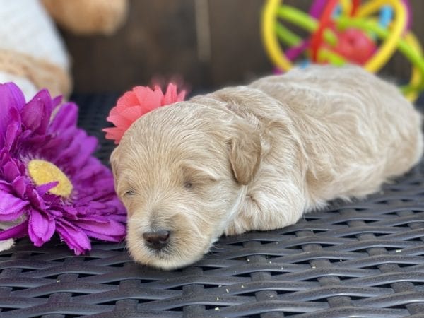 Snow White - Teacup Goldendoodle Girl