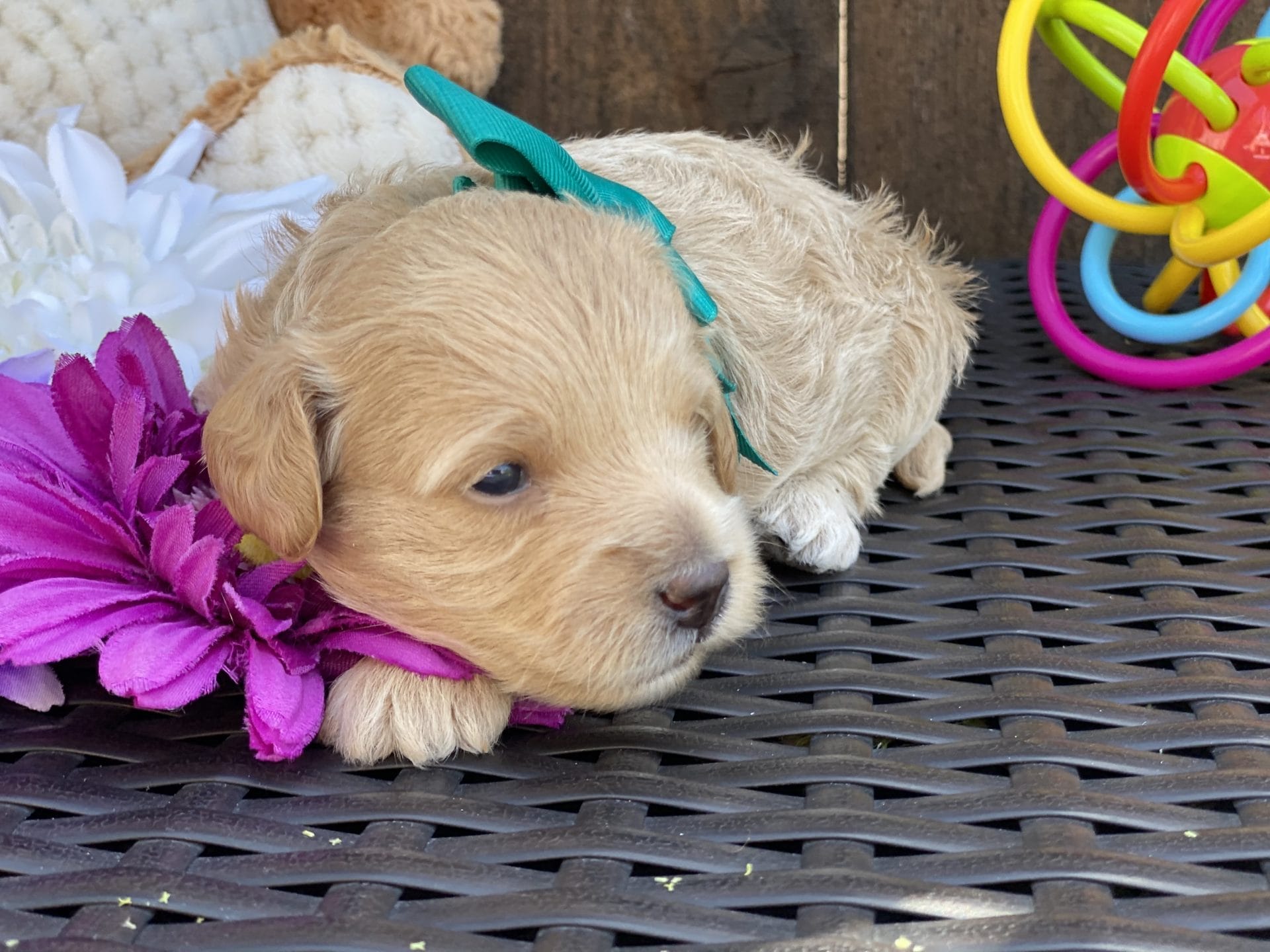 Moana - Teacup Goldendoodle Girl - Image 17